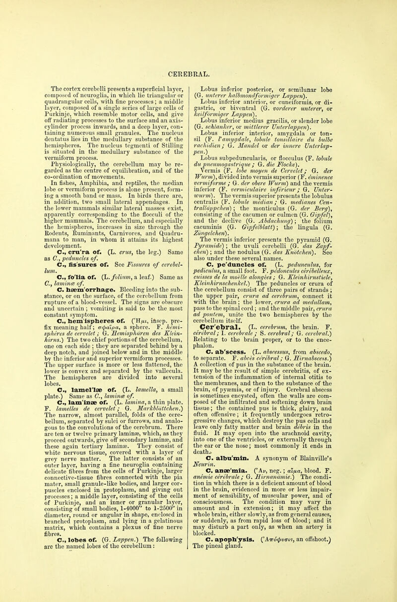 The cortex cerebelli presents a superficial layer, composed of neuroglia, in which lie triangular or quadrangular cells, with fine processes; a middle layer, composed of a single series of large cells of Purkinje, which resemble motor cells, and give off radiating processes to the surface and an axis- cylinder process inwards, and a deep layer, con- taining numerous small granules. The nucleus dentatus lies in the medullary substance of the hemispheres. The nucleus tegmenti of Stilling is situated in the medullary substance of the vermiform process. Physiologically, the cerebellum may be re- garded as the centre of equilibration, and of the co-ordination of movements. In fishes, Amphibia, and reptiles, the median lobe or vermiform process is alone present, form- ing a smooth band or mass. In birds there are, in addition, two small lateral appendages. In the lower mammals similar lateral masses exist, apparently corresponding to the flocculi of the higher mammals. The cerebellum, and especially the hemispheres, increases in size through the Rodents, Ruminants, Carnivores, and Quadru- mana to man, in whom it attains its highest development. C, cru'ra of. (L. erus, the leg.) Same as C, peduncles of. C., fissures of. See Fissures of cerebel- lum. C, fo'lia of. (L. folium, a leaf.) Same as C, lamince of. C. haemorrhage. Bleeding into the sub- stance, or on the surface, of the cerebellum from rupture of a blood-vessel. The signs are obscure and uncertain; vomiting is said to be the most constant symptom. C.f hem ispheres of. ('H/ui, insep. pre- fix meaning half; cr<paipa, a sphere. F. hemi- spheres de cervelet; G. Hemispharen des Klein- hirns.) The two chief portions of the cerebellum, one on each side ; they are separated behind by a deep notch, and joined below and in the middle by the inferior and superior vermiform processes. The upper surface is more or less flattened, the lower is convex and separated by the vallecula. The hemispheres are divided into several lobes. C.| lamel'lae of. (L. lamella, a small plate.) Same as C, lamina of. C, lam inae of. (L. lamina, a thin plate. F. lamelles de cervelet; G. Markbluttchen.) The narrow, almost parallel, folds of the cere- bellum, separated by sulci or furrows, and analo- gous to the convolutions of the cerebrum. There are ten or twelve primary lamina?, which, as they proceed outwards, give off secondary laminae, and these again tertiary laminae. They consist of white nervous tissue, covered with a layer of grey nerve matter. The latter consists of an outer layer, having a fine neuroglia containing delicate fibres from the cells of Purkinje, larger connective-tissue fibres connected with the pia mater, small granule-like bodies, and larger cor- puscles enclosed in protoplasm, and giving out processes; a middle layer, consisting of the cells of Purkinje, and an inner or granular layer, consisting of small bodies, 1-4000 to 1-2500 in diameter, round or angular in shape, enclosed in branched protoplasm, and lying in a gelatinous matrix, which contains a plexus of fine nerve fibres. C, lobes of. (G. Zappen.) The following are the named lobes of the cerebellum: Lobus inferior posterior, or semilunar lobe (G. unterer halbmondformiger Zappen). Lobus inferior anterior, or cuneiformis, or di- gastric, or biventral (G. vorderer unterer, or keilformiger Zappen). Lobus inferior medius gracilis, or slender lobe (G. schlanher, or mittlerer TJnterlappen). Lobus inferior interior, amygdala or ton- sil (F. V amygdale, lobule tonsillaire du bulbe rachidien; G. Mandcl or der innere TJnterlap- pen.) Lobus subpeduncularis, or flocculus (F. lobule du pneumogastrique ; G. die Flocke). Vermis (F. lobe moyen de Cervelet; G. der Wurm), divided into vermis superior (F. eminence vermiforme ; G. der obere Wurm) and the vermis inferior (F. vermiculaire inferieur; G. JJnter- wurm). The vermis superior presents the lobulus centralis (F. lobule median; G. medianes Cen- tralluppchen); the monticulus (G. der Berg), consisting of the cacumen or culmen (G. Oipfel), and the declive (G. Abdachung); the folium cacuminis (G. Gipfelblatt); the lingula (G. Ziingelchen). The vermis inferior presents the pyramid (G. Pgr-amide); the uvuli cerebelli (G. das Zapf- ehen); and the nodulus (G. das Kn'otchen). See also under these several names. C. pe'duncles of. (L. pedunculus, for pediculus, a small foot. F. pe'doncules cerebelleux, cuisses de la moelle along ees ; G. Kleinhirnstiele, Kleinhirnschenkel.) The peduncles or crura of the cerebellum consist of three pairs of strands ; the upper pair, crura ad cerebrum, connect it with the brain ; the lower, crura ad medullam, pass to the spinal cord; and the middle pair, crura ad pontem, unite the two hemispheres by the cerebellum itself. Cer'ebral. (L. cerebrum, the brain. F. cerebral; I. cerebrate ; S. cerebral; G. cerebral.) Relating to the brain proper, or to the enee- phalon. C. ab'scess. (L. abscessus, from abscedo, to separate. F. abces cerebral; G. Sirnabscess.) A collection of pus in the substance of the brain. It may be the result of simple cerebritis, of ex- tension of the inflammation of internal otitis to the membranes, and then to the substance of the brain, of pyaemia, or of injury. Cerebral abscess is sometimes encysted, often the walls are com- posed of the infiltrated and softening down brain tissue; the contained pus is thick, glairy, and often offensive; it frequently undergoes retro- gressive changes, which destroy the pus cells and leave only fatty matter and brain debris in the fluid. It may open into the arachnoid cavity, into one of the ventricles, or externally through the ear or the nose; most commonly it ends in deaths C. albu'min. A synonym of Blainville's Neurin. C. anae'mia. ('Ay, neg.; al/ia, blood. F. anemie cerebrate ; G. Hirnandmie.) The condi- tion in which there is a deficient amount of blood in the brain, evidenced in more or less impair- ment of sensibility, of muscular power, and of consciousness. The condition may vary in amount and in extension; it may affect the whole brain, either slowly, as from general causes, or suddenly, as from rapid loss of blood; and it may disturb a part only, as when an artery is blocked. C. apoph'ysis. ('Airocpvais, an offshoot.} The pineal gland.