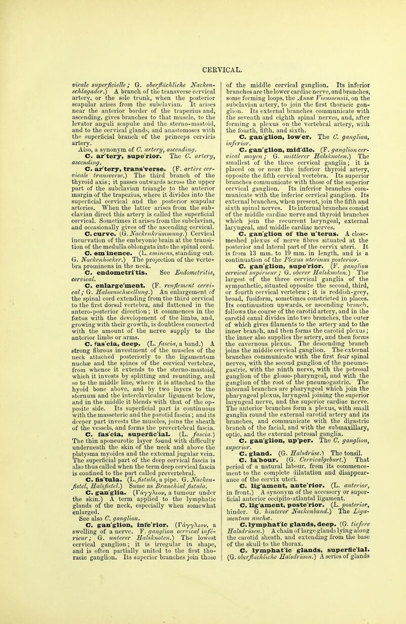 CERVICAL. vicale superfcielle ; G. oberflliehliche Nacken- schlagader.) A branch of the transverse cervical artery, or the sole trunk, when the posterior scapular arises from the subclavian. It arises near the anterior border of the trapezius and, ascending, gives branches to that muscle, to the levator anguli scapulae and the sterno-mastoid, and to the cervical glands, and anastomoses with the superficial branch of the princeps cervicis artery. Also, a synonym of O. artery, ascending. C. ar'tery, supe'rior. The C. artery, ascending. C. ar'tery, trans'verse. (P. artere eer- vicale transverse^) The third branch of the thyroid axis; it passes outwards across the upper part of the subclavian triangle to the anterior margin of the trapezius, where it divides into the superficial cervical and the posterior scapular arteries. When the latter arises from the sub- clavian direct this artery is called the superficial cervical. Sometimes it arises from the subclavian, and occasionally gives off the ascending cervical. C. curve. (G. NackenkriimmungJ) Cervical incurvation of the embryonic brain at the transi- tion of the medulla oblongata into the spinal cord. C. eminence. (L. eminens, standing out. G. Nackenliocker.) The projection of the verte- bra prominens in the neck. C. endometritis. See Endometritis, cervical. C. enlargement. (P. renftement cervi- cal; G. Halsauschwellung.) An enlargement of the spinal cord extending from the third cervical to the first dorsal vertebra, and flattened in the antero-posterior direction; it commences in the foetus with the development of the limbs, and, growing with their growth, is doubtless connected with the amount of the nerve supply to the anterior limbs or arms. C. fas'cia, deep. (L. fascia, a band.) A strong fibrous investment of the muscles of the neck attached posteriorly to the ligamentum nuchas and the spines of the cervical vertebrae, from whence it extends to the sterno-mastoid, which it invests by splitting and reuniting, and so to the middle line, where it is attached to the hyoid bone above, and by two layers to the sternum and the interclavicular ligament below, and in the middle it blends with that of the op- posite side. Its superficial part is continuous with the masseteric and the parotid fascia; and its deeper part invests the muscles, joins the sheath of the vessels, and forms the prevertebral fascia. C. fas'cia, superficial. (L. fascia.) The thin aponeurotic layer found with difficulty underneath the skin of the neck and above the platysma myoides and the external jugular vein. The superficial part of the deep cervical fascia is also thus called when the term deep cervical fascia is confined to the part called prevertebral. C. fistula. (L.Jistula, a pipe. G. Nacken- fistel, Halsfstel.) Same as Branchial fistula. C. gan'glia- (TayyXiov, a tumour under the skin.) A term applied to the lymphatic glands of the neck, especially when somewhat enlarged. See also C. ganglion. C. gan'glion, infe'rior. (VdyyKiou, a swelling of a nerve. F. ganglion cervical infe- rieur; G. unterer Halsknoten.) The lowest cervical ganglion; it is irregular in shape, and is often partially united to the first tho- racic ganglion. Its superior branches join those of the middle cervical ganglion. Its inferior branches are the lower cardiac nerve, and branches, some forming loops, the Ansa Vieussensii, on the subclavian artery, to join the first thoracic gan- glion. Its external branches communicate with the seventh and eighth spinal nerves, and, after forming a plexus on the vertebral artery, with the fourth, fifth, and sixth. C. gan'glion, low'er. The O. ganglion, inferior. C. gan'glion, mid'dle. (F. ganglion cer- vical moyen ; G. mittlerer Halsknoten.) The smallest of the three cervical ganglia; it is placed on or near the inferior thyroid artery, opposite the fifth cervical vertebra. Its superior branches communicate with those of the superior cervical ganglion. Its inferior branches com- municate with the inferior cervical ganglion. Its external branches, when present, join the fifth and sixth spinal nerves. Its internal branches consist of the middle cardiac nerve and thyroid branches which join the recurrent laryngeal, external laryngeal, and middle cardiac nerves. C. g-an'g-lion of the u'terus. A close- meshed plexus of nerve fibres situated at the posterior and lateral part of the cervix uteri. It is from 13 mm. to 19 mm. in length, and is a continuation of the Plexus uterinus posterior. C. gan'glion, supe'rior. (F. ganglion cervical superieur ; G. oberer Halsknoten.) The largest of the three cervical ganglia of the sympathetic, situated opposite the second, third, or fourth cervical vertebra?; it is reddish-grey, broad, fusiform, sometimes constricted in places. Its continuation upwards, or ascending branch, follows the course of the carotid artery, and in the carotid canal divides into two branches, the outer of which gives filaments to the artery and to the inner branch, and then forms the carotid plexus; the inner also supplies the artery, and then forms the cavernous plexus. The descending branch joins the middle cervical ganglion. The external branches communicate with the first four spinal nerves, with the second ganglion of the pneumo- gastric, with the ninth nerve, with the petrosal ganglion of the glosso-pharyngeal, and with the ganglion of the root of the pneumogastric. The internal branches are pharyngeal which join the pharyngeal plexus, laryngeal joining the superior laryngeal nerve, and the superior cardiac nerve. The anterior branches form a plexus, with small ganglia round the external carotid artery and its branches, and communicate with the digastric branch of the facial, and with the submaxillary, optic, and the external petrosal ganglia. C. g-an'g-lion, up'per. The C. ganglion, superior. C. gland. (G. Halsdriise.) The tonsil. C. la'bour. (G. Cervicalgeburt.) That period of a natural labour, from its commence- ment to the complete dilatation and disappear- ance of the cervix uteri. C. lig'ament, ante'rior. (L. anterior, in front.) A synonym of the accessory or super- ficial anterior occipito-atlantal ligament. C. lig'ament, poste'rior. (L. posterior, hinder. G. hinterer Naekenband.) The Liga- mentum nuchce. C. lymphaf ic glands, deep. (G. tiefere Halsdriisen.) A chain of large glands lying along the carotid sheath, and extending from the base of the skull to the thorax. C. lymphatic glands, superficial. (G. oberflachliehe Halsdriisen.) A series of glands