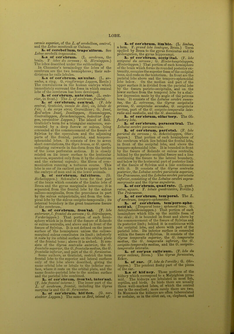 LOBE. vermis superior, of tho L. of cerebellum, central, and the Lobus monticuli or Culmen. Ii. of cerebel lum, trape'ziform. See Lobus cerebelli trapezoides. Xi.s of cer ebrum. (L. cerebrum, the brain. F lobes du cerveau; G. Hirnlappen.) The lobes described under the subheadings. In Chaussier's terminology the lobes of the cerebrum are the two hemispheres; their sub- divisions he calls lobules. Za.s of cer ebrum, an nular. (L. an- nulus, a ring. G. ringfdrmige Lappen, Henle.) The convolutions in the human embryo which immediately surround the fossa in which central lobe of the cerebrum has been developed. Xi. of cer ebrum, ante rior. (L. ante- rior, in front.) The L. of cerebrum, frontal. Xi. of cer ebrum, cen tral. (F. lobe central, Gratiolet, insula de Reil, He, lobule de rile, I. du corps strie, Cruveilhier; G. Insel, Reil'schen Insel, Insellappen, Stammlappen, Centrallappen, Zwischenlappen, bedeckter Lap- pen, versteckter Lappen.) The island of Reil. Gratiolet's term for a triangular eminence, sur- rounded by a deep furrow or sulcus, lying concealed at the commencement of the fissure of Sylvius by the operculum and the adjoining parts of the frontal, parietal, and teinporo- sphenoidal lobes. It consists of five to seven short convolutions, the Gyri breves, or G. operti, radiating outwards in fan-form from the border of the locus perforatus anticus. It is closely related on its inner surface to the lenticular nucleus, separated only from it by the claustrum and the external capsule; the fibres of com- munication running a tortuous course. This lobe is one of its earliest parts to appear both in the embryo of mau and in the lower animals. Xi. of cerebrum, fal'ciform. (G. Sichellappen.) Schwalbe's term for that part of the brain which consists of the limbic lobe of Broca and the gyrus marginalis internus; it is separated from the frontal lobe by the sulcus calloso-marginalis, from the pra>cuneus in part by the sulcus subparietalis, and from the tem- poral lobe by the sulcus occipito-temporalis ; its internal boundary is the great transverse fissure of the cerebrum. Xi. of cerebrum, fron tal. (F. lobe anterieur, I. frontal du cerveau ; G. Slirnlappen, Vorderlappen.) That portion of each hemi- sphere which is in front of tho fissure of Rolando or sulcus centralis, and above and in front of the fissure of Sylvius. It is not defined on the inner surface of the hemisphere unless the calloso- marginal sulcus constitutes its limit; inferiorly it rests by its orbital surface on the orbital plate of the frontal bono ; above it is arched. It con- sists of the Gyrus centralis anterior, tho G. frontalis superior, the G. frontalis medius, tho G. frontalis inferior, and part of the G. fornicatus. Some authors, as Gratiolet, restrict tho term frontal lobe to the superior and lateral surfaces only of the lobe above described, giving the name orbital lobe or lobule to the inferior sur- face, where it rests on the orbital plate, and the name fronto-parietal lobe to the median surface and the parietal lobe combined. Ii. of cer'ebrum, fron'tal, Inter'nal. (F. lobe frontal interne.) The inner part of the L. of cerebrum, frontal, including the Gyrus margina'is and the G. fornicatus. X,. of cer'ebrum, hld'den. (G, ver- steckter Lappen.) The same as Reil, island of. X«. of cer'ebrum, lim bic. (L. limbus, a hem. F. grand lobe limbique, Broca.) Term applied by Broca to the gjrus fornicatus and its prolongation, the gyrus hippocampi. Xi. of cer'ebrum, occip ital. (F. lobe occipital du cerveau; G. Hinterhauptslappen, Sinter lappen.) That portion of each hemisphere of the brain which forms its rounded posterior ex- tremity, occupies the superior fossa of the occipital bone, and rests on the tentorium. In front are the parietal lobe above and the temporo-sphenoidal lobe below. On the median and part of the upper surface it is divided from the parietal lobe by the fissura parieto-occipitalis, and on the lower surface from the temporal lobe by a shal- low depression made by the angle of the petrous bone. It consists of tne Lobulus cerebri cunea- tus, the L. extremus, the Gyrus occipitalis primus, G. occipitalis secundus, G. occipitalis tertius, part of the G. occipito-temporalis late- ralis and medialis, and the G. deseendens. Xi. of cer'ebrum, olfactory. The Ol- factory lobe. Xi. of cer'ebrum, paracentral. The Lobulus cerebri paracentralts. Xi. of cer ebrum, pari'etal. (F. lobe parietal du cerveau; G. Scheitellappen, Ober- lappen.) That portion of each hemisphere of the cerebrum which lies behind the frontal lobe, in front of the occipital lobe, and above the temporo-sphenoidal lobe. It is bounded in front by the fissure of Rolando or sulcus centralis, behind by the parieto-occipital fissure and a line continuing the fissure to the lateral boundary, and below by the horizontal part of posterior limb of the fissure of Sylvius and a line continuous with it. It consists of the Gyrus centralis posterior, the Lobulus cerebri parielalis superior, the Prcecuneus, and the Lobulus cerebri parietalis inferior, consisting of the Lobulus cerebri supra- marginalis and the Gyrus angularis. X,. of cer'ebrum, quad rate. (L. quad- ratus, square. F. lobule quadrilatirc, Foville.) The Prcecuneus. Xi. of cer'ebrum, tem'poral. The L. of cerebrum, temporo-sphenoidal. Xi. of cer'ebrum, temporo-sphe- noidal. (Temporal bone ; sphenoid bone. G. Schlafenkeilbeinlappen.) That portion of each hemisphere which fills up the middle fossa of the skull; it is bounded in front and above by the commencement of the fissure of Sylvius and its posterior limb; behind it is continuous with the occipital lobe, and above with part of the parietal lobe. Its inferior surface is concealed within the fissure of Sylvius. It consists of the Gyrus temporalis superior, the G. temporalis medius, the G. temporalis inferior, the G. occipito-temporalis meditts, and the G. occipito- temporalis lateralis. Xi. of cor pus callo sum. (F. lobe du corps calleux, Broca.) The Gyrus fornicatus, Kckcr. Xi. of ear. (F. lobe de Vorc'xlU; G. Ohr- lappcn.) The pendent fleshy part of the pinna of tho ear. Xi.s of kidney. Those portions of the kidney which correspond to a Malpighian pyra- mid. Tho kidneys are lobulatcd in most fish, reptiles, and birds. In birds there are usually three well-marked lobes, of which the central one is the smallest; more rarely there are two. In Mammals the kidneys are often tubcrculatcd or nodular, as in the civet cat, ox, elcphaut, and