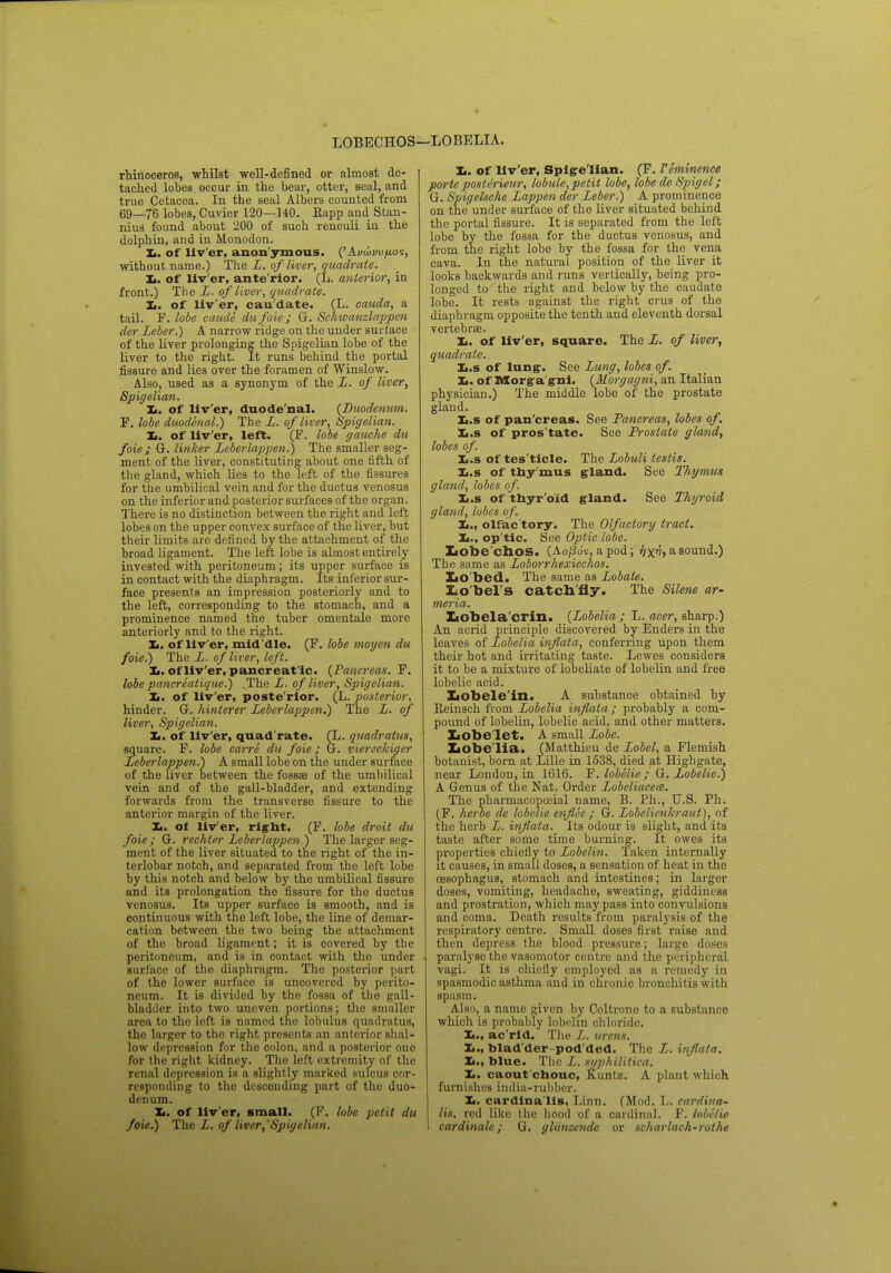 LOBECHOS—LOBELIA. rhinoceros, whilst well-defined or almost de- tached lobes occur in the bear, otter, seal, and true Cetacea. In the seal Albers counted from 69_76 lobes, Cuvier 120—140. Eapp and Stan- nius found about 200 of such renculi in the dolphin, and in Monodon. Xi. of liv'er, anonymous. ('Aviow/jlos, without name.) The L. of liver, quadrate. la. of liv'er, ante'rior. (L. anterior, in front.) The L. of liver, quadrate. Xi. of liv'er, caudate. (L. cauda, a tail. F. lobe caicde dufoie; G. Schwanzlappen der Leber.) A narrow ridge on the under surface of the liver prolonging the Spigelian lobe of the liver to the right. It runs behind the portal fissure and lies over the foramen of Winslow. Also, used as a synonym of the L. of liver, Spigelian. Xi. of liv'er, duode nal. {Duodenum. F. lobe duodenal.) The L. of liver, Spigelian. Ii. of liv'er, left. (F. lobe gauche du foie; G. linker Leberlappen.) The smaller seg- ment of the liver, constituting about one fifth of the gland, which lies to the left of the fissures for the umbilical vein and for the ductus venosus on the inferior and posterior surfaces of the organ. There is no distinction between the right and left lobes on the upper convex surface of the liver, but their limits are defined by the attachment of the broad ligament. The left lobe is almost entirely invested with peritoneum; its upper surface is in contact with the diaphragm. Its inferior sur- face presents an impression posteriorly and to the left, corresponding to the stomach, and a prominence named the tuber omentale more anteriorly and to the right. Xi. of liv'er, mid'dle. (F. lobe moyen du foie.) The L. of liver, left. Xi. of liv'er, pancreatic. {Pancreas. F. lobe pancreatique.) .The L. of liver, Spigelian. Xi. of liv'er, poste'rior. (L. posterior, hinder. G. hinterer Leberlappen.) The L. of liver, Spigelian. Xi. of liv'er, quad'rate. (L. quadralus, square. F. lobe carre du foie; G. viereckiger Leberlappen.) A small lobe on the under surface of the liver between the fossae of the umbilical vein and of the gall-bladder, and extending forwards from the transverse fissure to the anterior margin of the liver. Xi. of liv'er, right. (F. lobe droit du foie; G. rechter Leberlappen) The larger seg- ment of the liver situated to the right of the in- terlobar notch, and separated from the left lobe by this notch and below by the umbilical fissure and its prolongation the fissure for the ductus venosus. Its upper surface is smooth, and is continuous with the left lobe, the line of demar- cation between the two being the attachment of the broad ligament; it is covered by the peritoneum, and is in contact with the under surface of the diaphragm. The posterior part of the lower surface is uncovered by perito- neum. It is divided by the fossa of the gall- bladder into two uneven portions; the smaller area to the left is named the lobulus quadratus, the larger to the right presents an anterior shal- low depression for the colon, and a posterior one for the right kidney. The left extremity of the renal depression is a slightly marked sulcus cor- responding to tho descending part of the duo- denum. Ii. of liv'er, small. (F. lobe petit du foie.) The L. of liver,'Spigelian. Ii. of liv'er, Spigelian. (F. Veminence porte postirieur, lobule, petit lobe, lobe de Spigel; G. Spigelsche Lappen der Leber.) A prominence on the under surface of the liver situated behind the portal fissure. It is separated from the left lobe by the fossa for the ductus venosus, and from the right lobe by the fossa for the vena cava. In the natural position of the liver it looks backwards and runs vertically, being pro- longed to the right and below by the caudate lobe. It rests against the right crus of the diaphragm opposite the tenth and eleventh dorsal vertebra?. Xi. of liv'er, square. The L. of liver, quadrate. Xi.s of lung. See Lung, lobes of. Xi. of IVXorga'gni. {Morgagni, an Italian physician.) The middle lobe of the prostate gland. Xi.s of pan'creas. See Pancreas, lobes of. Xi.s of pros tate. See Prostate gland, lobes of. Xi.s of tes'ticle. The Lobuli testis. Xi.s of thy mus g-land. See Thymus gland, lobes of. Xi.s of thyr oid gland. See Thyroid gland, lobes of. Xi., olfac'tory. The Olfactory tract. Xi., op'tic. See Optic lobe. Lobe chos. (AojSo's, a pod; vx^t a sound.) The same as Loborrhexiechos. XiO'bed. The same as Lobate. Xio'bel's catch/fly. The Silene ar- meria. Lobela'crin. {Lobelia ; L. aeer, sharp.) An acrid principle discovered by Enders in the leaves of Lobelia inflata, conferring upon them their hot and irritating taste. Lewes considers it to be a mixture of lobeliate of lobelin and free lobelic acid. Xiobele'in. A substance obtained by Eeinsch from Lobelia inflata; probably a com- pound of lobelin, lobelic acid, and other matters. Lobe let. A small Lobe. Lobe lia. (Matthieu de Lobel, a Flemish botanist, born at Lille in 1538, died at Highgate, near London, in 1616. F. lobelie; G. Lobelic.) A Genus of the Nat. Order Lobeliacecs. The pharmacopceial name, B. Ph., U.S. Ph. (F. heroe de lobelie enflee ; G. Lobelienkratit), of the herb L. inflata. Its odour is slight, and its taste after some time burning. It owes its properties chiefly to Lobelin. Taken internally it causes, in small doses, a sensation of heat in the oesophagus, stomach and intestines; in larger doses, vomiting, headache, sweating, giddiness and prostration, which may pass into convulsions and coma. Death results from paralysis of the respiratory centre. Small doses first raise and then depress the blood pressure; large doses paralyse the vasomotor centre and the peripheral vagi. It is chiefly employed as a remedy in spasmodic asthma and in chronic bronchitis with spasm. Also, a name given by Coltrono to a substanco which is probably lobelin chloride. Xi., ac'rld. The L. urens. Xi., blad'der-pod'ded. The L. inflata. X>., blue. The L. syphilitica. Xi. caout'ehouc, Kuntz. A plant which furnishes india-rubber. Xi. cardina'lls. Linn. (Mod. L. cardii/a- lis, red like the hood of a cardinal. F. lobelie cardinalc; G. gliinzende or scharlach-rothe