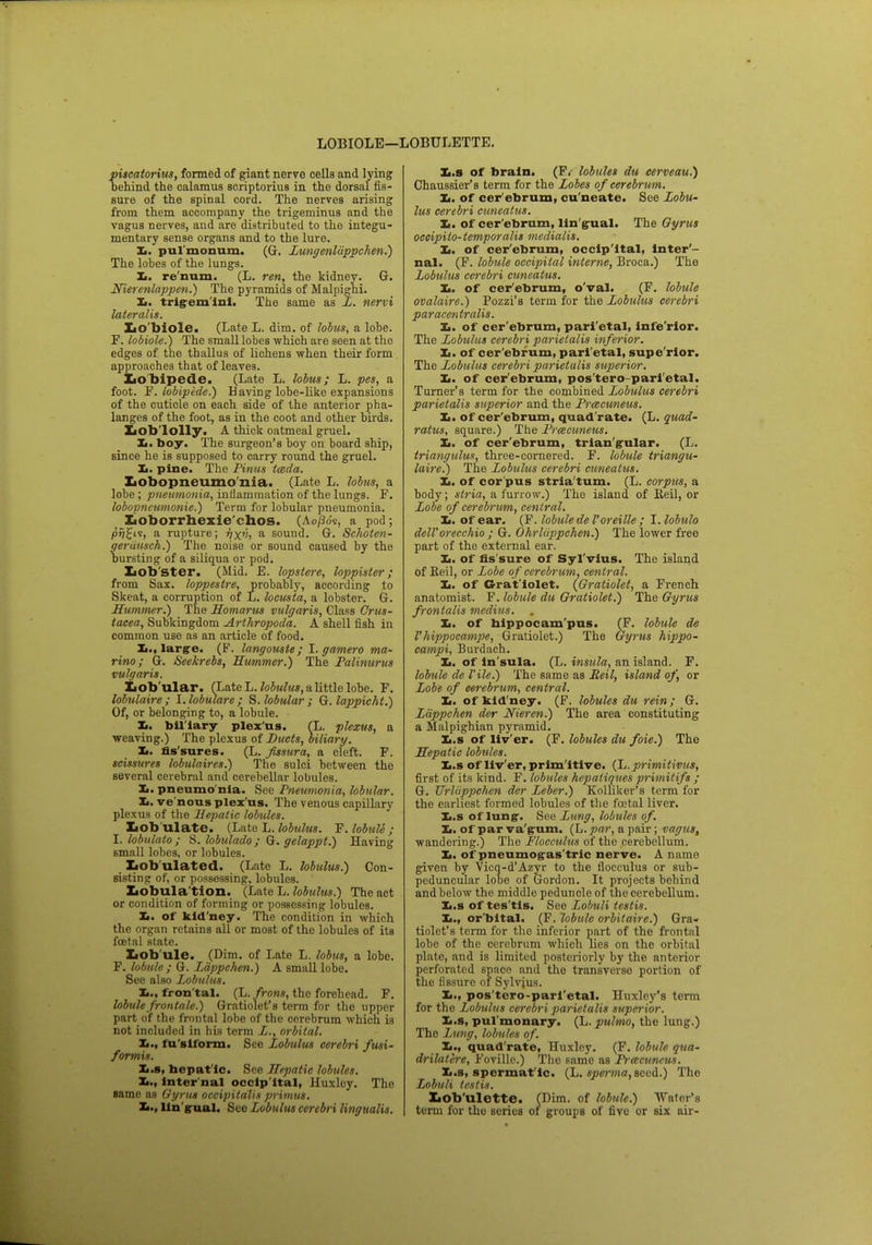 LOBIOLE—LOBULETTE. iscatorius, formed of giant nerve cells and lying ehind the calamus scriptorius in the dorsal fis- sure of the spinal cord. The nerves arising from them accompany the trigeminus and the vagus nerves, and are distributed to the integu- mentary sense organs and to the lure. Xi. pul'monum. (G. Lungenliippchen.) The lobes of the lungs. Xi. re num. (L. ren, the kidney. G. Nierenlappen.) The pyramids of Malpighi. Zi. trigem'ini. The same as L. nervi lateralis. XiO'biole. (Late L. dim. of lobus, a lobe. F. lobiole.) The small lobes which are seen at the edges of the thallus of lichens when their form approaches that of leaves. Lobipede. (Late L. lobus; L. pes, a foot. F. lobipede.) Having lobe-like expansions of the cuticle on each side of the anterior pha- langes of the foot, as in the coot and other birds. Lob lolly. A thick oatmeal gruel. Ii. boy. The surgeon's boy on board ship, since he is supposed to carry round the gruel. Xi. pine. The Pinus tceda. Lobopneumo nia. (Late L. lobus, a lobe ; pneumonia, inflammation of the lungs. F. lobopncumonie.) Term for lobular pneumonia. Loborrhexie'chos. (Agio's, a pod; pi/Jts, a rupture; vxv, a sound. G. Schoten- geriiusch.) The noise or sound caused by the bursting of a siliqua or pod. XiOb'Ster. (Mid. E. lopstere, loppister; from Sax. loppestre, probably, according to Skeat, a corruption of L. locusta, a lobster. G. Summer.) The Homarus vulgaris, Class Crus- tacea, Subkingdom Arthropoda. A shell fish in common use as an article of food. largre. (F. langouste; I. gamero ma- rino; Gr. Seekrebs, Hummer.) The Palinurus vulgaris. Lob ular. (Late L. lobulus, a little lobe. F. lobulaire; l.lobulare ; S. lobular; Gr. lappicht.) Of, or belonging to, a lobule. Xi. biliary plexus. CL. plexus, a weaving.) The plexus of Ducts, biliary. Xi. fis sures. (L. fissura, a cleft. F. scissures lobulaires.) The sulci between the several cerebral and cerebellar lobules. Xi. pneumo nia. See Pneumonia, lobular. Xi. venous plex'us. The venous capillary plexus of the Hepatic lobules. Lobulate. (Late L. lobulus. F. lobule ; I. lobulato ; S. hbulado ; G. gelappt.) Having small lobes, or lobules. Lob ulated. (Late L. lobulus.) Con- sisting of, or possessing, lobules. Lobulation. (Late L. lobulus.) The act or condition of forming or possessing lobules. Xi. of kld'ney. The condition in which the organ retains all or most of the lobules of its foetal state. Lob'ule. (Dim. of Late L. lobus, a lobe. F. lobule ; G. Lappchen.) A small lobe. See also Lobulus. Xi., fron tal. (L. from, the forehead. F. lobule frontale.) Gratiolet's term for the upper part of the frontal lobe of the cerebrum which is not included in his term L., orbital. Xi., fu siform. See lobulus cerebri fusi- formis. Xt.s, hepatic. See Hepatic lobules. Xi., inter nal occip ital, Huxley. The same as Gyrus occipitalis primus. Xi., Ungual. See Lobulus cerebri lingualis. Xi.s of brain. (F. lobules du cerveau.) Chaussier's term for the Lobes of cerebrum. Xi. of cer ebrum, cu'neate. See Lobu- lus cerebri cuneatus. X.. of cer ebrum, lin'gual. The Gyrus occipilo-temporalis medialis. Xi. of cerebrum, occip ital, inter- nal. (F. lobule occipital interne, Broca.) The Lobulus cerebri cuneatus. Xi. of cerebrum, o val. (F. lobule ovalaire.) Pozzi's term for the Lobulus cerebri paracentralis. Xi. of cer ebrum, pari etal, inferior. The Lobulus cerebri parietalis inferior. Xi. of cer'ebfum, pari'etal, supe'rior. The Lobulus cerebri parietalis superior. Xi. of cer'ebrum, pos'tero-pari'etal. Turner's term for the combined Lobulus cerebri parietalis superior and the Precuneus. Xi. of cer'ebrum, quad rate. (L. quad- ratics, square.) The Prcecuneus. Xi. of cer'ebrum, trian grular. (L. triangulus, three-cornered. F. lobule triangu- laire.) The Lobulus cerebri cuneatus. Xi. of cor pus stria turn. (L. corpus, a body; stria, a furrow.) The island of Eeil, or Lobe of cerebrum, central. Xi. of ear. (F. lobule de I'oreille; I. lobulo dell'orecchio ; G. Ohrliippchen.) The lower free part of the external ear. Xi. of fis sure of Syl'vius. The island of Reil, or Lobe of cerebrum, central. Xi. of Gratiolet. {Gratiolet, a French anatomist. F. lobule du Gratiolet.) The Gyrus frontalis medius. Xi. of hippocampus. (F. lobule de I'hippocampe, Gratiolet.) The Gyrus hippo- campi, Burdach. Xi. of in sula. (L. insula, an island. F. lobule de Vile.) The same as Reil, island of, or Lobe of cerebrum, central. Xi. of kld'ney. (F. lobules du rein; G. Lappchen der Nieren.) The area constituting a Malpighian pyramid. Xi.s of liv'er. (F. lobules du foie.) The Hepatic lobules. Xi.s of liv'er, primitive. (L. primitivus, first of its kind. F. lobules hepatiques primitifs ; G. Urliippchen der Leber.) Kolliker's term for the earliest formed lobules of the foetal liver. Xi.s of lung-. See Lung, lobules of. Xi. of par va'gum. (L. par, a pair ; vagus, wandering.) The Flocculus of the cerebellum. Xi. of pneuraogas'tric nerve. A name given by Vieq-d'Azyr to the flocculus or sub- peduncular lobe of Gordon. It projects behind and below the middle peduncle of the cerebellum. Xi.s of tes'tls. See Lobuli testis. Xi., or bital. (F. lobule orbitaire.) Gra- tiolet's term for the inferior part of the frontal lobe of the cerebrum which lies on the orbital plate, and is limited posteriorly by the anterior perforated space and the transverse portion of the fissure of Sylvius. Xi., pos'tero-pari'etal. Huxley's term for the Lobulus cerebri parietalis superior. Xi.s, pul monary. (L. pulmo, the lung.) The Lung, lobules of. Xi., quad'rate, Huxley. (F. lobule qna- drilatere, Fovillc.) The same as Prcecuneus. Xi.s, spermatic. (L. sperma, seed.) The Lobuli testis. Lob'ulette. (Dim. of lobule.) Water's term for the series of groups of five or six air-