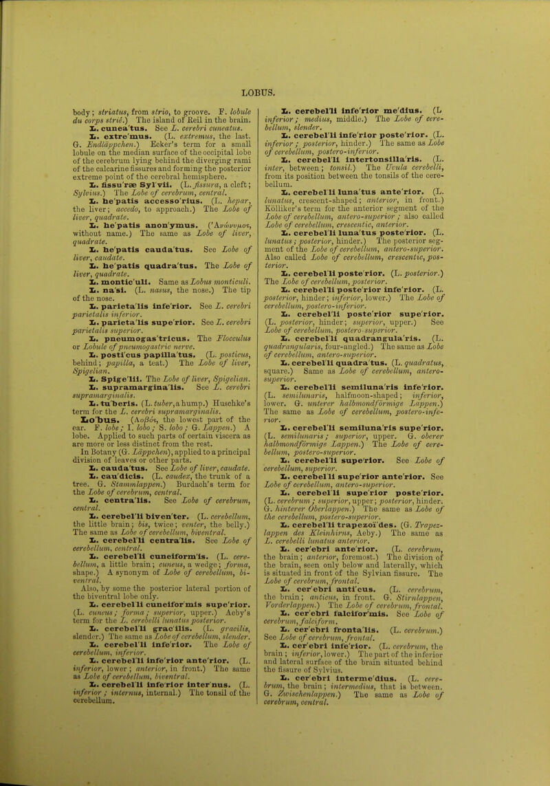 body; striatiis, from strio, to groove. F. lobule du corps strie.) The island of Jieil in the brain. Xi. cunea'tus. See L. cerebri cuneatus. Xi. extre'mus. (L. extremus, the last. G. Endldppchen.) Eeker's term for a small lobule on the median surface of the occipital lobe of the cerebrum lying behind the diverging rami of the calcarine fissures and forming the posterior extreme point of the cerebral hemisphere. Xi. fissu'rse Syl'vii. (L.fssura, a cleft; Sylvius.) The Lobe of cerebrum, central. Xi. be'patis accesso'rius. (L. hepar, the liver; accedo, to approach.) The Lobe of liver, quadrate. Xi. he'patis anonymus. {'k.vwwnoi, without name.) The same as Lobe of liver, quadrate. Xi. be'patis cauda'tus. See Lobe of liver, caudate. Xi. be'patis quadra'tus. The Lobe of liver, quadrate. Xi. montic'uli. Same asLobus monticuli. Xi. nasi. (L. nasus, the nose.) The tip of the nose. Xi. parietalis infe rior. See L. cerebri parietalis inferior. Xi. parietalis supe'rior. See L. cerebri parietalis superior. Xi. pneumogas'tricus. The Flocculus or Lobule of pneumogastric nerve. Xi. posticus papilla'tus. (L. posticus, behind; papilla, a teat.) The Lobe of liver, Spigelian. Xi. Spigelil. The Lobe of liver, Spigelian. Xi. supramarginalis. See L. cerebri supramarginalis. Xi.tu'beris. (L.ttcber,almmp.) Huschke's term for the L. cerebri supramarginalis. ZiO'bllS. (Aoflo's, the lowest part of the ear. F. lobe; I. looo ; S. lobo ; G. Lappen.) A lobe. Applied to such parts of certain viscera as arc more or less distinct from the rest. In Botany (G. Lappchen), applied to a principal division of leaves or other parts. Xi. cauda'tus. See Lobe of liver, caudate. Xi. cau'dicis. (L. caudex, the trunk of a tree. G. Stammlappen.) Burdach's term for the Lobe of cerebrum, central. Xi. centralis. See Lobe of cerebrum, central. Xi. cerebel'li biven'ter. (L. cerebellum, the little brain; bis, twice; venter, the belly.) The same as Lobe of cerebellum, bivcntral. Xi. cerebel'li centralis. See Lobe of cerebellum, central. Xi. cerebel'li cuneiform'is. (L. cere- bellum, a little brain; cuneus, a wedge; forma, shape.) A synonym of Lobe of cerebellum, bi- ventral. Also, by some the posterior lateral portion of the biventrnl lobe only. Xi. cerebel'li cuneifor'mls supe'rior. (L. cuneus; forma ; superior, upper.) Aeby's term for the L. cerebelli lunatus posterior. Xi. cerebel'li gracilis. (L. gracilis, slender.) The same as Lobe of cerebellum, slender. Xi. cerebel'li lnfe'rlor. The Lobe of cerebellum, inferior. X. cerebel'li lnfe'rlor ante'rlor. (L. inferior, lowor ; anterior, in front.) The sumo as Lobe of cerebellum, biventral. Xi. cerebel'li infe rior inter'nus. (L. inferior ; inlemus, internal.) The tonsil of the cerebellum. Xi. cerebelli lnfe'rlor me'dlus. (L inferior; medius, middle.) The Lobe of cere- bellum, slender. Xi. cerebel'li lnfe'rlor poste'rlor. (L. inferior ; posterior, hinder.) The same as Lobe of cerebellum, poster o-inferior. Xi. cerebelli lntertonsllla'rls. (L. inter, between; tonsil.) The Uvula cerebelli, from its position between the tonsils of the cere- bellum. Xi. cerebelli luna'tus ante'rlor. (L. lunatics, crescent-shaped; anterior, in front.) Kolliker's term for the anterior segment of the Lobe of cerebellum, antero-superior ; also culled Lobe of cerebellum, crescentic, anterior. Xi. cerebelli luna'tus poste rior. (L. lunatus ; posterior, hinder.) The posterior seg- ment of the Lobe of cerebellum, antero-superior. Also called Lobe of cerebellum, crescentic, pos- terior. Xi. cerebel'li poste'rior. (L. posterior.) The Lobe of cerebellum, posterior. Xi. cerebelli poste'rior infe'rior. (L. posterior, hinder; inferior, lower.) The Lobe of cerebellum, poster o - inferior. Xi. cerebelli poste'rior supe'rior. (L. posterior, hinder; superior, upper.) See Lobe of cerebellum, postero-superior. xi. cerebelli quadrangula'ris. (L. quadrangularis, four-angled.) The same as Lobe of cerebellum, antero-superior. Xi. cerebelli quadra'tus. (L. quadratus, square.) Same as Lobe of cerebellum, antero- superior. Xi. cerebel'li semilunaris infe'rior. (L. semilunaris, halfmoon-shaped; inferior, lower. G. unterer halbmondformige Lappen.) The same as Lobe of cerebellum, postero-infe- rior. Xi. cerebel'li semiluna ris supe'rior. (L. semilunaris; superior, upper. G. oberer halbmondformige Lappen.) The Lobe of cere- bellum, postero-superior. Xi. cerebelli supe'rior. See Lobe of cerebellum, superior. Xi. cerebel'li supe'rior ante'rior. See Lobe of cerebellum, antero-superior. Xi. cerebelli supe'rior poste'rior. (L. cerebrum; superior,upper; posterior, hinder. G. hinterer Oberlappen.) The same as Lobe of the cerebellum, postero-superior. Xi. cerebel'li trapezoi'des. (G. Trapcz- lappen des Kleinhirns, Aeby.) The same as L. cerebelli lunatus anterior. Xi. cer'ebri ante'rlor. (L. cerebrum, the brain; anterior, foremost.) The division of the brain, seen only below and laterally, which is situated in front of the Sylvian fissure. The Lobe of cerebrum, frontal. Xi. cer'ebri anti'cus. (L. cerebrum, the brain; anticus, in front. G. Stirnlappcn, Vorderlappen.) The Lobe of cerebrum, frontal. Xi. cer'ebri ialcilor mis. See Lobe of cerebrum, falciform. Xi. cer'ebri frontalis. (L. cerebrum.) See Lobe of cerebrum, frontal. _ Xi. cer'ebri lnfe'rlor. (L. cerebrum, the brain ; inferior, lower.) The part of the inferior and lateral surface of the brain situatod behind tho fissure of Sylvius. Xi. cer'ebri lnterme'dlus. (L. cere- brum, the brain; intermedius, that is between. G. Zwischenlappcn.) The same as Lobe of cerebrum, central.