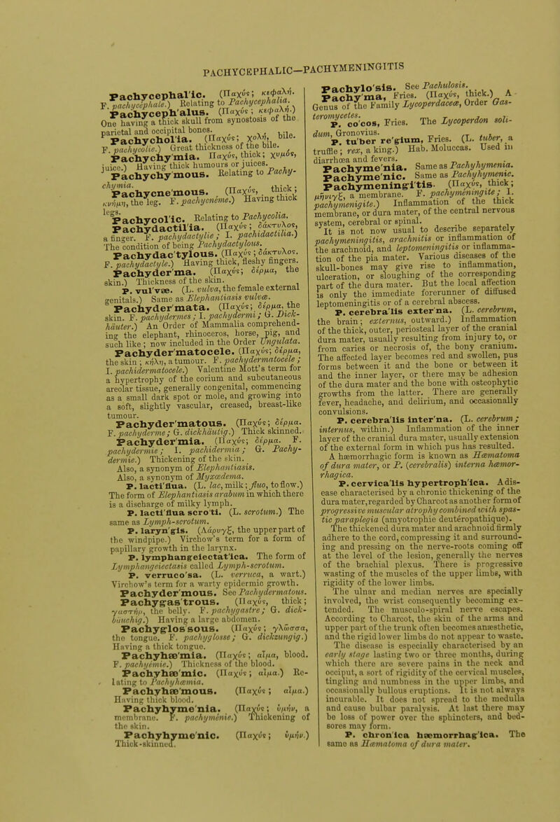 PACHYCEPHALIC—PACHYMENINGITIS pachycephal'ic. (n«Xu9; Y palhycfphale.) Relating tc> Pachycephalia Pachvceph'alus. OW*; «t>«x'>;> One having a thick skull from synostosis of the parietal and occipital bones. Pachycholia. (riaXUS; x°*''? bll°- F. p*L/^.) Great thickness of the bile. Pachychymia. n«x.5s, thick; x^°*> iuice ) Having thick humours or juices. J Pacbychy mous. Relating to Pachy ^p'achycne'mous. (Hav**,. thick; KJ™h££r F.pachycneme.) Havmg thick U'P achy colic. Relating to Pachycolia. Pachydactil'ia. . (n«x^; a fin~r F. pachydactylie ; I. pachidactiha.) The condition of being Pachydactylous.^ Pachydac'tylous. (n«x^; ooktwXos. F.pachyd'ctyle.) Having thick, fleshy fingers. Pachy derma. (n«Fi ^P/1- the skin.) Thickness of the skin. P. vul'vse. (L. vulva, the female external o-enital* ) Same as Elephantiasis vulva. ° Fachyder mata. (naX<5«;. Sippa, the skin. F. pachydermes ; I. paehydermi; G. XH<*- hciuter.) An Order of Mammalia comprehend- in the elephant, rhinoceros, horse, pig, and such like ; now included in the Order Ungulata. Pachydermatocele. (naXus; Stppa, the skin ; kijXtj, a tumour. F. pachydermatocele ; I. pachidermatocele.) Valentine Mott's term for a hypertrophy of the coriuni and subcutaneous areolar tissue, generally congenital, commencing as a small dark spot or mole, and growing into a soft, slightly vascular, creased, breast-like tumour. Pachyder matous. (lTaXus; Stppa. F. pachyderme; G. dickhdulig.) Thick skinned. Pachydermia. (n«Xus; Slppa. F. pachydermie ; I. pachidermia; G. Pachy - dermie.) Thickening of the skin. Also, a synonym of Elephantiasis. Also, a synonym of Myxedema. P. lacti'flua. (L. lac, milk; fluo, to flow.) The form of Elephantiasis arabum in which there is a discharge of milky lymph. P. lacti'flua scro ti. (L. scrotum.) The same as Lymph-scrotum. P. laryn'gls. (A«puy£, the upper part of the windpipe.) Virchow's term for a form of papillary growth in the larynx. P. lympnangelectat'lca. The form of Lymphatigeiectasis called Lymph-scrotum. P. verruco'sa. (L. verruca, a wart.) Virchow's term for a warty epidermic growth. Pachyder'moUS. See Pachydermatous, Pachy g-as'trous. (H«X«s, thick; yuoTTifi, the belly. F. pachygaslre; G. dick- buuehig.) Having a large abdomen. PachyglOS'SOUS. (naXus; yXwoya, the tongue. F. pachyglosse; G. dickzungig.) Having a thick tongue. Pachyhee'mia. (n«Xu«; alpa, blood F. pachyemie.) Thickness of the blood. Pachyhao'mic. (n<iXus; alpa.) Re- lating to Pachyhccmia. Pachyhee'mous. (naXut; alpa.) Having thick blood. Pachyhyme nia. (Haxvs; membrane. F. pachymenxe.) the skin. Pachyhyme'nic. (naXu's; Thick-skinned. , v/ivv, a Thickening of ip-vv.) Varhvlo'siS. See Pachulosis. Pachy'ma, Fries. (n«xfr, thick.) A- Genus of the Family Lycoperdacea, Order Gas- tcromycetes.^ ^ Lymperdm „„. to^rt°uW-re'Si«m, Fries. (L. tuber,* truffle ; rex, a king.) Hab. Moluccas. Used 111 diarrhoea and fevers. Pachyme'nia. Same as Pachyhymema. Pachvme nic. Same as Pachyhymemc. Pachymeningitis. (naXys, thick; avvtyf, a membrane. F. pachytnemngite; 1. pachymenigite.) Inflammation of the thick memhrane, or dura mater, of the central nervous system, cerebral or spinal. It is not now usual to describe separately pachymeningitis, arachnitis or inflammation of the arachnoid, and leptomeningitis or inflamma- tion of the pia mater. Various diseases of the skull-bones may give rise to inflammation, ulceration, or sloughing of the corresponding part of the dura mater. But the local affection is only the immediate forerunner of diffused leptomeningitis or of a cerebral abscess. P. cerehra'lis exter na. (L. cerebrum, the brain; externus, outward.) Inflammation of the thick, outer, periosteal layer of the cranial dura mater, usually resulting from injury to, or from caries or necrosis of, the bony cranium. The affected layer becomes red and swollen, pus forms between it and the bone or between it and the inner layer, or there may be adhesion of the dura mater and the bone with osteophytic growths from the latter. There are generally fever, headache, and delirium, and occasionally convulsions. P. cerebra'lis inter'na. (L. cerebrum; internus, within.) Inflammation of the inner layer of the cranial dura mater, usually extension of the external form in which pus has resulted. A hemorrhagic form is known as Hematoma of dura mater, or P. {cerebralis) interna hemor- rhagica. P. cervica'lls hypertropn'ica. Adis- ease characterised by a chronic thickening of the dura mater,regarded by Charcotas another form of progressive muscular atrophy combined with spas- tic paraplegia (amyotrophic deuteropathique). The thickened dura mater and arachnoid firmly adhere to the cord, compressing it and surround- ing and pressing on the nerve-roots coming off at the level of the lesion, generally the nerves of the brachial plexus. There is progressive wasting of the muscles of the upper limbs, with rigidity of the lower limbs. The ulnar and median nerves are specially involved, the wrist consequently becoming ex- tended. The musculo-spiral nerve escapes. According to Charcot, the skin of the arms and upper part of the trunk often becomes anaesthetic, and the rigid lower limbs do not appear to waste. The disease is especially characterised byan early stage lasting two or three months, during which there are severe pains in the neck and occiput, a sort of rigidity of the cervical muscles, tingling and numbness in the upper limbs, and occasionally bullous eruptions. It is not always incurable. It does not spread to the medulla and cause bulbar paralysis. At last there may be loss of power over the sphincters, and bed- sores may form. P. chronica hemorrhagica. The samo as Lftematoma of dura mater.