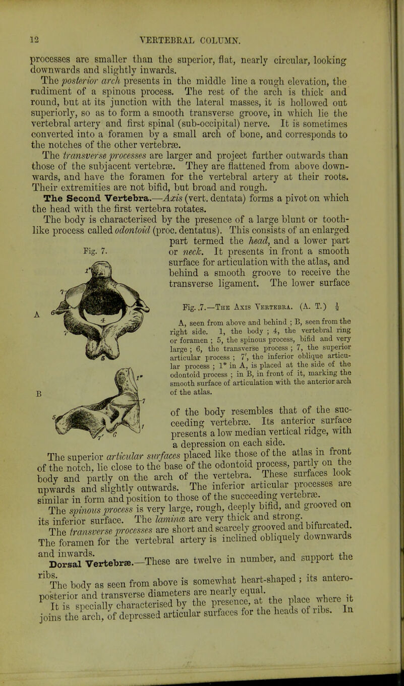 processes are smaller than the superior, flat, nearly circular, looking downwards and slightly inwards. The posterior arch presents in the middle line a rough elevation, the rudiment of a spinous process. The rest of the arch is thick and round, but at its junction with the lateral masses, it is hollowed out superiorly, so as to form a smooth transverse groove, in which lie the vertebral artery and first spinal (sub-occipital) nerve. It is sometimes converted into a foramen by a small arch of bone, and corresponds to the notches of the other vertebrae. The transverse processes are larger and project farther outwards than those of the subjacent vertebras. They are flattened from above down- wards, and have the foramen for the vertebral artery at their roots. Their extremities are not bifid, but broad and rough. The Second Vertebra.—Axis (vert, dentata) forms a pivot on which the head with the first vertebra rotates. The body is characterised by the presence of a large blunt or tooth- like process called odontoid (proc. dentatus). This consists of an enlarged part termed the head, and a lower part Fig. 7. or necJc. It presents in front a smooth surface for articulation with the atlas, and behind a smooth groove to receive the The lower surface B transverse ligament. Fig. .7.—The Axis Vertebra. (A. T.) A, seen from above and behind ; B, seen from the right side. 1, the body ; 4, the vertebral ring or foramen ; 5, the spinous process, bifid and very large ; 6, the transverse process ; 7, the superior articular process ; 7', the inferior oblique articu- lar process ; 1* in A, is placed at the side of the odontoid process ; in B, in front of it, marking the smooth surface of articulation with the anterior arch of the atlas. of the body resembles that of the suc- ceeding vertebras. Its anterior surface presents a low median vertical ridge, with a depression on each side. The superior articular surfaces placed like those of the atlas in front of the notch, lie close to the base of the odontoid process, partly on the body and partly on the arch of the vertebra. These surfaces look upwards and slightly outwards. The inferior articular processes are similar in form and position to those of the succeeding vertebras. The spinous process is very large, rough, deeply bifid, and grooved on its inferior surface. The lamina are very thick and strong. The transverse processes are short and scarcely grooved and bifurcated. The foimen for the vertebral artery is inclined obliquely downwards ^DorJal Vertehr*.-These are twelve in number, and support the ^The body as seen from above is somewhat heart-shaped ; its antero- posterior and transverse diameters are nearly cqua. P It is specially characterised by the P™en<*, at Jthe place where it joins the arch, of depressed articular surfaces for the heads ot libs, in