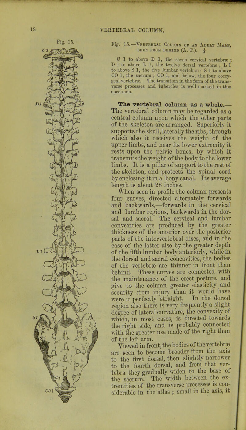 Fig. 15.—Vertebral Column of an Adult Male, SEEN FROM BEHIND (A. T.). { C 1 to above D 1, the seven cervical vertebras ; D 1 to above L 1, the twelve dorsal vertebrae ; L 1 to above S 1, the five lumbar vertebrae ; S 1 to above CO I, the sacrum ; CO 1, and below, the four coccy- geal vertebrae. The transition in the form of the trans- verse processes and tubercles is well marked in this specimen. The vertebral column as a whole.— The vertebral column may be regarded as a central column upon which the other parts of the skeleton are arranged. Superiorly it supports the skull, laterally the ribs, through ■which also it receives the weight of the upper limbs, and near its lower extremity it rests upon the pelvic bones, by which it transmits the weight of the body to the lower limbs. It is a pillar of support to the rest of the skeleton, and protects the spinal cord by enclosing it in a bony canal. Its average length is about 28 inches. When seen in profile the column presents four curves, directed alternately forwards and backwards,—forwards in the cervical and lumbar regions, backwards in the dor- sal and sacral. The cervical and lumbar convexities are produced by the greater thickness of the anterior over the posterior parts of the intervertebral discs, and in the case of the latter also by the greater depth of the fifth lumbar body anteriorly, while in the dorsal and sacral concavities, the bodies of the vertebras are thinner in front than behind. These curves are connected with the maintenance of the erect posture, and give to the column greater elasticity and security from injury than it would have were it perfectly straight. In the dorsal region also there is very frequently a slight degree of lateral curvature, the convexity of which, in most cases, is directed towards the right side, and is probably connected with the greater use made of the right than of the left arm. Viewed in front, the bodies of the vertebras are seen to become broader from the axis to the first dorsal, then slightly narrower to the fourth dorsal, and from that ver- tebra they gradually widen to the base of the sacrum. The width between the ex- tremities of the transverse processes is con- siderable in the atlas ; small in the axis, it