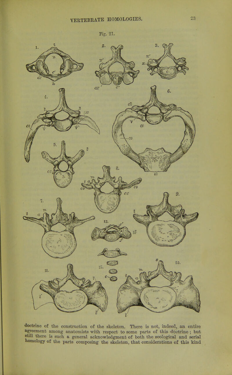 VERTEBRATE HOMOLOGIES. Fig. 21. doctrine of the construction of the skeleton. There is not, indeed, an entire agreement among anatomists with respect to some parts of this doctrine ; but still there is such a general acknowledgment of both the zoological and serial homology of the parts composing the skeleton, that considerations of this kind