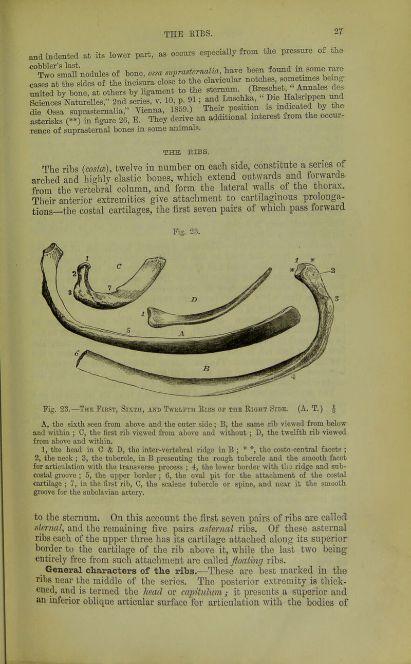 THE RIBS. and indented at its lower part, as occurs especially from the pressure of the S^Sf nodules of bone, ossa suprasternal, have been found in som<. rare J» at the sides of the incisura close to the clavicular ^^^J^^^Jf^ united bv bone at others by ligament to the sternum. (Breschet Annales des Snces NaWles, 2nd serief, v. 10, p. 91; and Luschka, << Die Happen und die Ossa suprasternal, Vienna, 1859.) Their position is mdicatod by the asterisks (**) in figure 26, E. They derive an additional interest from the occur- rence of suprasternal bones in some animals. THE RIBS. The ribs (costce), twelve in Dumber on each side, constitute a series of arched and highly elastic bones, which extend outwards and forwards from the vertebral column, and form the lateral walls of the thorax. Their anterior extremities give attachment to cartilaginous prolonga- tions—the costal cartilages, the first seven pairs of which pass forward Pig. 23.—The First, Sixth, and Twelfth Ribs of the Right Side. (A. T.) £ A, the sixth seen from above and the outer side ; B, the same rib viewed from below and within ; C, the first rib viewed from above and without ; D, the twelfth rib viewed from above and within. 1, the head in C & D, the inter-vertebral ridge in B ; * *, the costo-central facets ; 2, the neck ; 3, the tubercle, in B presenting the rough tubercle and the smooth facet for articulation with the transverse process ; 4, the lower border with tlij ridge and sub- costal groove ; 5, the upper border ; 6, the oval pit for the attachment of the costal cartilage ; 7, in the first rib, C, the scalene tubercle or spine, and near it the smooth groove for the subclavian artery. to the sternum. On this account the first seven pairs of ribs are called sternal, and the remaining five pairs asternal ribs. Of these asternal ribs each of the upper three has its cartilage attached along its superior border to the cartilage of the rib above it, while the last two being entirely free from such attachment are called floating ribs. General characters of the ribs.—These are best marked in the Tibs near the middle of the series. The posterior extremity is thick- ened, and is termed the head or capitulum; it presents a superior and an inferior oblique articular surface for articulation with the bodies of