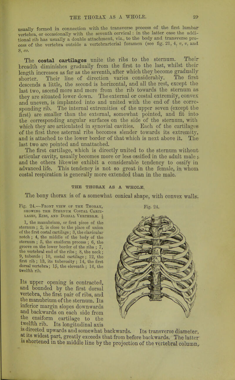 THE THORAX AS A WHOLE. usually formed in connection with the transverse process of the first lumbar vertebra, or occasionally with the seventh cervical: in the latter case the addi- tional rib has usually a double attachment, viz., to the body and transverse pro- cess of the vertebra outside a vertebrarterial foramen (see fig. 21, 4, v, v, and 8, co. The costal cartilages unite the ribs to the sternum. Their breadth diminishes gradually from the first to the last, whilst their length increases as far as the seventh, after which they become gradually shorter. Their line of direction varies considerably. The first descends a little, the second is horizontal, and all the rest, except the last two, ascend more and more from the rib towards the sternum as they are situated lower down. The external or costal extremity, convex and uneven, is implanted into and united with the end of the corre- sponding rib. The internal extremities of the upper seven (except the first) are smaller than the external, somewhat pointed, and fit into the corresponding angular surfaces on the side of the sternum, with which they are articulated in synovial cavities. Each of the cartilages of the first three asternal ribs becomes slender towards its extremity, and is attached to the lower border of that which is next above it. The last two are pointed and unattached. The first cartilage, which is directly united to the sternum without articular cavity, usually becomes more or less ossified in the adult male -r and the others likewise exhibit a considerable tendency to ossify in advanced life. This tendency is not so great in the female, in whom costal respiration is generally more extended than in the male. THE THORAX AS A WHOLE. The bony thorax is of a somewhat conical shape, with convex walls. Fig. 24.—Front view of the Thorax, Fig. 24. SHOWING THE STERNUM COSTAL CARTI- LAGES, Ribs, and Dorsal Vertebra, i 1, the manubrium, or first piece of the sternum ; 2, is close to the place of union of the first costal cartilage; 3, the clavicular notch ; 4, the middle of the body of the sternum ; 5, the ensiform process ; 6, the groove on the lower border of the ribs ; 7, the vertebral end of the ribs ; 8, the neck; 9, tubercle ; 10, costal cartilage; 12, the first rib ; 13, its tuberosity ; 14, the first dorsal vertebra; 15, the eleventh ; 16, the twelfth rib. Its upper opening is contracted, and bounded by the first dorsal vertebra, the first pair of ribs, and the manubrium of the sternum. Its inferior margin slopes downwards and backwards on each side from the ensiform cartilage to the twelfth rib. Its longitudinal axis is directed upwards and somewhat backwards. Its transverse diameter, at its widest part, greatly exceeds that from before backwards. The latter is shortened in the middle line by the projection of the vertebral column,.