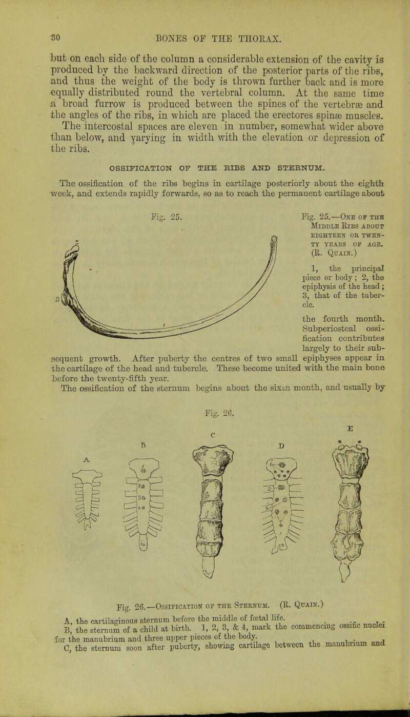 but on each side of the column a considerable extension of the cavity is produced by the backward direction of the posterior parts of the ribs, a,nd thus the weight of the body is thrown further back and is more equally distributed round the vertebral column. At the same time a broad furrow is produced between the spines of the vertebrae and the angles of the ribs, in which are placed the erectores spinaj muscles. The intercostal spaces are eleven in number, somewhat wider above than below, and varying in width with the elevation or depression of the ribs. OSSIFICATION OF THE RIBS AND STERNUM. The ossification of the ribs begins in cartilage posteriorly about the eighth week, and extends rapidly forwards, so as to reach the permanent cartilage about Fig. 25. Fig. 25.—One of the Middle Ribs about eighteen or twen- ty years op age. (R. Quain.) 1, the principal piece or body ; 2, the epiphysis of the head; 3, that of the tuber- cle. the fourth month. Subperiosteal ossi- fication contributes largely to their sub- sequent growth. After puberty the centres of two small epiphyses appear in the cartilage of the head and tubercle. These become united with the main bone before the twenty-fifth year. The ossification of the stemuni begins about the six on month, and usually by Fig. 26.—Ossification op the Sternum. (R. Quain.) A, the cartilaginous sternum before the middle of foetal life. B, the sternum of a child at birth. 1, 2, 3, & 4, mark the commencmg ossific nuclei for the manubrium and three upper pieces of the body C, the sternum soon after puberty, showing cartilage between the manubrium and