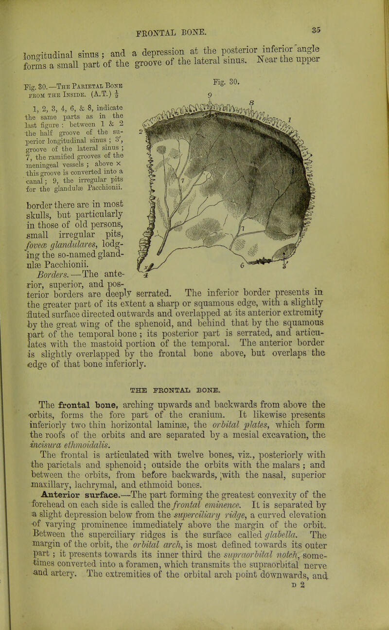 fcvnirifiifliTial sinus - and a depression at the posterior inferior'angle JSEgSfSSl™ A groove of the lateral sinus. Near the upper Fig. 30. Fig. 30.—The Parietal Bone from the Inside. (A.T.) ^ 1, 2, 3, 4, 6, & 8, indicate the same parts as in the last figure : between 1 & 2 the half groove of _ the su- perior longitudinal sinus ; 3, groove of the lateral sinus ; 7, the ramified grooves of the meningeal vessels ; above x this groove is converted into a canal; 9, the irregular pits for the glandulse Pacchionii. border there are in most skulls, but particularly in those of old persons, small irregular pits, fovea glandulares, lodg- ing the so-named gland- ulae Pacchionii. Borders.—The ante- rior, superior, and pos- terior borders are deeply serrated. The inferior border presents in the greater part of its extent a sharp or squamous edge, with a slightly fluted surface directed outwards and overlapped at its anterior extremity by the great wing of the sphenoid, and behind that by the squamous part of the temporal bone; its posterior part is serrated, and articu- lates with the mastoid portion of the temporal. The anterior border ■is slightly overlapped by the frontal bone above, but overlaps the edge of that bone inferioiiy. THE FRONTAL BONE. The frontal bone, arching upwards and backwards from above the orbits, forms the fore part of the cranium. It likewise presents inferiorly two thin horizontal laminse, the orbital plates, which form the roofs of the orbits and are separated by a mesial excavation, the incisura ethmoidulis. The frontal is articulated with twelve bones, viz., posteriorly with the parietals and sphenoid; outside the orbits with the malars ; and between the orbits, from before backwards, ,with the nasal, superior maxillary, lachrymal, and ethmoid bones. Anterior surface.—The part forming the greatest convexity of the forehead on each side is called the frontal eminence. It is separated by a slight depression below from the superciliary ridge, a curved elevation of varying prominence immediately above the margin of the orbit. Between the superciliary ridges is the surface called glabella. The margin of the orbit, the orbital arch, is most defined towards its outer part ; it presents towards its inner third the supraorbital notch, some- times converted into a foramen, which transmits the supraorbital nerve and artery. The extremities of the orbital arch point downwards, and d 2