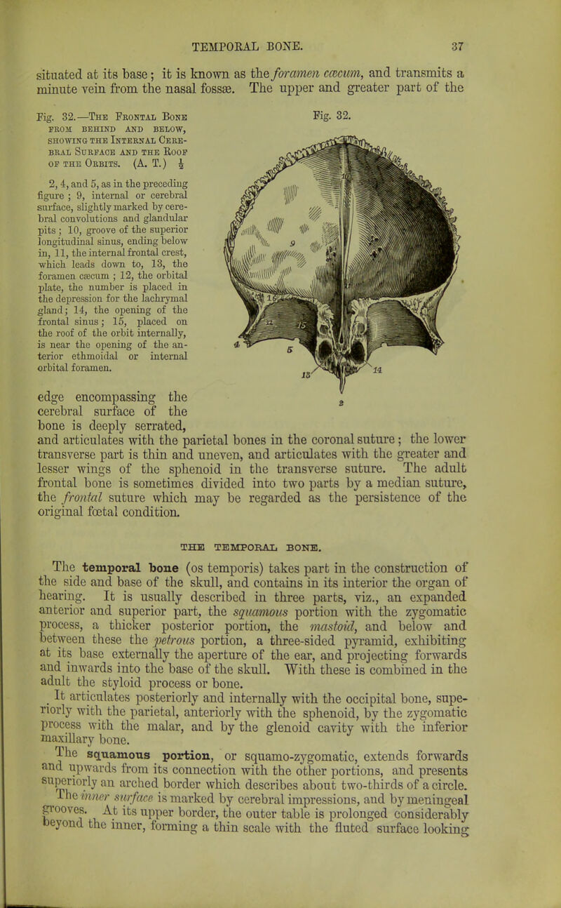 situated at its base; it is known as the foramen ccccum, and transmits a minute vein from the nasal fossae. The upper and greater part of the Fig. 32.—The Frontal Bone FROM BEHIND AND BELOW, SHOWING THE INTERNAL CERE- BRAL Surface and the Roof of the Orbits. (A. T.) Fig. 32. 2,4, and 5, as in the preceding figure ; 9, internal or cerebral surface, slightly marked by cere- bral convolutions and glandular pits ; 10, groove of the superior longitudinal sinus, ending below in, 11, the internal frontal crest, which leads down to, 13, the foramen cascum ; 12, the orbital plate, the number is placed in the depression for the lachrymal gland; 14, the opening of the frontal sinus; 15, placed on the roof of the orbit internally, is near the opening of the an- terior ethmoidal or internal orbital foramen. edge encompassing the cerebral surface of the bone is deeply serrated, and articulates with the parietal bones in the coronal suture; the lower transverse part is thin and uneven, and articulates with the greater and lesser wings of the sphenoid in the transverse suture. The adult frontal bone is sometimes divided into two parts by a median suture, the frontal suture which may be regarded as the persistence of the original foetal condition. THE TEMPORAL BONE. The temporal bone (os temporis) takes part in the construction of the side and base of the skull, and contains in its interior the organ of hearing. It is usually described in three parts, viz., an expanded anterior and superior part, the squamous portion with the zygomatic process, a thicker posterior portion, the mastoid, and below and between these the petrous portion, a three-sided pyramid, exhibiting at its base externally the aperture of the ear, and projecting forwards and inwards into the base of the skull. With these is combined in the adult the styloid process or bone. . It articulates posteriorly and internally with the occipital bone, supe- riorly with the parietal, anteriorly with the sphenoid, by the zygomatic process with the malar, and by the glenoid cavity with the inferior maxillary bone. The squamous portion, or squamo-zygomatic, extends forwards and upwards from its connection with the other portions, and presents superiorly an arched border which describes about two-thirds of a circle. She'inner surface is marked by cerebral impressions, and by meningeal grooves. At its upper border, the outer table is prolonged considerably fceyond the inner, forming a thin scale with the fluted surface looking
