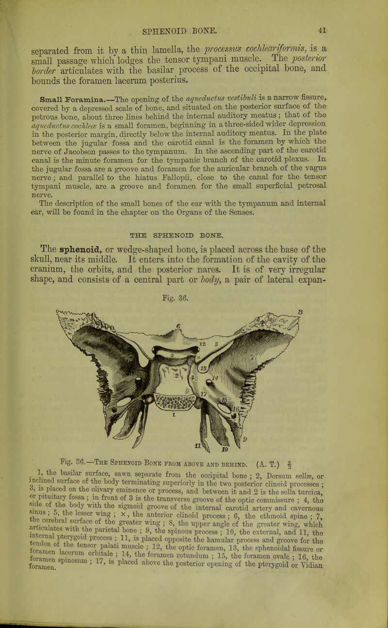 separated from it by a thin lamella, the processus cochleariformis, is a small passage which lodges the tensor tympani muscle. # The posterior border articulates with the basilar process of the occipital bone, and bounds the foramen lacerum posterius. Small Foramina.—The opening of the aqueclvctus vestibuli is a narrow fissure, covered by a depressed scale of bone, and situated on the posterior surface of the petrous bone, about three lines behind the internal auditory meatus ; that of the aqualuctw cochlea is a small foramen, beginning in a three-sided wider depression in the posterior margin, directly below the internal auditory meatus. In the plate between the jugular fossa and the carotid canal is the foramen by which the nerve of Jacobson passes to the tympanum. In the ascending part of the carotid canal is the minute foramen for the tympanic branch of the carotid plexus. In the jugular fossa are a groove and foramen for the auricular branch of the vagus nerve ; and parallel to the hiatus Fallopii, close to the canal for the tensor tympani muscle, are a groove and foramen for the small superficial petrosal nerve. The description of the small bones of the ear with the tympanum and internal ear, will be found in the chapter on the Organs of the Senses. THE SPHENOID BONE. The sphenoid, or wedge-shaped bone, is placed across the base of the skull, near its middle. It enters into the formation of the cavity of the cranium, the orbits, and the posterior nares. It is of very irregular shape, and consists of a central part or body, a pair of lateral expan- Fig. 36. Fig. 36.—The Sphenoid Bone prom above and behind. (A. T.) § _ 1, the basilar surface, sawn separate from the occipital bone ; 2, Dorsum sella, or inclined surface of the body terminating superiorly in the two posterior clinoid processes ; 6, is placed on the olivary eminence or process, and between it and 2 is the sella turcica, or pituitary fossa ; in front of 3 is the transverse groove of the optic commissure ; 4, the bide of the body with the sigmoid groove of the internal carotid artery and cavernous sinus ; 5, the lesser wing : x , the anterior clinoid process J 6, the ethmoid spine : 7. the cerebral surface of the greater wing ; 8, the upper angle of the greater wing, which articulates with the parietal bone ; 9, the spinous process ■ 10, the external, and 11, the internal pterygoid process ; 11, is placed opposite the hamular process and groove for the Samen latir!!5! f^t '>< 12' the 0ptic foramen' 13> the sphenoidal Assure or ZZZ I * bVtal-e 5 J4' the foramen rotundum ; 15, the foramen ovale : 16, the foramen '' ?'  ^ ab°VG the P°sterior openinS of the pterygoid or Vidian