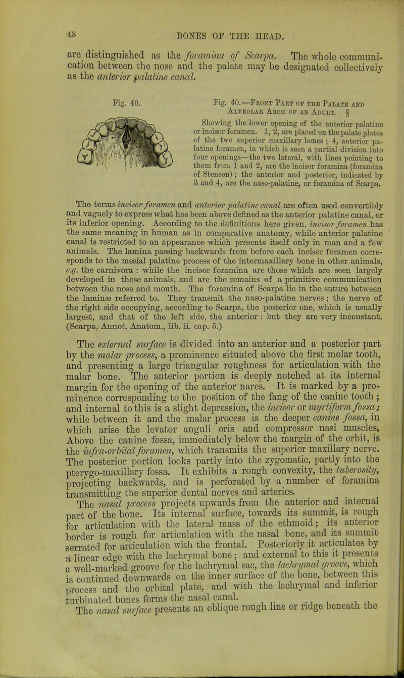 are distinguished as the foramina of Scarpa. The whole communi- cation between the nose and the palate may be designated collectively as the anterior palatine canal. Fig. 40. Fig. 40.—Front Part of the Palate and Alveolar Arch of an Adult. § Showing the lower opening of the anterior palatine or incisor foramen. 1, 2, are placed on the palate plates of the two superior maxillary bones ; 4, anterior pa- latine foramen, in whicli is seen a partial division into four openings—the two lateral, with lines pointing to them from 1 and 2, are the incisor foramina (foramina of Stenson); the anterior and posterior, indicated by 3 and 4, are the naso-palatine, or foramina of Scarpa. The terms incisor foramen and anterior palatine canal are often used convertibly and vaguely to express what has been above defined as the anterior palatine canal, or its inferior opening. According to the definitions here given, incisor foramen has the same meaning in human as in comparative anatomy, while anterior palatine canal is restricted to an appearance which presents itself only in man and a few animals. The lamina passing backwards from before each incisor foramen corre- sponds to the mesial palatine process of the intermaxillary bone in other animals, e.g. the camivora : while the incisor foramina are those which are seen largely developed in those animals, and are the remains of a primitive communication between the nose and mouth. The foramina of Scarpa lie in the suture between the laminae referred to. They transmit the naso-palatine nerves ; the nerve of the right side occupying, according to Scarpa, the posterior one, which is usually largest, and that of the left side, the anterior : but they are veiy inconstant. (Scarpa, Annot. Anatom., lib. ii. cap. 5.) The external surface is divided into an anterior and a posterior part by the malar process, a prominence situated above the first molar tooth, and presenting a large triangular roughness for articulation with the malar bone. The anterior portion is deeply notched at its internal margin for the opening of the anterior nares. It is marked by a pro- minence corresponding to the position of the fang of the canine tooth ; and internal to this is a slight depression, the incisor or myrtiform fossa ; while between it and the malar process is the deeper canine fossa, in which arise the levator anguli oris and compressor nasi muscles, Above the canine fossa, immediately below the margin of the orbit, is the infra-orbital foramen, which transmits the superior maxillary nerve. The posterior portion looks partly into the zygomatic, partly into the pterygo-maxillary fossa. It exhibits a rough convexity, the tuberosity, projecting backwards, and is perforated by a number of foramina transmitting the superior dental nerves and arteries. The nasal process projects upwards from the anterior and internal part of the bone. Its internal surface, towards its summit, is rough for articulation with the lateral mass of the ethmoid; its anterior border is rough for articulation with the nasal bone, and its summit serrated for articulation with the frontal. Posteriorly it articulates by a linear ed°-e with the lachrymal bone; and external to this it presents a well-marked o-roove for the lachrymal sac, the lachrymal groove, which is continued downwards on the inner surface of the bone, between this process and the orbital plate, and with the lachrymal and inferior turbinated bones forms the nasal canal. The nasal surface presents an oblique rough line or ridge beneath the
