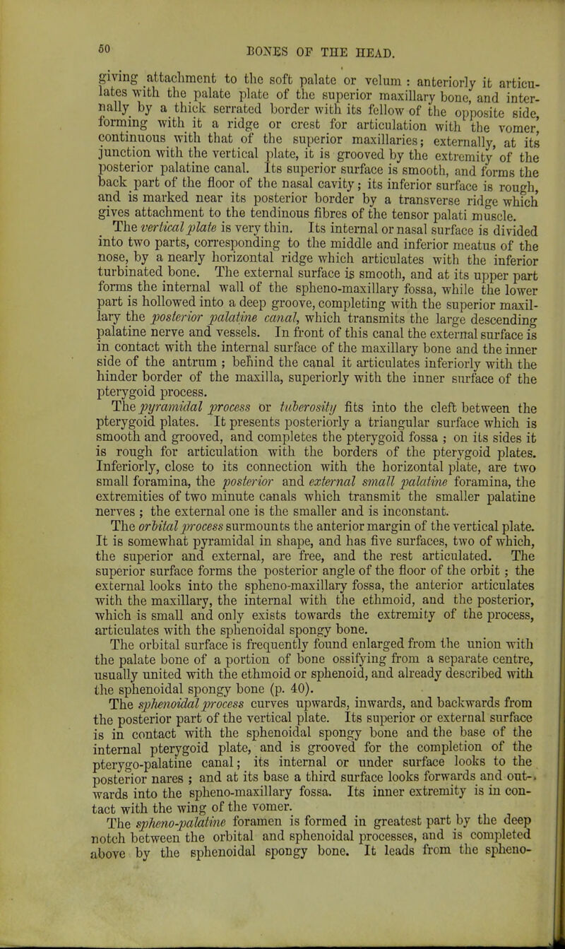 giving attachment to the soft palate or velum : anteriorly it articu- lates with the palate plate of the superior maxillary bone, and inter- nally by a thick serrated border with its fellow of the opposite side forming with it a ridge or crest for articulation with the vomer' continuous with that of the superior maxillaries; externally, at its junction with the vertical plate, it is grooved by the extremity' of the posterior palatine canal. Its superior surface is smooth, and forms the back part of the floor of the nasal cavity; its inferior surface is rough, and is marked near its posterior border by a transverse ridge which gives attachment to the tendinous fibres of the tensor palati muscle. The vertical plate is very thin. Its internal or nasal surface is divided into two parts, corresponding to the middle and inferior meatus of the nose, by a nearly horizontal ridge which articulates with the inferior turbinated bone. The external surface is smooth, and at its upper part forms the internal wall of the spheno-maxillary fossa, while the lower part is hollowed into a deep groove, completing with the superior maxil- lary the posterior palatine canal, which transmits the large descending palatine nerve and vessels. In front of this canal the external surface is in contact with the internal surface of the maxillary bone and the inner side of the antrum ; behind the canal it articulates inferiorly with the hinder border of the maxilla, superiorly with the inner surface of the pterygoid process. The pyramidal process or tuberosity fits into the cleft between the pterygoid plates. It presents posteriorly a triangular surface which is smooth and grooved, and completes the pterygoid fossa on its sides it is rough for articulation with the borders of the pterygoid plates. Inferiorly, close to its connection with the horizontal plate, are two small foramina, the posterior and external small palatine foramina, the extremities of two minute canals which transmit the smaller palatine nerves ; the external one is the smaller and is inconstant. The orbitalp-ocess surmounts the anterior margin of the vertical plate. It is somewhat pyramidal in shape, and has five surfaces, two of which, the superior and external, are free, and the rest articulated. The superior surface forms the posterior angle of the floor of the orbit; the external looks into the spheno-maxillary fossa, the anterior articulates with the maxillary, the internal with the ethmoid, and the posterior, which is small and only exists towards the extremity of the process, articulates with the sphenoidal spongy bone. The orbital surface is frequently found enlarged from the union with the palate bone of a portion of bone ossifying from a separate centre, usually united with the ethmoid or sphenoid, and already described with the sphenoidal spongy bone (p. 40). The sphenoidal process curves upwards, inwards, and backwards from the posterior part of the vertical plate. Its superior or external surface is in contact with the sphenoidal spongy bone and the base of the internal pterygoid plate, and is grooved for the completion of the pterygopalatine canal; its internal or under surface looks to the posterior nares ; and at its base a third surface looks forwards and out-, wards into the spheno-maxillary fossa. Its inner extremity is in con- tact with the wing of the vomer. The sphenopalatine foramen is formed in greatest part by the deep notch between the orbital and sphenoidal processes, and is completed above by the sphenoidal spongy bone. It leads from the spheno-