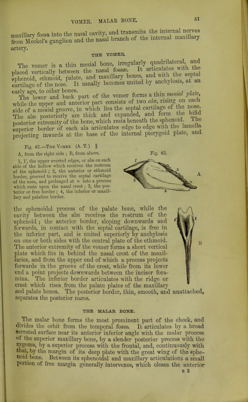 VOMER. MALAR BONE. Fig. 42. axillary fossa into the nasal cavity and ^^^^SS from Meckel's ganglion and the nasal branch of the internal maxillary artery. THE VOMER. The vomer is a thin mesial bone, irregularly quadrilateral and placed veTcal^ between the nasal foss* It sphenoid, ethmoid, palate, and maxillary bones and withthe septa^ cartilage of the nose. It usually becomes united by anchylosis, at an ^^he^oweVand baT part of the vomer forms a thin mesial PUU while the upper and anterior part consists of two aU, rising on eacn ridTof a nSSd groove, in which lies the septal cartilage of the nose The ake posteriorly are thick and expanded, and. foim the bina posterior extremity of the bone, which rests beneath the sphenoid. 1 he superior border of each ala articulates edge to edge with the lamella projectiDg inwards at the base of the internal pterygoid plate, and Fig. 42.—The Vomkr (A. T.) | A, from the right side ; B, from above. 1, 1', the upper everted edges, or alse on each side of the hollow which receives the rostrum of the sphenoid ; 2, the anterior or ethmoid border, grooved to receive the septal cartilage of the nose, and prolonged at x into a process which rests upon the nasal crest; 3, the pos- terior or free border ; 4, the inferior or maxil- lary and palatine border. the sphenoidal process of the palate bone, while the cavity between the ake receives the rostrum of the •sphenoid ; the anterior border, sloping downwards and forwards, in contact with the septal cartilage, is free in the inferior part, and is united superiorly by anchylosis on one or both sides with the central plate of the ethmoid. The anterior extremity of the vomer forms a short vertical plate which fits in behind the nasal crest of the maxil- •laries, and from the upper end of which a process projects forwards in the groove of the crest, while from its lower end a point projects downwards between the incisor fora- mina. The inferior border articulates with the ridge or crest which rises from the palate plates of the maxillary and palate bones. The posterior border, thin, smooth, and unattached, separates the posterior nares. THE MALAR BONE. The malar bone forms the most prominent part of the cheek, and divides the orbit from the temporal fossa. It articulates by a broad serrated surface near its anterior inferior angle with the malar process of the superior maxillary bone, by a slender posterior process with the zygoma, by a superior process with the frontal, and, continuously with that, by the margin of its deep plate with the great wing of the sphe- noid bone. Between its sphenoidal and maxillary articulations a small portion of free margin generally intervenes, which closes the anterior £ 2