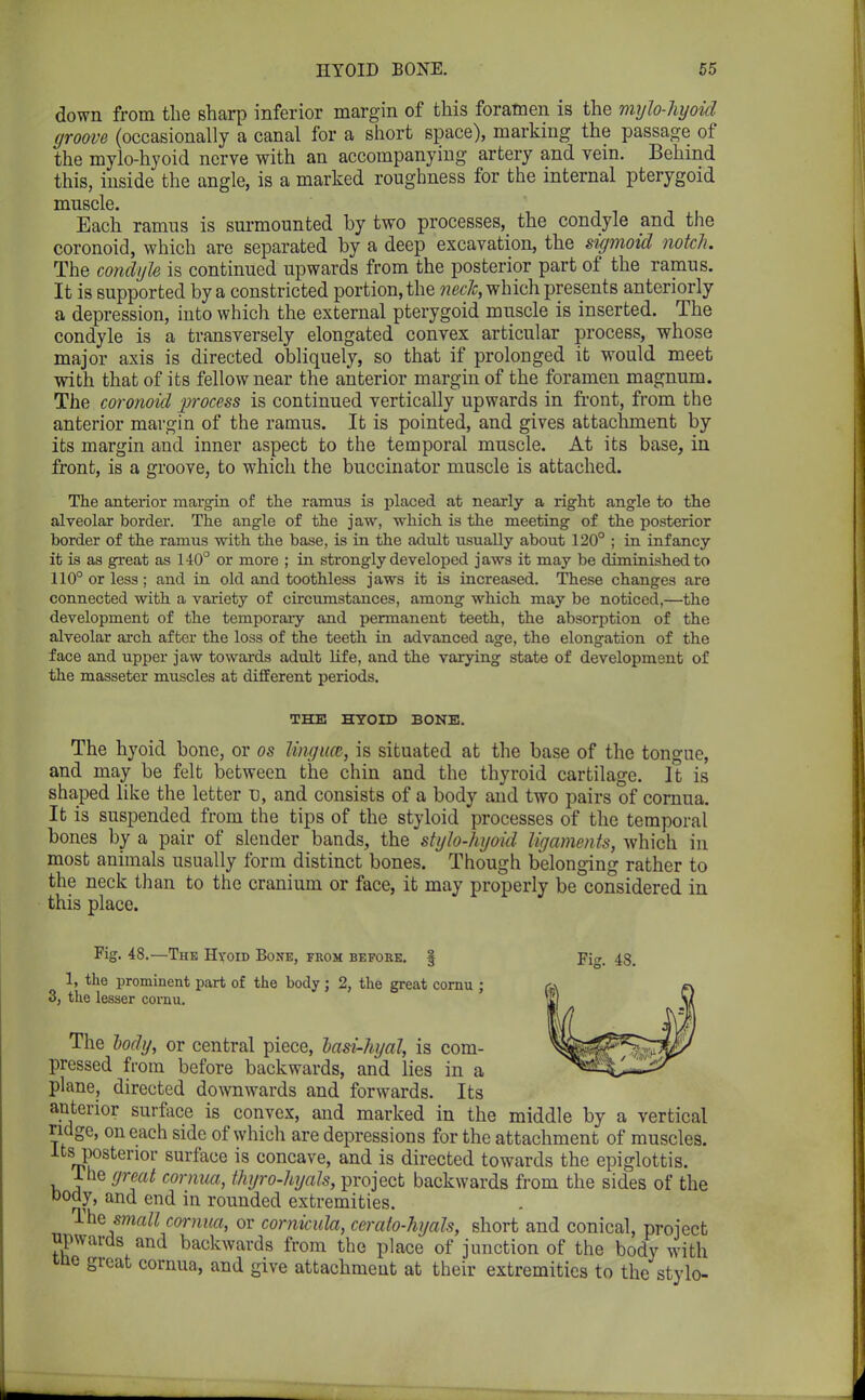 down from the sharp inferior margin of this foramen is the mylo-hyoicl groove (occasionally a canal for a short space), marking the passage of the mylo-hyoid nerve with an accompanying artery and vein. Behind this, inside the angle, is a marked roughness for the internal pterygoid mnscle. Each ramus is surmounted by two processes, the condyle and the coronoid, which are separated by a deep excavation, the sigmoid notch. The condyle is continued upwards from the posterior part of the ramus. It is supported by a constricted portion, the neclc, which presents anteriorly a depression, into which the external pterygoid muscle is inserted. The condyle is a transversely elongated convex articular process, whose major axis is directed obliquely, so that if prolonged it would meet with that of its fellow near the anterior margin of the foramen magnum. The coronoid process is continued vertically upwards in front, from the anterior margin of the ramus. It is pointed, and gives attachment by its margin and inner aspect to the temporal muscle. At its base, in front, is a groove, to which the buccinator muscle is attached. The anterior margin of the ramus is placed at nearly a right angle to the alveolar border. The angle of the jaw, which is the meeting of the posterior border of the ramus with the base, is in the adult usually about 120° ; in infancy it is as great as 140° or more ; in strongly developed jaws it may be diminished to 110° or less ; and in old and toothless jaws it is increased. These changes are connected with a variety of circumstances, among which may be noticed,—the development of the temporary and permanent teeth, the absorption of the alveolar arch after the loss of the teeth in advanced age, the elongation of the face and upper jaw towards adult life, and the varying state of development of the masseter muscles at different periods. THE HYOID BONE. The hyoid bone, or os lingua, is situated at the base of the tongue, and may be felt between the chin and the thyroid cartilage. It is shaped like the letter n, and consists of a body and two pairs of cornua. It is suspended from the tips of the styloid processes of the temporal bones by a pair of slender bands, the stylo-hyoid ligaments, which in most animals usually form distinct bones. Though belonging rather to the neck than to the cranium or face, it may properly be considered in this place. Fig. 48. Fig. 48.—The Hyoid Bone, from before. § 1, the prominent part of the body; 2, the great cornu ; 3, the lesser cornu. The lody, or central piece, lasi-hyal, is com- pressed from before backwards, and lies in a plane, directed downwards and forwards. Its anterior surface is convex, and marked in the middle by a vertical ridge, on each side of which are depressions for the attachment of muscles. Its posterior surface is concave, and is directed towards the epiglottis. Ihe great cornua, thyro-hyals, project backwards from the sides of the DOdy, and end in rounded extremities. Thesmall cornua, or comicula, cerato-hyals, short and conical, project upwards and backwards from the place of junction of the body with me great cornua, and give attachment at their extremities to the stylo-