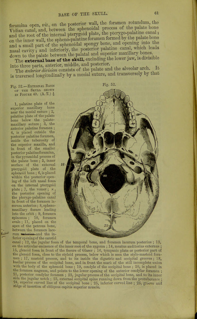 BASE OF THE SKULL. Gl foramina open, viz., on the posterior wall, the foramen rotnndum the VdSncaS and, between the sphenoidal process of the palate bone and ?he root of the internal pterygoid plate, the pteiwgo-palatme^ canal; 2 the inner wall, the sphenopalatine foramen formed by the palate bone and a small part of the sphenoidal spongy bone, and opening into the Tsal cavity? and inferiorly, the posterior palatine canal which leads doZ to the palate between the palatal and superior maxillary bones The eternal base of the skull, excluding the lower jaw, is divisible into three parts, anterior, middle, and posterior. The anterior division consists of the palate and the alveolar arch It is traversed longitudinally by a mesial suture, and transversely by that Fig. 52.—External Basis Fig. 52. op the Skull shown in Figure 49. (A.T.) A 1, palatine plate of the superior maxillary bone near the mesial suture ; 2, palatine plate of the palate bone below the palato- maxillary suture ; 3, the anterior palatine foramen ; 4, is placed outside the posterior palatine foramen, inside the tuberosity of the superior maxilla, and in front of the smaller posterior palatine foramina, in the pyramidal process of the palate bone ; 5, inner surface of the external pterygoid plate of the sphenoid bone ; 6, is placed within the posterior open- ing of the left nasal fossa on the internal pterygoid plate ; 7, the vomer ; x , the posterior opening of the pterygopalatine canal in front of the foramen la- ceram anterius; 8, spheno- maxillary fissure leading into the orbit ; 9, foramen spinosum ; 10, foramen ovale ; 11, placed on the apex of the petrous bone, between the foramen lace- ^ rum «atorku> -and the in- ferior opening of the carotid canal; 12, the jugular fossa of the temporal bone, and foramen lacerum posterius ; 13, on the articular eminence of the inner root of the zygoma ; 14, meatus auditorius externus ; 15, glenoid fossa in front of the fissure of Glaser ; 16, tympanic plate or posterior part of the glenoid fossa, close to the styloid process, below which is seen the stylo-mastoid fora- men ; 17, mastoid process, and to its inside the digastric and occipital grooves ; 18, basilar process of the occipital bone, and in front the mark of the still incomplete union the foramen magnum, and points to the lower opening of the anterior condylar foramen ; 21, posterior condylar foramen ; 22, jugular process of the occipital bone, and to its inner side the jugular notch ; 23, external occipital spine running down from the protuberance ; 24, superior curved line of the occipital bone ; 25, inferior curved line ; 26, groove and ridge of insertion of obliquus capitis superior muscle. 14^