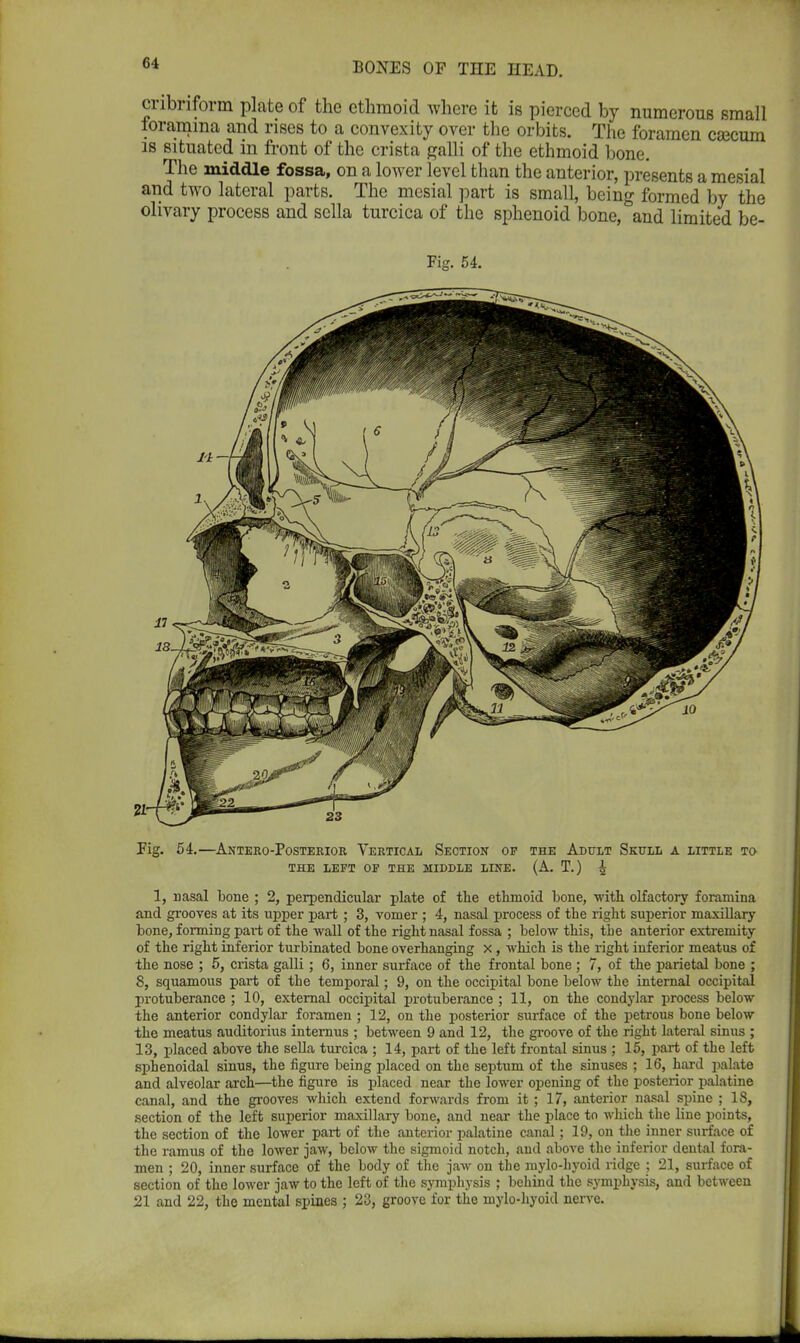 cribriform plate of the ethmoid where it is pierced by numerous small foramina and rises to a convexity over the orbits. The foramen csecum is situated in front of the crista galli of the ethmoid bone. The middle fossa, on a lower level than the anterior, presents a mesial and two lateral parts. The mesial part is small, being formed by the olivary process and sella turcica of the sphenoid bone, and limited be- Fig. 54. Fig. 54.—Antero-Posterior Vertical Section of the Adult Skull a little to THE LEFT OF THE MIDDLE LINE. (A. T.) ^ 1, nasal bone ; 2, perpendicular plate of the ethmoid bone, with, olfactory foramina and grooves at its upper part; 3, vomer ; 4, nasal process of the right superior maxillary bone, forming part of the wall of the right nasal fossa ; below this, the anterior extremity of the right inferior turbinated bone overhanging x, which is the right inferior meatus of the nose ; 5, crista galli; 6, inner surface of the frontal bone ; 7, of the parietal bone ; 8, squamous part of the temporal; 9, on the occipital bone below the internal occipital protuberance ; 10, external occipital protuberance ; 11, on the condylar process below the anterior condylar foramen ; 12, on the posterior surface of the petrous bone below the meatus auditorius internus ; between 9 and 12, the groove of the right lateral sinus ; 13, placed above the sella turcica ; 14, part of the left frontal sinus ; 15, part of the left sphenoidal sinus, the figure being placed on the septum of the sinuses ; 16, hard palate and alveolar arch—the figure is placed near the lower opening of the posterior palatine canal, and the grooves which extend forwards from it; 17, anterior nasal spine ; 18, section of the left superior maxillary bone, and near the place to which the line points, the section of the lower part of the anterior palatine canal; 19, on the inner surface of the ramus of the lower jaw, below the sigmoid notch, and above the inferior dental fora- men ; 20, inner surface of the body of the jaw on the mylo-hyoid ridge ; 21, surface of section of the lower jaw to the left of the symphysis ; behind the symphysis, and between 21 and 22, the mental spines ; 23, groove for the mylo-hyoid nerve.