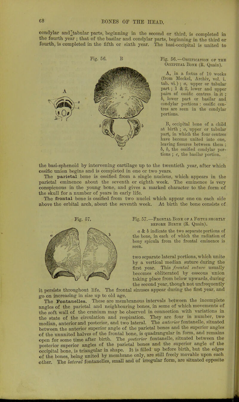 condylar and tabular parts, beginning in the second or third, is completed in the fourth year ; that of the basilar and condylar parts, beginning in the third or fourth, is completed in the fifth or sixth year. The basi-occipital is united to Fig. 56. B Fig. 56.—Ossification of the Occipital Bone (11. Quain). A, in a foetus of 10 weeks (from Meckel, Archiv, vol. i. tab. vi.) ; a, upper or tabular part; 1 & 2, lower and upper pairs of ossific centres in it ; b, lower part or basilar and condylar portions : ossific cen- tres are seen in the condylar portions. B, occipital bone of a child at birth ; a, upper or tabular part, in which the four centres have become united into one, leaving fissures between them ; b, b, the ossified condylar por- tions ; c, the basilar portion. the basi-sphenoid by intervening cartilage up to the twentieth year, after which ossific union begins and is completed in one or two years. The parietal bone is ossified from a single nucleus, which appears in the parietal eminence about the seventh or eighth week. The eminence is very conspicuous in the young bone, and gives a marked character to the form of the skull for a number of years in early life. The frontal bone is ossified from two nuclei which appear one on each side above the orbital arch, about the seventh week. At birth the bone consists of Fig. 57. Fig. 57.—Frontal Bone of a Fcetus shortly before Birth (R. Quain). ft & 6 indicate the two separate portions of the bone, in each of which the radiation of bony spicula from the frontal eminence is seen. two separate lateral portions, which unite by a vertical median suture during the first year. This frontal suture usually becomes obliterated by osseous union taking place from below upwards, during the second year, though not unfrequently it persists throughout life. The frontal sinuses appear during the first year, and go on increasing in size up to old age. The Fontanelles. These are membranous intervals between the incomplete angles of the parietal and neighbouring bones, in some of which movements of the soft wall of the cranium may be observed in connection with variations in the state of the circulation and respiration. They are four in number, two median, anterior and posterior, and two lateral. The anterior fontanelle, situated between the anterior superior angle of the parietal bones and the superior angles of the ununited halves of the frontal bone, is quadrangular in form, and remains open for some time after birth. The posterior fontanelle, situated between the posterior superior angles of the parietal bones and the superior angle of the occipital bone, is triangular in shape. It is filled up before birth, but the edges of the bones, being united by membrane only, are still freely movable upon each other. The lateral fontanelles, smaU and of irregular fonn, are situated opposite
