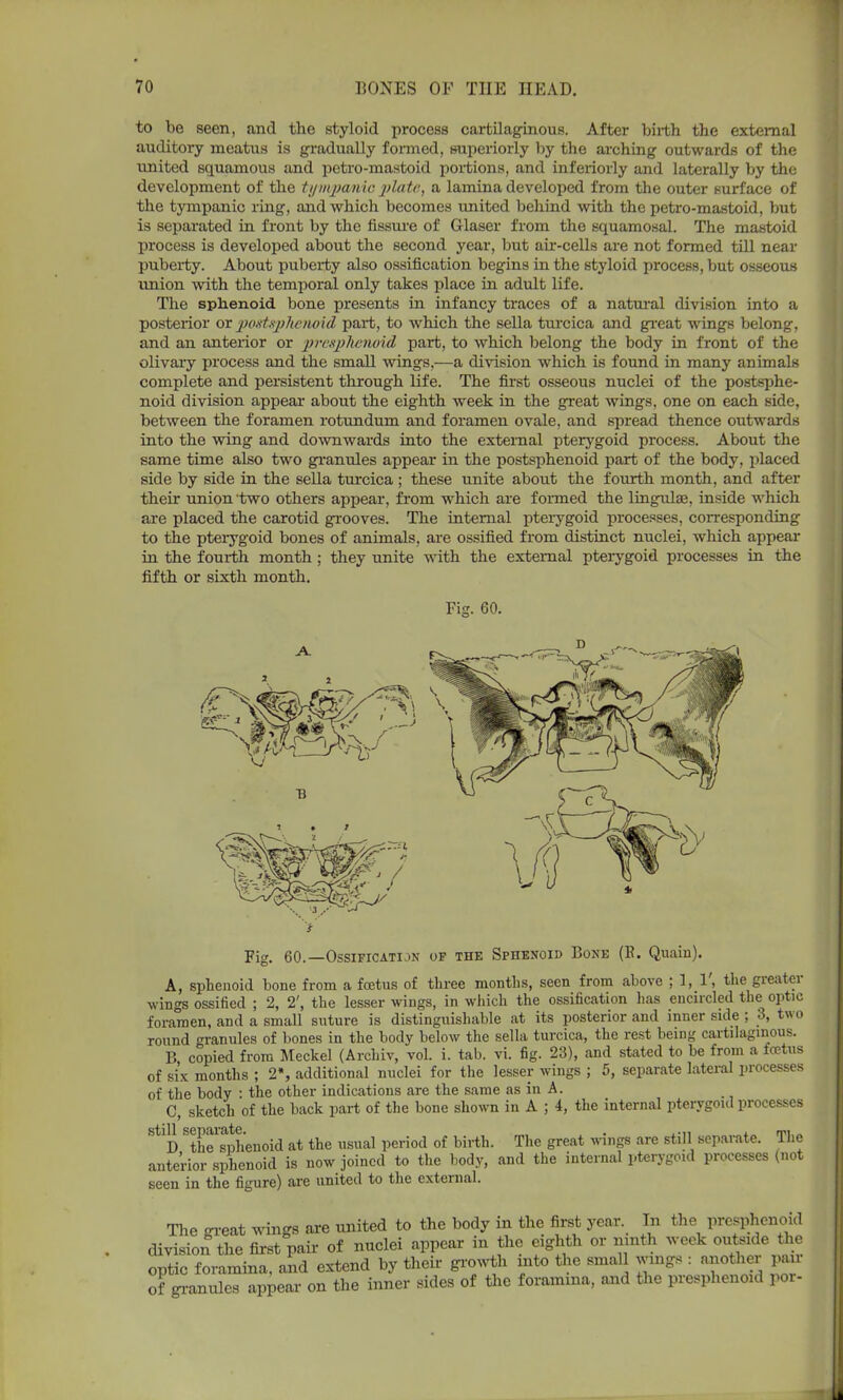 to be seen, and the styloid process cartilaginous. After birth the external auditory meatus is gradually formed, superiorly by the arching outwards of the united squamous and petro-mastoid portions, and inferiorly and laterally by the development of the tympanic plate, a lamina developed from the outer surface of the tympanic ring, and which becomes united behind with the petro-mastoid, but is separated in front by the fissure of Glaser from the squamosal. The mastoid process is developed about the second year, but air-cells are not formed till near puberty. About puberty also ossification begins in the styloid process, but osseous imion with the temporal only takes place in adult life. The sphenoid bone presents in infancy traces of a natural division into a posterior orpoitsphenoid part, to which the sella turcica and great wings belong, and an anterior or presphenoid part, to which belong the body in front of the olivary process and the small wings,—a division which is found in many animals complete and persistent through life. The first osseous nuclei of the postsphe- noid division appear about the eighth week in the great wings, one on each side, between the foramen rotundum and foramen ovale, and spread thence outwards into the wing and downwards into the external pterygoid process. About the same time also two granules appear in the postsphenoid part of the body, placed side by side in the sella turcica ; these unite about the fourth month, and after their union -two others appear, from which are formed the lingulse, inside which are placed the carotid grooves. The internal pterygoid processes, corresponding to the pterygoid bones of animals, are ossified from distinct nuclei, which appear in the fourth month ; they unite with the external pteiygoid processes in the fifth or sixth month. Fie. 60. Fig. 60.—Ossification of the Sphenoid Bone (B. Quain). A, sphenoid bone from a fcetus of three months, seen from above ; 1, 1', the greater wings ossified ; 2, 2', the lesser wings, in which the ossification lias encircled the optic foramen, and a small suture is distinguishable at its posterior and inner side ; 3, two round granules of bones in the body below the sella turcica, the rest being cartilaginous. B copied from Meckel (Archiv, vol. i. tab. vi. fig. 23), and stated to be from a foetus of six months ; 2*, additional nuclei for the lesser wings ; 5, separate lateral processes of the body : the other indications are the same as in A. C, sketch of the back part of the bone shown in A ; 4, the internal pterygoid processes S*D ^hTsnhenoid at the usual period of birth. The great wings are still separate. The anterior sphenoid is now joined to the body, and the internal pterygoid processes (not seen in the figure) are united to the external. The great wings are united to the body in the first year. In the presphenoid division the first pair of nuclei appear in the eighth or ninth week outside the optic foramina, and extend by then- growth into the small wings : another pair of granules appear on the inner sides of the foramina, and the presphenoid Por-
