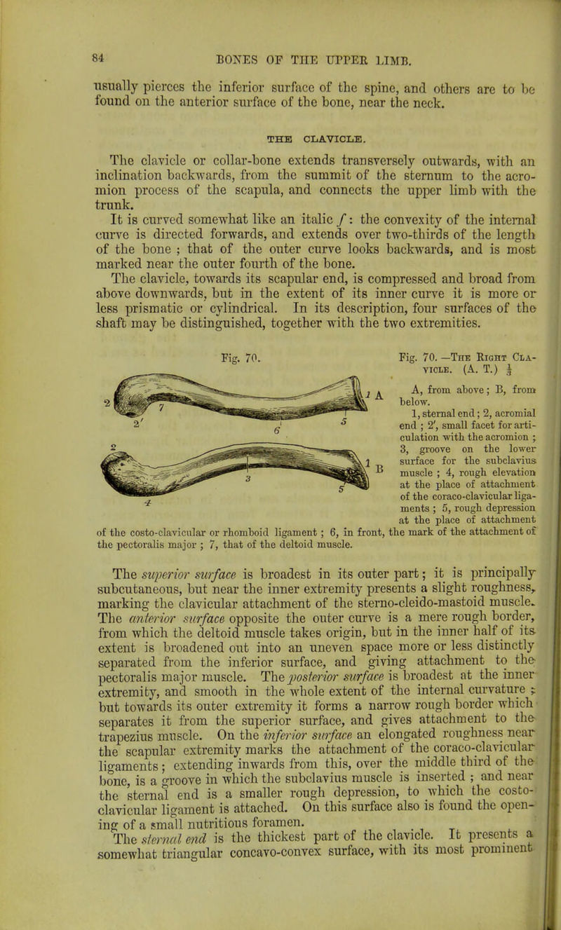 •usually pierces the inferior surface of the spine, and others are to be found on the anterior surface of the bone, near the neck. THE CLAVICLE. The clavicle or collar-bone extends transversely outwards, with an inclination backwards, from the summit of the sternum to the acro- mion process of the scapula, and connects the upper limb with the trunk. It is curved somewhat like an italic /: the convexity of the internal curve is directed forwards, and extends over two-thirds of the length of the bone ; that of the outer curve looks backwards, and is most marked near the outer fourth of the bone. The clavicle, towards its scapular end, is compressed and broad from above downwards, but in the extent of its inner curve it is more or less prismatic or cylindrical. In its description, four surfaces of the shaft may be distinguished, together with the two extremities. Fig. 70. —The Right Cla- A, from above; B, from below. 1, sternal end; 2, acromial end ; 2', small facet for arti- culation with the acromion ; 3, groove on the lower surface for the subclavius muscle ; 4, rough elevation at the place of attachment of the coraco-clavicular liga- ments ; 5, rough depression at the place of attachment of the costo-clavicular or rhomboid ligament; 6, in front, the mark of the attachment of the pectoralis major ; 7, that of the deltoid muscle. The superior- surface is broadest in its outer part; it is principally subcutaneous, but near the inner extremity presents a slight roughness, marking the clavicular attachment of the sterno-cleido-mastoid muscle. The anterior surface opposite the outer curve is a mere rough border, from which the deltoid muscle takes origin, but in the inner half of its extent is broadened out into an uneven space more or less distinctly separated from the inferior surface, and giving attachment to the pectoralis major muscle. The posterior surface is broadest at the inner extremity, and smooth in the whole extent of the internal curvature ; but towards its outer extremity it forms a narrow rough border which separates it from the superior surface, and gives attachment to the trapezius muscle. On the inferior surface an elongated roughness near the scapular extremity marks the attachment of the coraco-clavicular ligaments; extending inwards from this, over the middle third of the- bone, is a groove in which the subclavius muscle is inserted ; and near the sternal end is a smaller rough depression, to which the costo- clavicular ligament is attached. On this surface also is found the open- ing of a small nutritious foramen. The sternal end is the thickest part of the clavicle. It presents a somewhat triangular concavo-convex surface, with its most prominent Fig. 70.