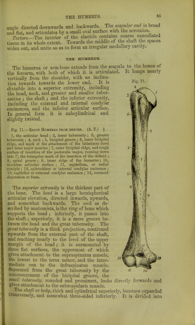THE HUMERUS. ano-le directed downwards and backwards. The scapular end is broad and flat, and articulates by a small oval surface with the acromion Texture.—The interior of the clavicle contains coarse cancellated tissue in its whole extent. Towards the middle of the shaft the spaces widen out, and unite so as to form an irregular medullary cavity. Fig. 71.—Right Humerus from before. (A. T.) J 1, the articular head ; 2, lesser tuberosity ; 3, greater -tuberosity ; 4, neck ; 5, bicipital groove ; 6, inner bicipital ridge, and mark of the attachment of the latissimus dorsi and teres major muscles ; 7, outer bicipital ridge, and rough .surface of insertion of the pectoralis major, running down into 7', the triangular mark of the insertion of the deltoid ; 8, spiral groove ; 9, inner ridge of the humerus; 10, trochlear articular surface ; 11, capitellum, or radial ■condyle ; 12, epitrochlear or internal condylar eminence ; 13, capitellar or external condylar eminence ; 14, coronoid •depression or fossa. Pis. 71. THE HUMERUS. The humerus or arm-bone extends from the scapula to the bones of the forearm, with both of which it is articulated. It hangs nearly vertically from the shoulder, with an inclina- tion inwards towards the lower end. It is divisible into a superior extremity, including the head, neck, and greater and smaller tuber- osities ; the shaft ; and the inferior extremity, including the external and internal condylar eminences, and the inferior articular surface. In general form it is subcylindrical and slightly twisted. \ 8 The superior extremity is the thickest part of the bone. The liead is a large hemispherical articular elevation, directed inwards, upwards, and somewhat backwards. The neck as de- scribed by anatomists, is the ring of bone which supports the head ; inferiorly, it passes into the shaft; superiorly, it is a mere groove be- tween the head and the great tuberosity. The - great tuberosity is a thick projection, continued upwards from the external part of the shaft, and reaching nearly to the level of the upper margin of the head; it is surmounted by three flat surfaces, the uppermost of which gives attachment to the supraspinatus muscle, the lowest to the teres minor, and the inter- 1 mediate one to the infraspinatus muscle. Separated from the great tuberosity by the commencement of the bicipital groove, the small tuberosity, rounded and prominent, looks directly forwards and gives attachment to the subscapularis muscle. The shaft or body, thick and cylindrical superiorly, becomes expanded transversely, and somewhat three-sided inferiorly. It is divided into