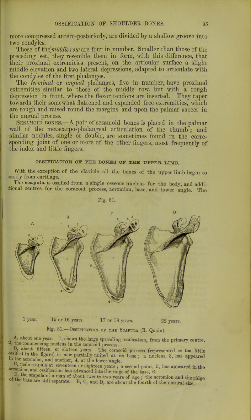 more compressed antero-posteriorly, are divided by a shallow groove into two condyles. Those of themiddlerow are four in number. Smaller than those of the preceding set,'they resemble them in form, with this difference, that their proximal extremities present, on the articular surface a slight middle elevation and two lateral depressions, adapted to articulate with the condyles of the first phalanges. The terminal or ungual phalanges, five in number, have proximal extremities similar to those of the middle row, but with a rough depression in front, where the flexor tendons are inserted. They taper towards their somewhat flattened and expanded free extremities, which are rough and raised round the margins and upon the palmar aspect in the ungual process. Sesamoid bones.—A pair of sesamoid bones is placed in the palmar wall of the metacarpophalangeal articulation of the thumb ; and similar nodules, single or double, are sometimes found in the corre- sponding joint of one or more of the other fingers, most frequently of the index and little fingers. OSSIFICATION OF THE BONES OF THE UPPER LIMB. With the exception of the clavicle, all the bones of the upper limb begin to ossify from cartilage. The scapula is ossified from a single osseous nucleus for the body, and addi- tional centres for the coracoid process, acromion, base, and lower angle. The Fig. 81. 1 year. 15 or 16 years. 17 or 18 years. 22 years. Fig. 81.—Ossification of the Scapula (K. Quahi). A, about one year. 1, shows the large spreading ossification, from the primary centre. A the commencing nucleus in the coracoid process. \ ab°ut nf*een or sixteen years. The coracoid process (represented as too little ^sihea m the figure) is now partially united at its base ; a nucleus, 3, has appeared in the acromion, and another, 4, at the lower angle. _L>, male scapula at seventeen or eighteen years ; a second point, 5, has appeared in the acromion, and ossification has advanced into the ridge of the base, 6. «f scapula of a man of about twenty-two years of age ; the acromion and the ridee oi the base are still separate. B, C, and D, are about the fourth of the natural size.