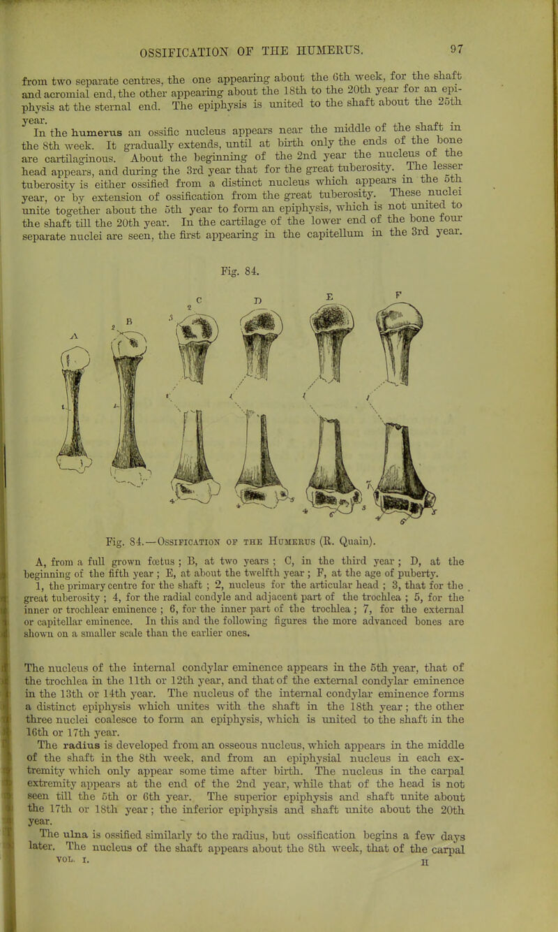 OSSIFICATION OF THE HUMERUS. from two separate centres, the one appearing about the Gth week, for the shaft and acromial end, the other appearing about the 18th to the 20th year for an epi- physis at the sternal end. The epiphysis is united to the shaft about the 2oth yGIn the humerus an ossific nucleus appears near the middle of the shaft in the Sth week. It gradually extends, until at birth only the ends of the bone are cartilaginous. About the beginning of the 2nd year the nucleus ot the head appears, and during the 3rd year that for the great tuberosity. The lesser tuberosity is either ossified from a distinct nucleus which appears m the 5th. year, or bv extension of ossification from the great tuberosity. These nuclei unite together about the 5th year to form an epiphysis, which is not united to the shaft till the 20th year. In the cartilage of the lower end of the bone tour separate nuclei are seen, the first appearing in the capitellum in the 3rd year. Fig. 84. Fig. 84.—Ossification of the Humerus (R. Quain). A, from a full grown foetus ; B, at two years ; C, in the third year ; D, at the beginning of the fifth year ; E, at about the twelfth year ; F, at the age of puberty. 1, the primary centre for the shaft ; 2, nucleus for the articular head ; 3, that for the great tuberosity ; 4, for the radial condyle and adjacent part of the trochlea ; 5, for the inner or trochlear eminence ; 6, for the inner part of the trochlea ; 7, for the external or capitellar eminence. In this and the following figures the more advanced bones are shown on a smaller scale than the earlier ones. The nucleus of the internal condylar eminence appears in the 5th year, that of the trochlea in the 11th or 12th year, and that of the external condylar eminence in the 13th or 14th year. The nucleus of the internal condylar eminence fomis a distinct epiphysis which unites with the shaft in the 18th year; the other three nuclei coalesce to form an epiphysis, which is united to the shaft in the 16th or 17th year. The radius is developed from an osseous nucleus, which appears in the middle of the shaft in the 8th week, and from an epiphysial nucleus in each ex- tremity which only appear some time after birth. The nucleus in the carpal extremity appears at the end of the 2nd year, while that of the head is not seen till the 5th or Gth year. The superior epiphysis and shaft unite about the 17th or ISth year; the inferior epiphysis and shaft unite about the 20th year. The ulna is ossified similarly to the radius, but ossification begins a few days later. The nucleus of the shaft appears about the Sth week, that of the carpal
