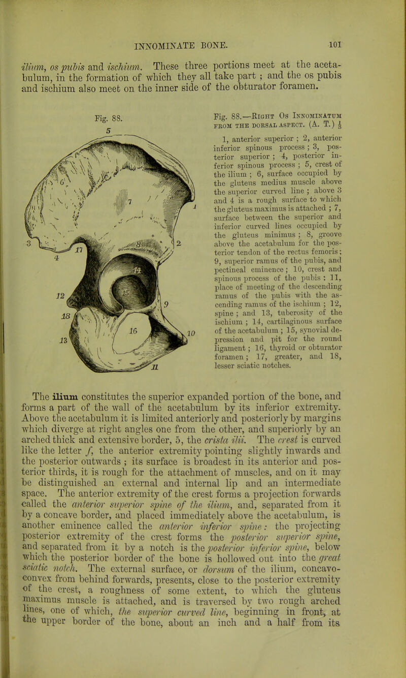 ilium, os pubis and ischium. These three portions meet at the aceta- bulum, in the formation of which they all take part ; and the os pubis and ischium also meet on the inner side of the obturator foramen. Fig. 88.—Right Os Innominattjm FROM THE DORSAL ASPECT. (A. T.) 1 1, anterior superior ; 2, anterior inferior spinous process; 3, pos- terior superior ; 4, posterior in- ferior spinous process ; 5, crest of the ilium ; 6, surface occupied by the gluteus medius muscle above the superior curved line ; above 3 and 4 is a rough surface to which the gluteus maximus is attached ; 7, surface between the superior and inferior curved lines occupied by the gluteus minimus ; 8, groove above the acetabulum for the pos- terior tendon of the rectus femoris; 9, superior ramus of the pubis, and pectineal eminence; 10, crest and spinous process of the pubis: 11, place of meeting of the descending ramus of the pubis with the as- cending ramus of the ischium ; 12, spine ; and 13, tuberosity of the ischium ; 14, cartilaginous surface of the acetabulum ; 15, synovial de- pression and pit for the round ligament; 1(5, thyroid or obturator foramen; 17, greater, and 18, lesser sciatic notches. The ilium constitutes the superior expanded portion of the bone, and forms a part of the wall of the acetabulum by its inferior extremity. Above the acetabulum it is limited anteriorly and posteriorly by margins which diverge at right angles one from the other, and superiorly by an arched thick and extensive border, 5, the crista ilii. The crest is curved like the letter /, the anterior extremity pointing slightly inwards and the posterior outwards ; its surface is broadest in its anterior and pos- terior thirds, it is rough for the attachment of muscles, and on it may be distinguished an external and internal lip and an intermediate space. The anterior extremity of the crest forms a projection forwards called the anterior superior spine of the ilium, and, separated from it by a concave border, and placed immediately above the acetabulum, is another eminence called the anterior inferior spine : the projecting posterior extremity of the crest forms the posterior superior spine, and separated from it by a notch is the posterior inferior spine, below which the posterior border of the bone is hollowed out into the great sciatic notch. The external surface, or dor sum of the ilium, concavo- convex from behind forwards, presents, close to the posterior extremity of the crest, a roughness of some extent, to which the gluteus maximus muscle is attached, and is traversed by two rough arched lines, one of which, the sitperior curved line, beginning in front, at the upper border of the bone, about an inch and a half from its
