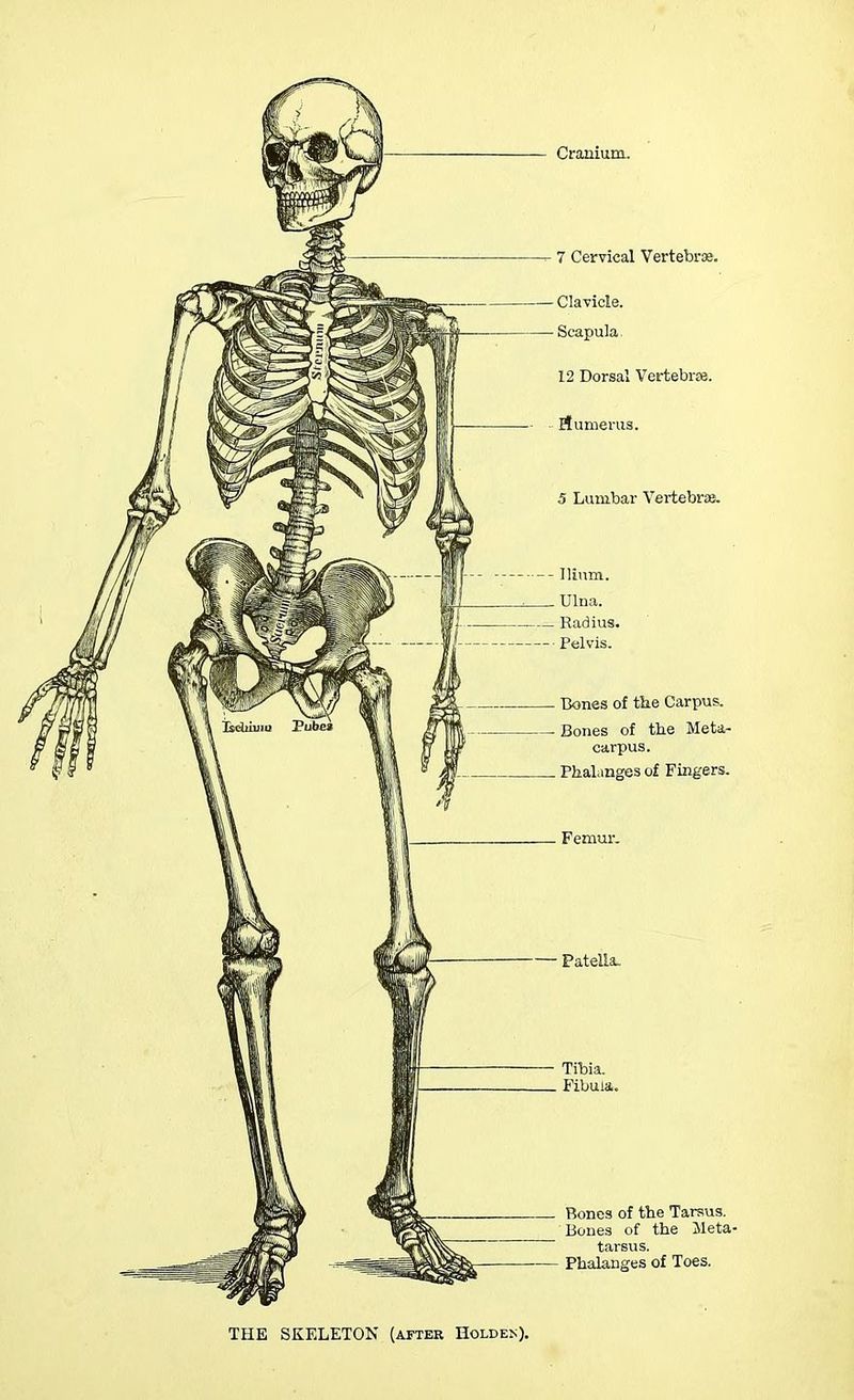 Cranium. 7 Cervical Vertebrae. 12 Dorsal Vertebrae. Mumerus. 5 Lumbar Vertebrae. — Bones of the Carpus. — Bones of the Meta- carpus. Phalanges of Fingers. Bones of the Tarsus. Bones of the Meta- tarsus. Phalanges of Toes. THE SKELETON (after Holden).