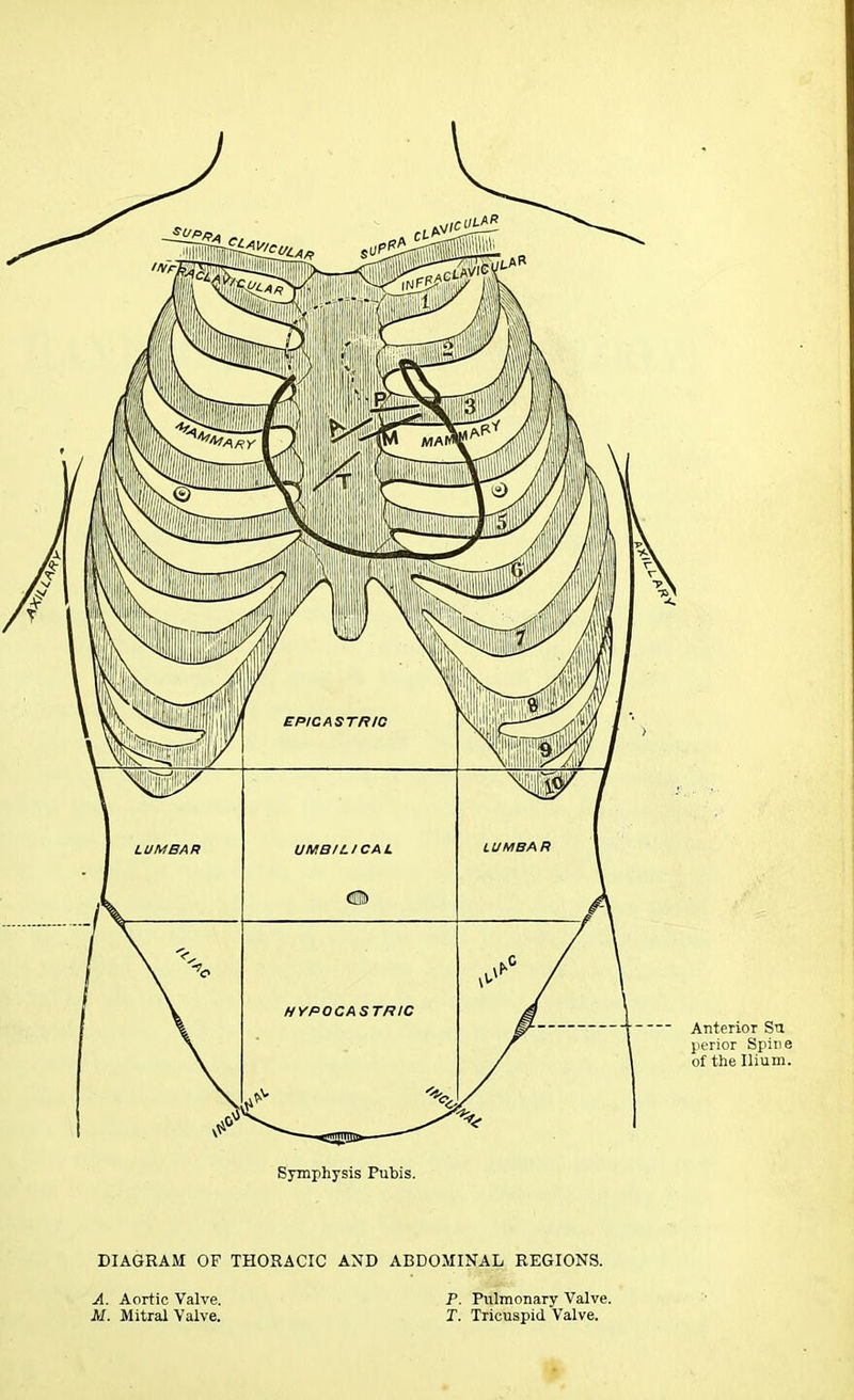 Anterior Su perior Spine of the Ilium. Symphysis Pubis. DIAGRAM OF THORACIC AND ABDOMINAL REGIONS. A. Aortic Valve M. Mitral Valve P. Pulmonary Valve. T. Tricuspid Valve.