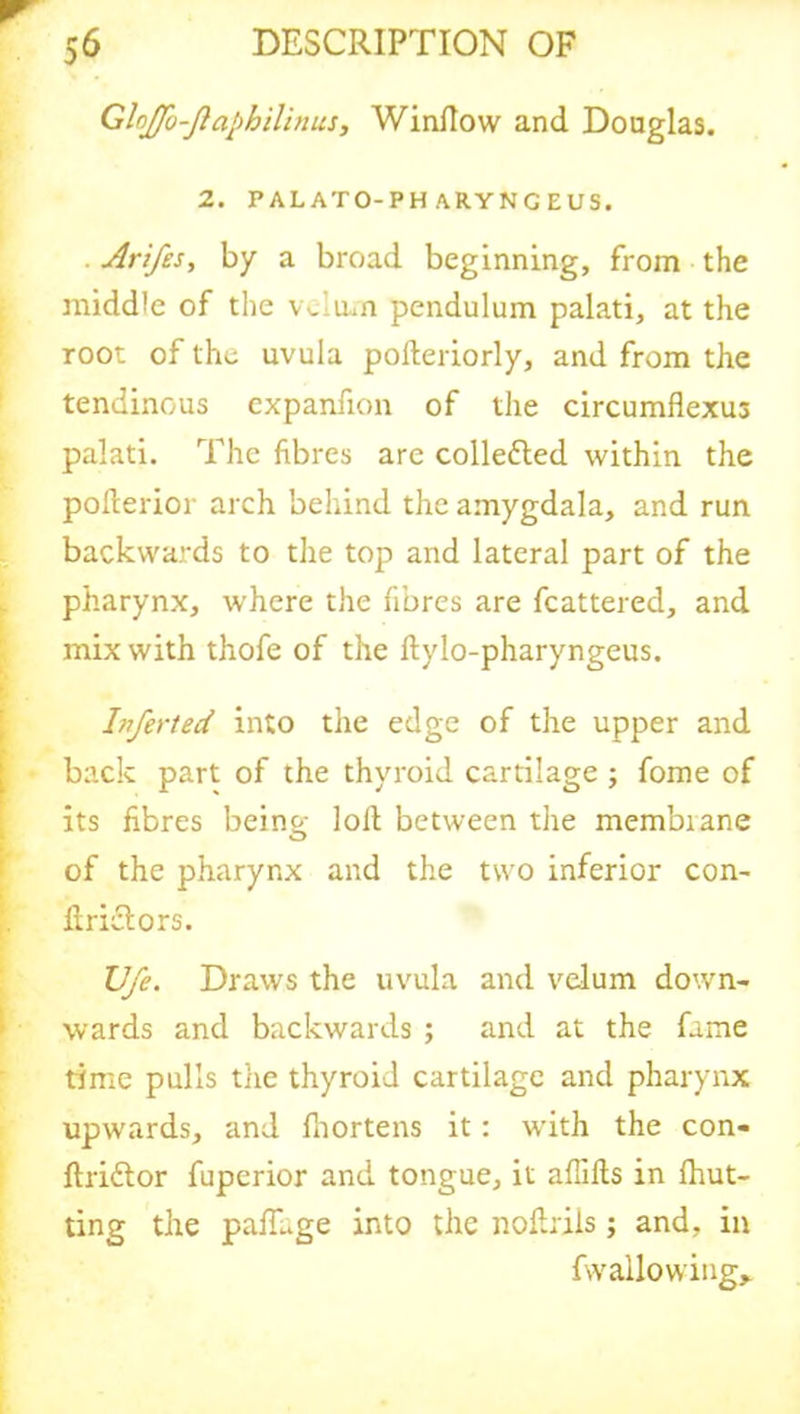 GlnJfu-Jlaphllinus, Window and Douglas. 2. PALATO-PH ARYNG EUS. Arifes, by a broad beginning, from the middle of the velum pendulum palati, at the root of the uvula pofteriorly, and from the tendinous cxpanfion of the circumflexus palati. The fibres are collefted within the pofterior arch behind the amygdala, and run backwards to the top and lateral part of the pharynx, where the fibres are fcattered, and mix with thofe of the ftylo-pharyngeus. Inferted into the edge of the upper and back part of the thyroid cartilage ; fome of its fibres being loll between the membiane of the pharynx and the two inferior con- driciors. TJfe. Draws the uvula and velum down- wards and backwards ; and at the fame time pulls the thyroid cartilage and pharynx upwards, and fhortens it: with the con- ftri&or fuperior and tongue, it aflifls in (hut- ting the pafLge into the noftriis; and, in f\v allowing*