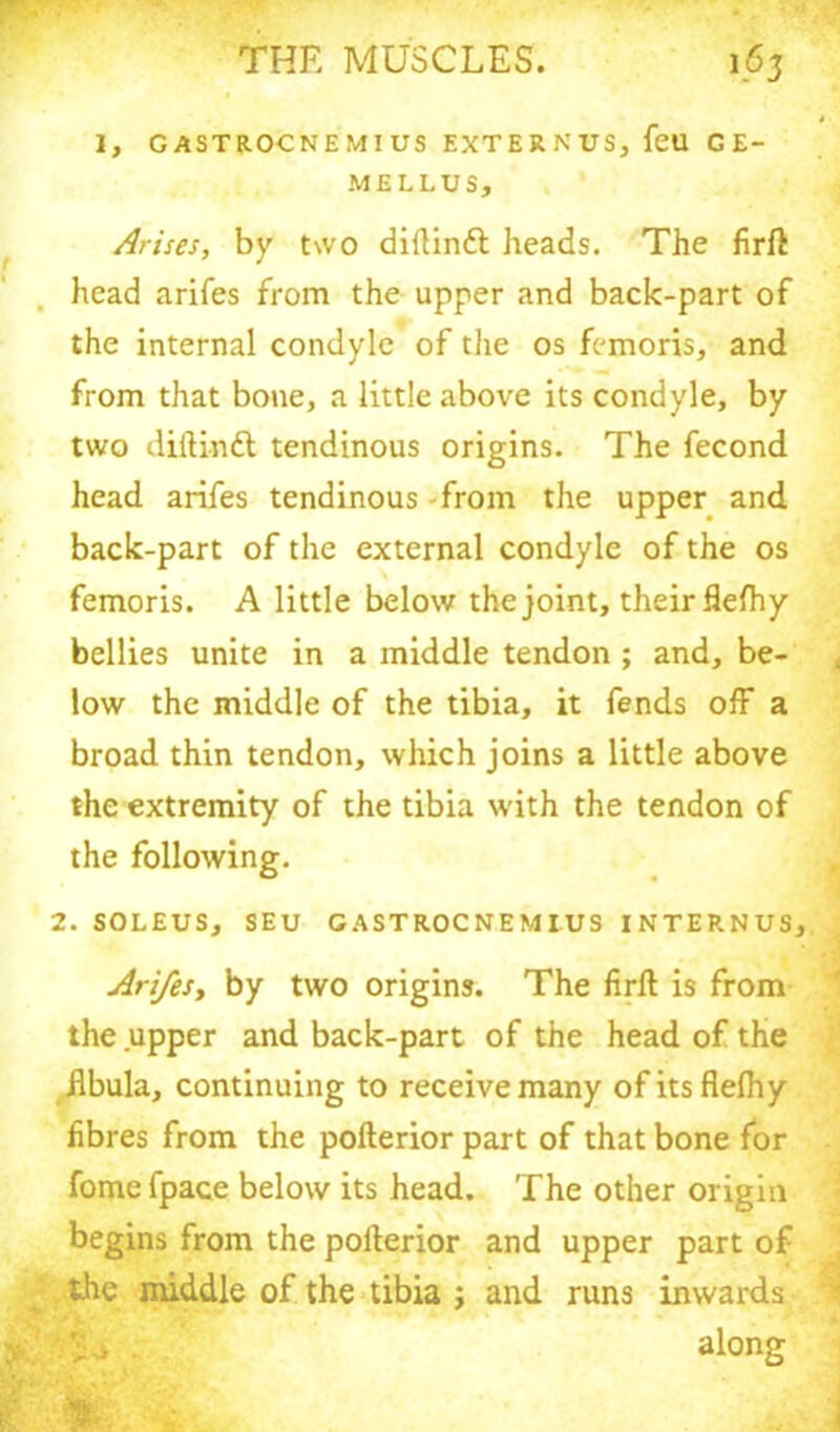 I, GASTROCNEMIUS EXTERNUS, fell GE- MELLUS, Arises, by t\vo diftindl heads. The firft head arifes from the upper and back-part of the internal condyle of the os femoris, and from that bone, a little above its condyle, by two diftindt tendinous origins. The fecond head arifes tendinous -from the upper and back-part of the external condyle of the os femoris. A little below the joint, their fiefhy bellies unite in a middle tendon ; and, be- low the middle of the tibia, it fends off a broad thin tendon, which joins a little above the extremity of the tibia with the tendon of the following. 2. SOLEUS, SEU GASTROCNEMIUS INTERNUS, Arifes^ by two origins. The firft is from the upper and back-part of the head of the fibula, continuing to receive many ofitsfiefhy fibres from the pofterior part of that bone for fomefpace below its head. The other origin begins from the pofterior and upper part of the middle of the tibia ; and runs inwards along % 4