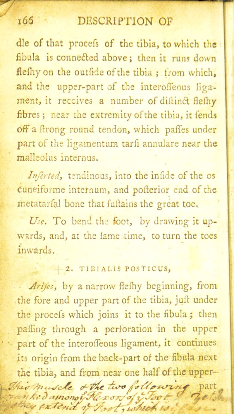 die of that procefs of the tibia, to which the fibula is connected above; then it runs down flelhy on the outfide of the tibia ; from which, and the upper-part of the interoffeous liga- ment, it receives a number of dillindl flefhy fibres; near the extremity of the tibia, it fends off a ffrong round tendon, which paffes under part of the ligamentum tarfi annulare near the malleolus internus. Inferted, tendinous, into the infide of the os cuneiforme internum, and polterior end of the ir.etatarfal bone that fuilains the great toe. Use. To bend the foot, by drawing it up- wards, and, a: the lame time, to turn the toes inwards. 2. TIBIALIS POS TICUS, Jlrifes, by a narrow flefhy beginning, from the fore and upper part of the tibia, juil under the procefs which joins it to the fibula; then palling through a perforation in the upper ‘ • part of the interoffeous ligament, it continues its origin from the back-part of the fibula next the tibia, and from near one half of the upper- » i,/-7’a£ a# i fif part H--. • ■■is/i'Ct)itMtfnais&C-v crr„■ <*/it Jsi*/- (