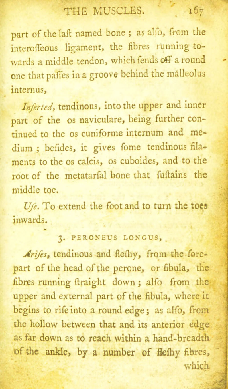 part of the laft named bone ; as alfo, from the interoffeous ligament, the fibres running to- wards a middle tendon, which fends off a round one that palfes in a groove behind the malleolus interims, Infertcd, tendinous, into the upper and inner part of the os naviculare, being further con- tinued to the os cuniforme internum and me- dium ; befides, it gives fome tendinous fila- ments to the os calcis, os cuboides, and to the root of the metatarfal bone that fuftains the middle toe. ’ h U/e. To extend the foot and to turn the toes inwards. 3. PERONEUS LONGUS, . Arifes, tendinous and flefhy, from the fore- part of the head of the perone, or fibula, the fibres running ftraight down; alfo from the • a upper and external part of the fibula, where it < begins to rife into a round edge; as alfo, from the hollow between that and its anterior edge as far down as to reach within a hand-breadth i . of the ankle, by a number of flelhy fibres, which j