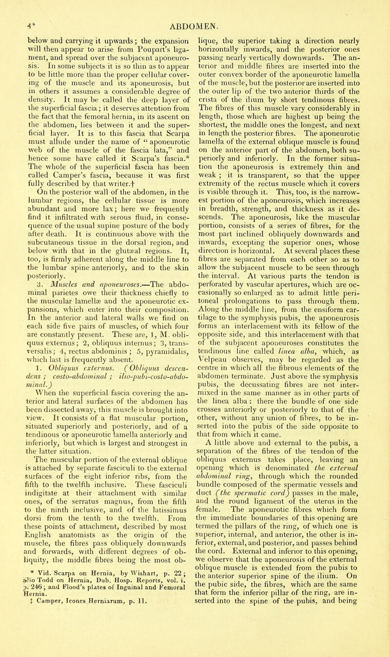 below and carrying it upwards; the expansion will then appear to arise from Poupart's liga- ment, and spread over the subjacent aponeuro- sis. In some subjects it is so thin as to appear to be little more than the proper cellular cover- ing of the muscle and its aponeurosis, but in others it assumes a considerable degree of density. It may be called the deep layer of the superficial fascia; it deserves attention from the fact that the femoral hernia, in its ascent on the abdomen, lies between it and the super- ficial layer. It is to this fascia that Scarpa must allude under the name of  aponeurotic web of the muscle of the fascia lata, and hence some have called it Scarpa's fascia.* The whole of the superficial fascia has been called Camper's fascia, because it was first fully described by that writer.f On the posterior wall of the abdomen, in the lumbar regions, the cellular tissue is more abundant and more lax; here we frequently find it infiltrated with serous fluid, in conse- quence of the usual supine posture of the body after death. It is continuous above with the subcutaneous tissue in the dorsal region, and below with that in the gluteeal regions. It, too, is firmly adherent along the middle line to the lumbar spine anteriorly, and to the skin posteriorly. 3. Muscles and aponeuroses.—The abdo- minal parietes owe their thickness chiefly to the muscular lamellee and the aponeurotic ex- pansions, which enter into their composition. In the anterior and lateral walls we find on each side five pairs of muscles, of which four are constantly present. These are, 1, M. obli- quus externus; 2, obliquus internus; 3, trans- versalis; 4, rectus abdominis ; 5, pyramidalis, which last is frequently absent. 1. Obliquus externus. (Obliquus descen- dens ; cesto-ahdominal ; ilio-pubi-costo-abdo- minal.) When the superficial fascia covering the an- terior and lateral surfaces of the abdomen has been dissected away, this muscle is brought into view. It consists of a flat muscular portion, situated superiorly and posteriorly, and of a tendinous or aponeurotic lamella anteriorly and inferiorly, but which is largest and strongest in the latter situation. The muscular portion of the external oblique is attached by separate fasciculi to the external surfaces of the eight inferior ribs, from the fifth to the twelfth inclusive. Tliese fasciculi indigitate at their attachment with similar ones, of the serratus magnus, from the fifth to the ninth inclusive, and of the latissimus dorsi from the tenth to the twelfth. From these points of attachment, described by most English anatomists as the origin of the muscle, the fibres pass obliquely downwards and forwards, with different degrees of ob- liquity, the middle fibres being the most ob- * Vid. Scarpa on Hernia, by Wishart, p. 22 ; »}5o Todd on Hernia, Dub. Hosp. Reports, vol. i. p. 246 ; and Flood's plates of Inguinal and Femoral Hernia. X Camper, Iconcs Herniarum, p. 11. lique, the superior taking a direction nearly horizontally inwards, and the posterior ones passing nearly vertically downwards. The an- terior and middle fibres are inserted into the outer convex border of the aponeurotic lamella of the muscle, but the posterior are inserted into the outer lip of the two anterior thirds of the crista of the ilium by short tendinous fibres. The fibres of this muscle vary considerably in length, those which are highest up being the shortest, the middle ones the longest, and next in length the posterior fibres. The aponeurotic lamella of the external oblique muscle is found on the anterior part of the abdomen, both su- periorly and inferiorly. In the former situa- tion the aponeurosis is extremely thin and weak ; it is transparent, so that the upper extremity of the rectus muscle which it covers is visible through it. This, too, is the narrow- est portion of the aponeurosis, which increases in breadth, strength, and thickness as it de- scends. The aponeurosis, like the muscular portion, consists of a series of fibres, for the most part inclined obliquely downwards and inwards, excepting the superior ones, whose direction is horizontal. At several places these fibres are separated from each other so as to allow the subjacent muscle to be seen through the interval. At various parts the tendon is perforated by vascular apertures, which are oc- casionally so enlarged as to admit little peri- toneal prolongations to pass through them. Along the middle line, from the ensiform car- tilage to the symphysis pubis, the aponeurosis forms an interlacement with its fellow of the opposite side, and this interlacement with that of the subjacent aponeuroses constitutes the tendinous line called linea alba, which, as Velpeau observes, may be regarded as the centre in which all the fibrous elements of the abdomen terminate. Just above the symphysis pubis, the decussating fibres are not inter- mixed in the same manner as in other parts of tlie linea alba : there the bundle of one side crosses anteriorly or posteriorly to that of the other, without any union of fibres, to be in- serted into the pubis of the side opposite to that from which it came. A little above and external to the pubis, a separation of the fibres of the tendon of the obliquus externus takes place, leaving an opening which is denominated the external abdominal ring, through which the rounded bundle composed of the spermatic vessels and duct (the spermatic cord) passes in the male, and the round ligament of the utertis in the female. The aponeurotic fibres which form the immediate boundaries of this opening are termed the pillars of the ring, of which one is superior, internal, and anterior, the other is in- ferior, external, and posterior, and passes behind the cord. External and inferior to this opening, we observe that the aponeurosis of the external oblique muscle is extended from the pubis to the anterior superior spine of the ilium. On the pubic side, the fibres, which are the same that form the inferior pillar of the ring, are in- serted into the spine of the pubis, and being