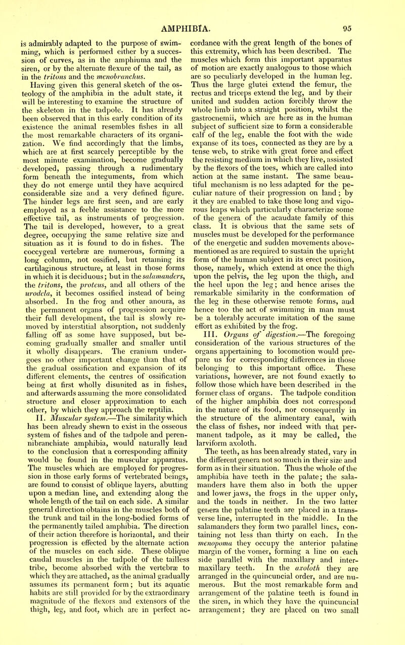 is admirably adapted to the purpose of swim- ming, which is performed either by a succes- sion of curves, as in the amphiuma and the siren, or by the alternate flexure of the tail, as in the tritons and the mcnobnmcltus. Having given this general sketch of the os- teology of the amphibia in the adult state, it will be interesting to examine the structure of the skeleton in the tadpole. It has already been observed that in this early condition of its existence the animal resembles fishes in all the most remarkable characters of its organi- zation. We find accordingly that the limbs, which are at first scarcely perceptible by the most minute examination, become gradually developed, passing through a rudimentary form beneath the integuments, from which they do not emerge until they have acquired considerable size and a very defined figure. The hinder legs are first seen, and are early employed as a feeble assistance to the more effective tail, as instruments of progression. The tail is developed, however, to a great degree, occupying the same relative size and situation as it is found to do in fishes. The coccygeal vertebrte are numerous, forming a long column, not ossified, but retaming its cartilaginous structure, at least in those forms in which it is deciduous; but in ihesalamanders, the tritons, the protcus, and all others of the urodda, it becomes ossified instead of being absorbed. In the frog and other anoura, as the permanent organs of progression acquire their full development, the tail is slowly re- moved by interstitial absorption, not suddenly falling off as some have supposed, but be- coming gradually smaller and smaller until it wholly disappears. The cranium under- goes no other important change than that of the gradual ossification and expansion of its different elements, the centres of ossification being at first wholly disunited as in fishes, and afterwards assuming the more consolidated structure and closer approximation to each other, by which they approach the reptilia. II. Muscular system.—The similarity which has been already shewn to exist in the osseous system of fishes and of the tadpole and peren- nibranchiate amphibia, would naturally lead to the conclusion that a corresponding affinity would be found in the muscular apparatus. The muscles which are employed for progres- sion in those early forms of vertebrated beings, are found to consist of oblique layers, abutting upon a median line, and extending along the whole length of the tail on each side. A similar general direction obtains in the muscles both of the trunk and tail in the long-bodied forms of the permanently tailed amphibia. The direction of their action therefore is horizontal, and their progression is effected by the alternate action of the muscles on each side. These oblique caudal muscles in the tadpole of the tailless tribe, become absorbed with the vertebrce to which they are attached, as the animal gradually assumes its permanent form; but its aquatic habits are still provided for by the extraordinary magnitude of the flexors and extensors of the thigh, leg, and foot, which are in perfect ac- cordance with the great length of the bones of this extremity, which has been described. The muscles which form this important apparatus of motion are exactly analogous to those which are so peculiarly developed in the human leg. Thus the large glutei extend the femur, the rectus and triceps extend the leg, and by their united and sudden action forcibly throw the whole limb into a straight position, whilst the gastrocnernii, which are here as in the human subject of sufficient size to form a considerable calf of the leg, enable the foot with the wide expanse of its toes, connected as they are by a tense web, to strike with great force and effect the resisting medium in which they live, assisted by the flexors of the toes, which are called into action at the same instant. The same beau- tiful mechanism is no less adapted for the pe- culiar nature of their progression on land; by it they are enabled to take those long and vigo- rous leaps which particularly characterize some of the genera of the acaudate family of this class. It is obvious that the same sets of muscles must be developed for the performance of the energetic and sudden movements above- mentioned as are required to sustain the upright form of the human subject in its erect position, those, namely, which extend at once the thigh upon the pelvis, the leg upon the thigh, and the heel upon the leg; and hence arises the remarkable similarity in the conformation of the leg in these otherwise remote forms, and hence too the act of swimming in inan must be a tolerably accurate imitation of the same effort as exhibited by the frog. III. Organs of digestion.—The foregoing consideration of the various structures of the organs appertaining to locomotion would pre- pare us for corresponding differences in those belonging to this important office. These variations, however, are not found exactly to follow those which have been described in the former class of organs. The tadpole condition of the higher amphibia does not correspond in the nature of its food, nor consequently in the structure of the alimentary canal, with the class of fishes, nor indeed with that per- manent tadpole, as it may be called, the larviform axoloth. The teeth, as has been already stated, vary in the different genera not so much in their size and form as in their situation. Thus the whole of the amphibia have teeth in the palate; the sala- manders have them also in both the upper and lower jaws, the frogs in the upper only, and the toads in neither. In the two latter ger.era the palatine teeth are placed in a trans- verse line, interrupted in the middle. In the salamanders they form two parallel lines, con- taining not less than thirty on each. In the menopoma tiiey occupy the anterior palatine margin of the vomer, forming a line on each side parallel with the maxillary and inter- maxillary teeth. In the axoloth they are arranged in the quincuncial order, and are nu- merous. But the most remarkable form and arrangement of the palatine teeth is found in the siren, in which they have the quincuncial arrangement; they are placed on two small