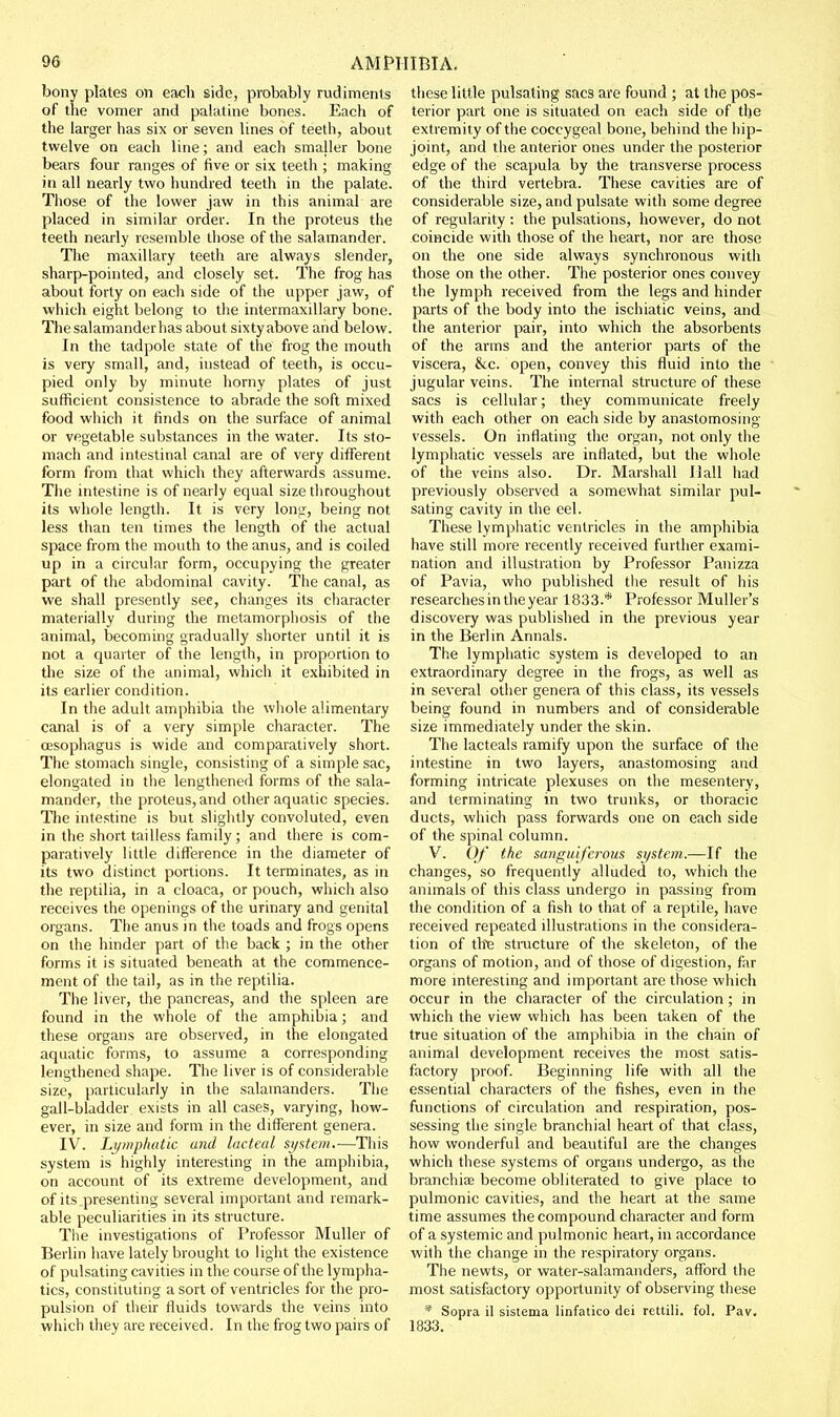 bony plates on each side, probably rudiments of the vomer and palatine bones. Each of the larger has six or seven lines of teeth, about twelve on each line; and each smaller bone bears four ranges of five or six teeth ; making in all nearly two hundred teeth in the palate. Those of the lower jaw in this animal are placed in similar order. In the proteus the teeth nearly resemble those of the salamander. The maxillary teeth are always slender, sharp-pointed, and closely set. The frog has about forty on each side of the upper jaw, of which eight belong to the intermaxillary bone. The salamander has about sixty above and below. In the tadpole state of the frog the mouth is very small, and, instead of teeth, is occu- pied only by minute horny plates of just sufficient consistence to abrade the soft mixed food which it finds on the surface of animal or vegetable substances in the water. Its sto- mach and intestinal canal are of very different form from that which they afterwards assume. The intestine is of nearly equal size throughout its whole length. It is very long, being not less than ten times the length of the actual space from the mouth to the anus, and is coiled up in a circular form, occupying the greater part of the abdominal cavity. The canal, as we shall presently see, changes its character materially during the metamorphosis of the animal, becoming gradually shorter until it is not a quarter of the length, in proportion to the size of the animal, which it exhibited in its earlier condition. In the adult amphibia the whole alimentary canal is of a very simple character. The oesophagus is wide and comparatively short. The stomach single, consisting of a simple sac, elongated in the lengthened forms of the sala- mander, the proteus, and other aquatic species. The intestine is but slightly convoluted, even in the short tailless family ; and there is com- paratively little difference in the diameter of its two distinct portions. It terminates, as in the reptilia, in a cloaca, or pouch, which also receives the openings of the urinary and genital organs. The anus in the toads and frogs opens on the hmder part of the back ; in the other forms it is situated beneath at the commence- ment of the tail, as in the reptilia. The liver, the pancreas, and the spleen are found in the whole of the amphibia; and these organs are observed, in the elongated aquatic forms, to assume a corresponding lengthened shape. The liver is of considerable size, particularly in the salamanders. The gall-bladder exists in all cases, varying, how- ever, in size and form in the different genera. IV. Lymphatic and lacteal si/stem.—Tliis system is highly interesting in the amphibia, on account of its extreme development, and of its.presenting several important and remark- able peculiarities in its structure. The investigations of Professor Muller of Berlin have lately brought to light the existence of pulsating cavities in the course of the lympha- tics, constituting a sort of ventricles for the pro- pulsion of their fluids towards the veins into which they are received. In the frog two pairs of these little pulsating sacs are found ; at the pos- terior part one is situated on each side of the extremity of the coccygeal bone, behind the hip- joint, and the anterior ones under the posterior edge of the scapula by the transverse process of the third vertebra. These cavities are of considerable size, and pulsate with some degree of regularity : the pvilsations, however, do not coincide with those of the heart, nor are those on the one side always synchronous with those on the other. The posterior ones convey the lymph received from the legs and hinder parts of the body into the ischiatic veins, and the anterior pair, into which the absorbents of the arms and the anterior parts of the viscera, &c. open, convey this fluid into the jugular veins. The internal structure of these sacs is cellular; they communicate freely with each other on each side by anastomosing vessels. On inflating the organ, not only the lymphatic vessels are inflated, but the whole of the veins also. Dr. Marshall Hall had previously observed a somewhat similar pul- sating cavity in the eel. These lymphatic ventricles in the amphibia have still more recently received further exami- nation and illustration by Professor Panizza of Pavia, who published the result of his researches in the year 1833.* Professor Muller's discovery was published in the previous year in the Berlin Annals. The lymphatic system is developed to an extraordinary degree in the frogs, as well as in several other genera of this class, its vessels being found in numbers and of considerable size immediately under the skin. The lacteals ramify upon the surface of the intestine in two layers, anastomosing and forming intricate plexuses on the mesentery, and terminating in two trunks, or thoracic ducts, which pass forwards one on each side of the spinal column. V. Of the sanguiferous si/stem.—If the changes, so frequently alluded to, which the animals of this class undergo ia passing from the condition of a fish to that of a reptile, have received repeated illustrations in the considera- tion of th^ stnicture of the skeleton, of the organs of motion, and of those of digestion, far more mteresting and important are those which occur in the character of the circulation ; in which the view which has been taken of the true situation of the amphibia in the chain of animal development receives the most satis- factory proof. Beginning life with all the essential characters of the fishes, even in the functions of circulation and respiration, pos- sessing the single branchial heart of that class, how wonderful and beautiful are the changes which these systems of organs undergo, as the branchiae become obliterated to give place to pulmonic cavities, and the heart at the same time assumes the compound character and form of a systemic and pulmonic heart, in accordance with the change in the respiratory organs. The newts, or water-salamanders, afford the most satisfactory opportunity of observing these * Sopra 11 sistema linfatico dei rcttili. fol. Pav, 1833.