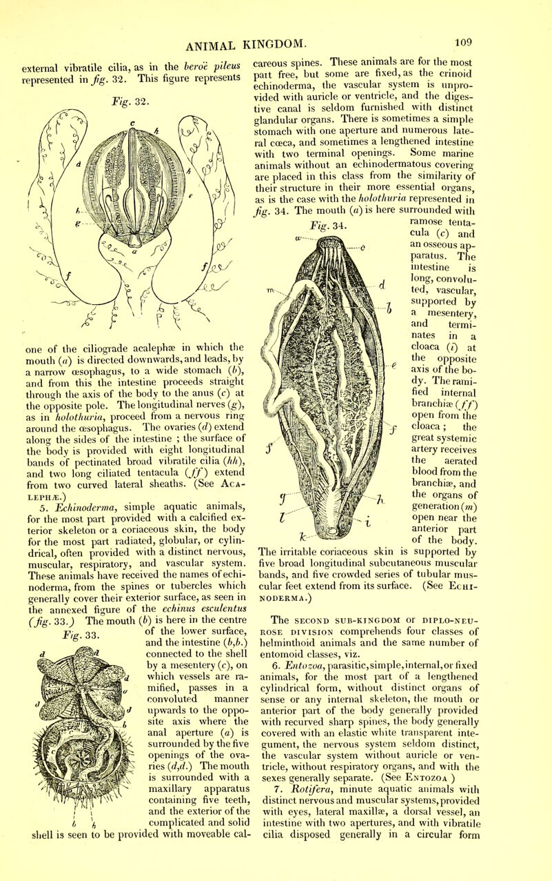 external vibratile cilia, as in the herde pileus represented in fg. 32. This figure represents Fig. 32. careous spines. These animals are for the most pait free, but some are fixed, as the crinoid echinoderma, the vascular system is unpro- vided with auricle or ventricle, and the diges- tive canal is seldom furnished with distinct glandular organs. There is sometimes a simple stomach with one aperture and numerous late- ral coeca, and sometimes a lengthened intestine with two terminal openings. Some marine animals without an echinodermatous covering are placed in this class from the similarity of their structure in their more essential organs, as is the case with the holothuria represented in jig. 34. The mouth (a) is here surrounded with one of the ciliograde acalephfe in which the mouth («) is directed downwards, and leads, by a narrow oesophagus, to a wide stomach {b), and from this the intestine proceeds straight through the axis of the body to the anus (c) at the opposite pole. The longitudinal nerves {g), as in holothuria, proceed from a nervous ring around the oesophagus. The ovaries {d) extend along the sides of the intestine ; the surface of the body is provided with eight longitudinal bands of pectinated broad vibratile cilia (/(A), and two long ciliated tentacula (//') extend from two curved lateral sheaths. (See Aca- LEPIIJE.) 5. Echinoderma, simple aquatic animals, for the most part provided with a calcified ex- terior skeleton or a coriaceous skin, the body for the most part radiated, globular, or cylin- drical, often provided with a distinct nervous, muscular, respiratory, and vascular system. These animals have received the names of echi- noderma, from the spines or tubercles which generally cover their exterior surface, as seen in the annexed figure of the echinus esculentus (fig. 33. j The mouth (/>) is here in the centre Fig. 33. of the lower surface, and the intestine {b,b.) connected to the shell by a mesentery (c), on which vessels are ra- mified, passes in a convoluted manner upwards to the oppo- site axis where the anal aperture (a) is surrounded by the five openings of the ova- ries (f/,f/.) The mouth is surrounded with a maxillary apparatus containing five teeth, and the exterior of the I, \ complicated and solid shell is seen to be provided with moveable cal- The nritable coriaceous skin is supported by five broad longitudinal subcutaneous muscular bands, and five crowded series of tubular mus- cular feet extend from its surface. (See Echi- noderma.) the second sub-kingdom 01 diplo-neu- ROSE DIVISION comprehends four classes of helminthoid animals and the same number of entomoid classes, viz. 6. Eiitozoa, parasitic,simple,internal,or fixed animals, for the most part of a lengthened cylindrical form, without distinct organs of sense or any internal skeleton, the mouth or anterior part of the body generally provided with recurved sharp spines, the body generally covered with an elastic white transparent inte- gument, the nervous system seldom distinct, the vascular system without auricle or ven- tricle, without respiratory organs, and with the sexes generally separate. (See Entozoa ) 7. Rotifera, minute aquatic animals with distinct nervous and muscular systems, provided with eyes, lateral maxillae, a dorsal vessel, an intestine with two apertures, and with vibratile cilia disposed generally in a circular form