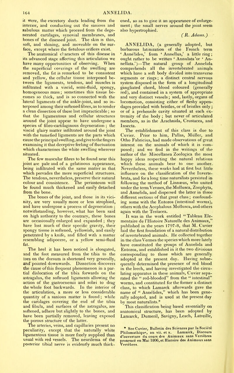 it were, the excretory ducts leading from the interior, and conducting out the sanious and sabulous matter which proceed from the dege- nerated cartilages, synovial membranes, and bones of the diseased joint. The skin is thin, soft, and shining, and moveable on the sur- face, except where the fistulous orifices exist. The anatomical cl aracters of this disease in its advanced stage affecting this articulation we have many opportunities of observing. When the superficial coverings of the swelling are removed, the fat is remarked to be consistent and yellow, the cellular tissue interposed be- tween the ligaments, tendons, and muscles is infiltrated with a viscid, semi-fluid, spongy, homogeneous mass; sometimes this tissue be- comes .so thick, and is so connected with the lateral ligaments of the ankle-joint, and so in- terposed among their softened fibres, as to render a clean dissection of these last impracticable; so that the ligamentous and cellular structures around the joint appear to have undergone a species of fibro-cartilaginous degeneration ; the viscid glairy matter infiltrated around the joint with the tumefied ligaments are the parts which cause the principal swell ing, and give to the fingers examining it that deceptive feeling of fluctuation which characterises the white swelling wherever situated. The few muscular fibres to be found near this joint are pale and of a gelatinous appearance, being infiltrated with the same matter as that which pervades the more superficial structures. The tendons, nevertheless, preserve their natural colour and consistence. The periosteum will be found much thickened and easily detached from the bone. The bones of the joint, and those in its vici- nity, are very usually more or less atrophied, and have undergone a process of degeneration ; notwithstanding, however, what has been said on high authority to the contrary, these bones are occasionally enlarged and expanded ; they have lost much of their specific gravity, their spongy tissue is softened, yellowish, and easily penetrated by a knife, and filled with a matter resembling adipocere, or a yellow semi-fluid fat. The heel it has been noticed is elongated, and the foot measured from the tibia to the toes on the dorsum is shortened very generally, and pointed downwards. Dissection discovers the cause of this frequent phenomenon in a par- tial dislocation of the tibia forwards on the astragalus, the softened ligaments allowing the action of the gastrocnemii and solaei to drag the whole foot backwards. In the interior of the articulation, a more or less considerable quantity of a sanious matter is found ; while the cartilages covering the end of the tibia and fibula, and surfaces of the astragalus, are softened, adhere but slightly to the bones, and have been partially removed, leaving exposed the porous structure of the latter. The arteries, veins, and capillaries present no peculiarity, except that the naturally white ligamentous tissue is more freely supplied than usual with red vessels. The neurilema of the posterior tibial nerve is evidently much thick- ened, so as to give it an appearance of enlarge- ment; the small nerves around the joint seem also hypertrophied. (R. Adams.) ANNELIDA, (a generally adopted, but barbarous latinization of the French term ' Annelides,' from ' Annellus,' a little ring; ought rather to be written ' Annulata'or ' An- nellata.')—The natural group of Annelida comprehends all the invertebrated animals which have a soft body divided into transverse segments or rings; a distinct central nervous system disposed in the form of a longitudinal gangliated chord, blood coloured (generally red), and contained in a system of appropriate and very distinct vessels; and, lastly, organs of locomotion, consisting either of fleshy appen- dages provided with bristles, or of bristles only; or of a prehensile cavity situated at each ex- tremity of the body ; but never of articulated members, as in the Arachnida, Crustacea, and Insecta. The establishment of this class is due to Cuvier. Prior to him, Pallas, Miiller, and Otho Fabricius, had made observations of great interest on the animals of which it is com- posed; and we find in the writings of the author of the Miscellanea Zoologica the most happy ideas respecting the natural relations which these animals bear to one another. Nevertheless, these works had at first but little influence on the classification of tlie Inverte- brata, and for a long time naturalists persisted in following the method of Linnseus, who united under the term Vermes, the MoUusca, Zoophyta, and Annelida, and dispersed the latter in three diflferent sections of that great class; confound- ing some with the Entozoa (intestinal worms), others with the Acephalous MoUusca, and others again with the Testacea. It was in the work entitled  Tableau Ele- mentaire de I'Histoire Naturelle des Animaux, published in the years 1797-8, that M. Cuvier laid the first foundation of a natural distribution of invertebrated animals. He collected together in the class Vermes the species which more lately have constituted the groups of Annelida and Entozoa, and established in it the two divisions corresponding to those which are generally adopted at the present day. Having subse- quently determined the presence of red blood in the leech, and having investigated the circu- lating apparatus in these animals, Cuvier sepa- rated the  red-blooded from the  intestinal worms, and constituted for the former a distinct class, to which Lamarck afterwards gave the name of  Annelides, which has been gene- rally adopted, and is used at the present day by most naturalists.* This classification being based essentially on anatomical structure, has been adopted by Lamarck, Dumeiil, Savigny, Leach, Latreille, • See Cuvier, Bulletin des Sciences par laSociete Philomathiquo, an vii. et x. Lamarck, Discours d'ouverture du cours des Animaux sans Vertebres prononce en Mai 1806,et Histoire des Animaux sans Vertebres.