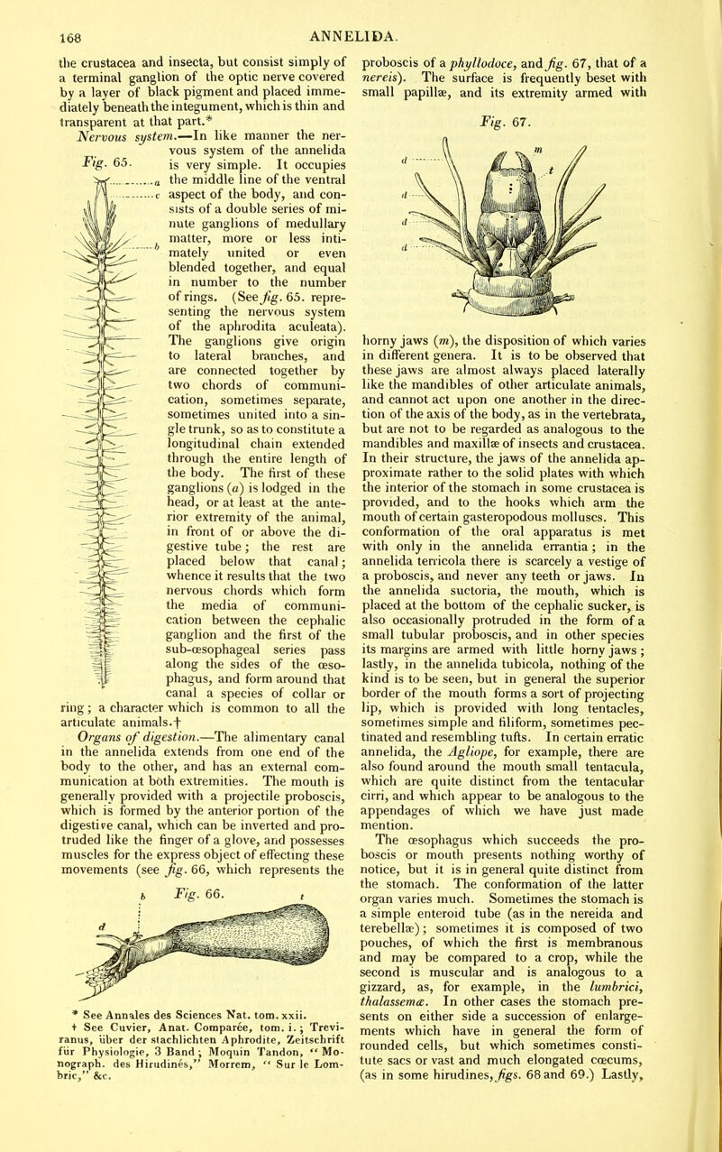 Fig. 65. the Crustacea and insecta, but consist simply of a terminal ganglion of the optic nerve covered by a layer of black pigment and placed imme- diately beneath the integument, which is thin and transparent at that part.* Nervous system.—In like manner the ner- vous system of the annelida is very simple. It occupies the middle line of the ventral aspect of the body, and con- sists of a double series of mi- nute ganglions of medullary matter, more or less inti- mately united or even blended together, and equal in number to the number of rings. (See fig. 65. repre- senting the nervous system of the aphrodita aculeata). The ganglions give origin to lateral branches, and are connected together by two chords of communi- cation, sometimes separate, sometimes united into a sin- gle trunk, so as to constitute a longitudinal chain extended through the entire length of the body. The first of these ganglions (a) is lodged in the head, or at least at the ante- rior extremity of the animal, in front of or above the di- gestive tube; the rest are placed below that canal; whence it results that the two nervous chords which form the media of communi- r^'^S cation between the cephalic ^gp: ganglion and the first of the sub-cesophageal series pass 3f along the sides of the oeso- Ip phagus, and form around that canal a species of collar or ring; a character which is common to all the articulate animals.f Organs of digestion.—The alimentary canal in the annelida extends from one end of the body to the other, and has an external com- munication at both extremities. The mouth is generally provided with a projectile proboscis, which is formed by the anterior portion of the digestive canal, which can be inverted and pro- truded like the finger of a glove, and possesses muscles for the express object of effecting these movements (see Jig. 66, which represents the Fig. 66, proboscis of Si phyllodoce, and Jig. 67, that of a nereis). The surface is frequently beset with small papillae, and its extremity armed with Fig. 67. • See Annales des Sciences Nat. torn. xxii. + See Cuvier, Anat. Comparee, tom.i.; Trevi- ranus, liber der stachlichten Aphrodite, Zeitschrift fiir Physiologie, 3 Band ; Moquin Tandon,  Mo- nograph, des Hirudines, Morrem,  Sur le Lom- bric, &c. horny jaws (/n), the disposition of which varies in different genera. It is to be observed that these jaws are almost always placed laterally like the mandibles of other articulate animals, and cannot act upon one another in the direc- tion of the axis of the body, as in the vertebrata, but are not to be regarded as analogous to the mandibles and maxillae of insects and Crustacea. In their structure, the jaws of the annelida ap- proximate rather to the solid plates with which the interior of the stomach in some Crustacea is provided, and to the hooks which aim the mouth of certain gasteropodous molluscs. This conformation of the oral apparatus is met with only in the annelida errantia; in the annelida tenicola there is scarcely a vestige of a proboscis, and never any teeth or jaws. In the annelida suctoria, the mouth, which is placed at the bottom of the cephalic sucker, is also occasionally protruded in the form of a small tubular proboscis, and in other species its margins are armed with little horny jaws ; lastly, in the annelida tubicola, nothing of the kind is to be seen, but in general the superior border of the mouth forms a sort of projecting lip, which is provided with long tentacles, sometimes simple and filiform, sometimes pec- tinated and resembling tufts. In certain erratic annelida, the Agliope, for example, there are also found around the mouth small tentacula, which are quite distinct from the tentacular cirri, and which appear to be analogous to the appendages of which we have just made mention. The oesophagus which succeeds the pro- boscis or mouth presents nothing worthy of notice, but it is in general quite distinct from the stomach. The conformation of the latter organ varies much. Sometimes the stomach is a simple enteroid tube (as in the nereida and terebellae); sometimes it is composed of two pouches, of which the first is membranous and may be compared to a crop, while the second is muscular and is analogous to a gizzard, as, for example, in the lumbrici, thalassemcB. In other cases the stomach pre- sents on either side a succession of enlarge- ments which have in general the form of rounded cells, but which sometimes consti- tute sacs or vast and much elongated ccecums, (as in some hirudines,/gs. 68 and 69.) Lastly^