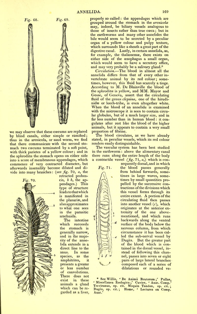 Fig. Fig. 69. we may observe that these coecums are replaced by blind canals, either simple or ramified; thus in the arenicola, or sand worm, we find that there communicate with the second sto- mach two ccecums terminated by a soft point, with thick parietes of a yellow colour; and in the aphroditse the stomach opens on either side into a score of membranous appendages, which commence of very contracted diameter, but afterwards insensibly become dilated and di- vide into many branches: (see Jig. 70, a, the retracted probos- Fig. 70. cis, b b, the ap- pendages.) This type of structure leads to that which is manifested in the planarise, and also approximates to what one sees in the parasitic arachnid a. The intestine which succeeds the stomach is generally narrow, and in the majo- rity of the anne- lida extends in a direct line to the anus. In some species, as the amphitrites, it presents a greater or less number of convolutions. There does not exist in these animals a gland which can be re- garded as a liver. properly so called : the appendages which are grouped around the stomach in the arenicola may, indeed, be biliary vessels analogous to those of insects rather than true cceca; but in the earthworms and many other annelides the bile would seem to be secreted by a peculiar organ of a yellow colour and pulpy texture, which surrounds like a sheath a great part of the digestive canal. Lastly, in certam annelida, as, for example, the thalassemae, there exists on either side of the oesophagus a small organ, which would seem to have a secretory office, and may very probably be a salivary gland.* Circulation.—The blood in almost all the annelida differs from that of every other in- vertebrate animal by its red colour; some- times, however, this fluid has scarcely a tinge. According to M. De Blainville the blood of the aphroditae is yellow, and MM. Mayor and Gosse, of Geneva, assert that the circulating fluid of the genus clepsina, one of the hirudi- nidae or leech-tribe, is even altogether white. When the blood of an annelide is examined with the microscope it is seen to contain circu- lar globules, but of a much larger size, and in far less number than in human blood : it coa- gulates after rest like the blood of the higher animals, but it appears to contain a very small proportion of fibrine. The blood circulates, as we have already stated, in peculiar vessels, which its red colour renders easily distinguishable. The vascular system has been best studied in the earthworm : above the alimentary canal there runs along the entire length of the body a contractile vessel (fg. 71, a,) which is con- sequently dorsal, and in which Fig. 71. the blood passes generally ^ from behind forwards, some- J\i\ , times in large waves, some- times by small quantities pro- pelled by the successive con- tractions of the divisions which this vessel forms through its entire extent. A portion of the circulating fluid then passes into another vessel (c), which originates at the anterior ex- tremity of the one above- mentioned, and which runs backwards along the ventral surface of the body below the nervous column, from which circumstance it has been cal- led the sub-nerval vessel by Dugfes. But the greater part of the blood which is con- tained in the dorsal vessel, in- stead of following this chan- ; <5 / nel, passes into seven or eight pairs of large lateral branches composed each of a series of dilatations or rounded ve- * See Willis, ' De Anima BrutorumPallas, ' Miscellanea ZoologicaCuvier, ' Anat. Comp.' Treviranus, op. cit. Moquin Tandon, op. cit. ; Dugcs, op. cit.; Home, ' Lectures on Comp. Anat.'