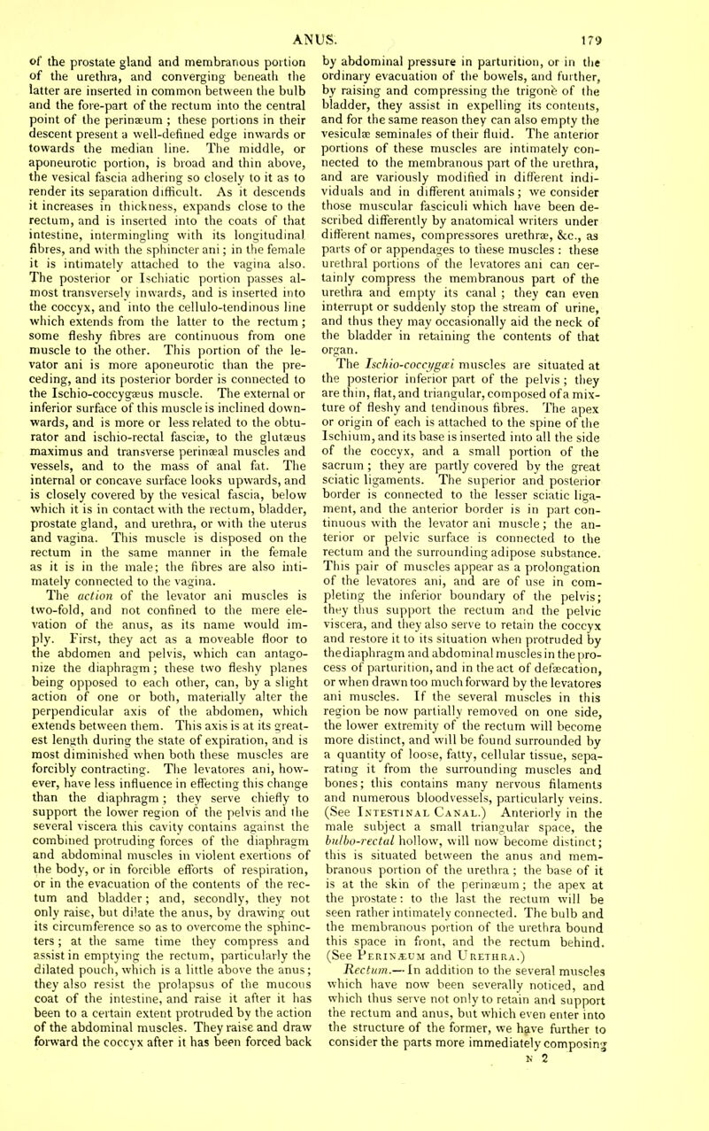 of the prostate gland and mennbranous portion of the urethra, and converging beneath the latter are inserted in common bet\\een the bulb and the fore-part of the rectum into the central point of the perineum ; these portions in their descent present a well-defined edge inwards or towards the median line. The middle, or aponeurotic portion, is broad and thin above, the vesical fascia adhering so closely to it as to render its separation difficult. As it descends it increases in thickness, expands close to the rectum, and is inserted into the coats of that intestine, intermingling with its longitudinal fibres, and with the sphincter ani; in the female it is intimately attached to the vagina also. The posterior or Ischiatic portion passes al- most transversely mwards, and is inserted into the coccyx, and into the cellulo-tendinous line which extends from the latter to the rectum ; some fleshy fibres are continuous from one n)uscle to the other. This portion of the le- vator ani is more aponeurotic than the pre- ceding, and its posterior border is connected to the Ischio-coccygseus muscle. The external or inferior surface of this muscle is inclined down- wards, and is more or less related to the obtu- rator and ischio-rectal fasciae, to the glutaeus maximus and transverse perinaeal muscles and vessels, and to the mass of anal fat. The internal or concave surface looks upwards, and is closely covered by the vesical fascia, below which it is in contact with the rectum, bladder, prostate gland, and urethra, or with the uterus and vagina. This muscle is disposed on the rectum in the same manner in the female as it is in the male; the fibres are also inti- mately connected to the vagina. The action of the levator ani muscles is two-fold, and not confined to the mere ele- vation of the anus, as its name would im- ply. First, they act as a moveable floor to the abdomen and pelvis, which can antago- nize the diaphragm ; these two fleshy planes being opposed to each other, can, by a slight action of one or both, materially alter the perpendicular axis of the abdomen, which extends between them. This axis is at its great- est length during the state of expiration, and is most diminished when both these muscles are forcibly contracting. The levatores ani, how- ever, have less influence in effecting this change than the diaphragm; they serve chiefly to support the lower region of the pelvis and ihe several viscera this cavity contains against the combined protruding forces of the diaphragm and abdominal muscles in violent exertions of the body, or in forcible efforts of respiration, or in the evacuation of the contents of the rec- tum and bladder; and, secondly, they not only raise, but dilate the anus, by drawing out its circumference so as to overcome the sphinc- ters ; at the same time they compress and assist in emptying the rectum, particularly the dilated pouch, which is a little above the anus; they also resist the prolapsus of the mucous coat of the intestine, and raise it after it has been to a certain extent protruded by the action of the abdominal muscles. They raise and draw forward the coccyx after it has been forced back by abdominal pressure in parturition, or in the ordinary evacuation of the bowels, and further, by raising and compressing the trigone of the bladder, they assist in expelling its contents, and for the same reason they can also empty the vesiculae seminaies of their fluid. The anterior portions of these muscles are intimately con- nected to the membranous part of the urethra, and are variously modified in different indi- viduals and in diflferent animals ; we consider those muscular fasciculi which have been de- scribed differently by anatomical writers under different names, compressores urethrae, &c., as parts of or appendages to these muscles : these urethral portions of the levatores am can cer- tainly compress the membranous part of the urethra and empty its canal ; they can even interrupt or suddenly stop the stream of urine, and thus they may occasionally aid the neck of the bladder in retaining the contents of that organ. The Isc/iio-cocci/gai muscles are situated at the posterior inferior part of the pelvis ; they are thin, flat, and triangular, composed of a mix- ture of fleshy and tendinous fibres. The apex or origin of each is attached to the spine of the Ischium, and its base is inserted into all the side of the coccyx, and a small portion of the sacrum ; they are partly covered by the great sciatic ligaments. The superior and posterior border is connected to the lesser sciatic liga- ment, and the anterior border is in part con- tinuous with the levator ani muscle; the an- terior or pelvic surface is connected to the rectum and the surrounding adipose substance. This pair of muscles appear as a prolongation of the levatores ani, and are of use in com- pleting the inferior boundary of the pelvis; tht'y tiius support the rectum and the pelvic viscera, and they also serve to retain the coccyx and restore it to its situation when protruded by thediaphragm and abdominal muscles in the [iro- cess of parturition, and in the act of defaecation, or when drawn too much forward by the levatores ani muscles. If the several muscles in this region be now partially removed on one side, the lower extremity of the rectum will become more distinct, and will be found surrounded by a quantity of loose, fatty, cellular tissue, sepa- rating it from the surrounding muscles and bones; this contains many nervous filaments and numerous bloodvessels, particularly veins. (See Intestinal Canal.) Anteriorly in the male subject a small triangular space, the bulbo-rectal hollow, will now become distinct; this is situated between the anus and mem- branous portion of the urethra ; the base of it is at the skin of the perinaeum; the apex at the prostate: to the last the rectum will be seen rather intimately connected. The bulb and the membranous portion of the urethra bound this space in front, and the rectum behind. (See Perix.cum and Urethra.) Rectum.— In addition to the several muscles which have now been severally noticed, and which thus serve not only to retain and support the rectum and anus, but which even enter into the structure of the former, we have further to consider the parts more immediately composing N 2