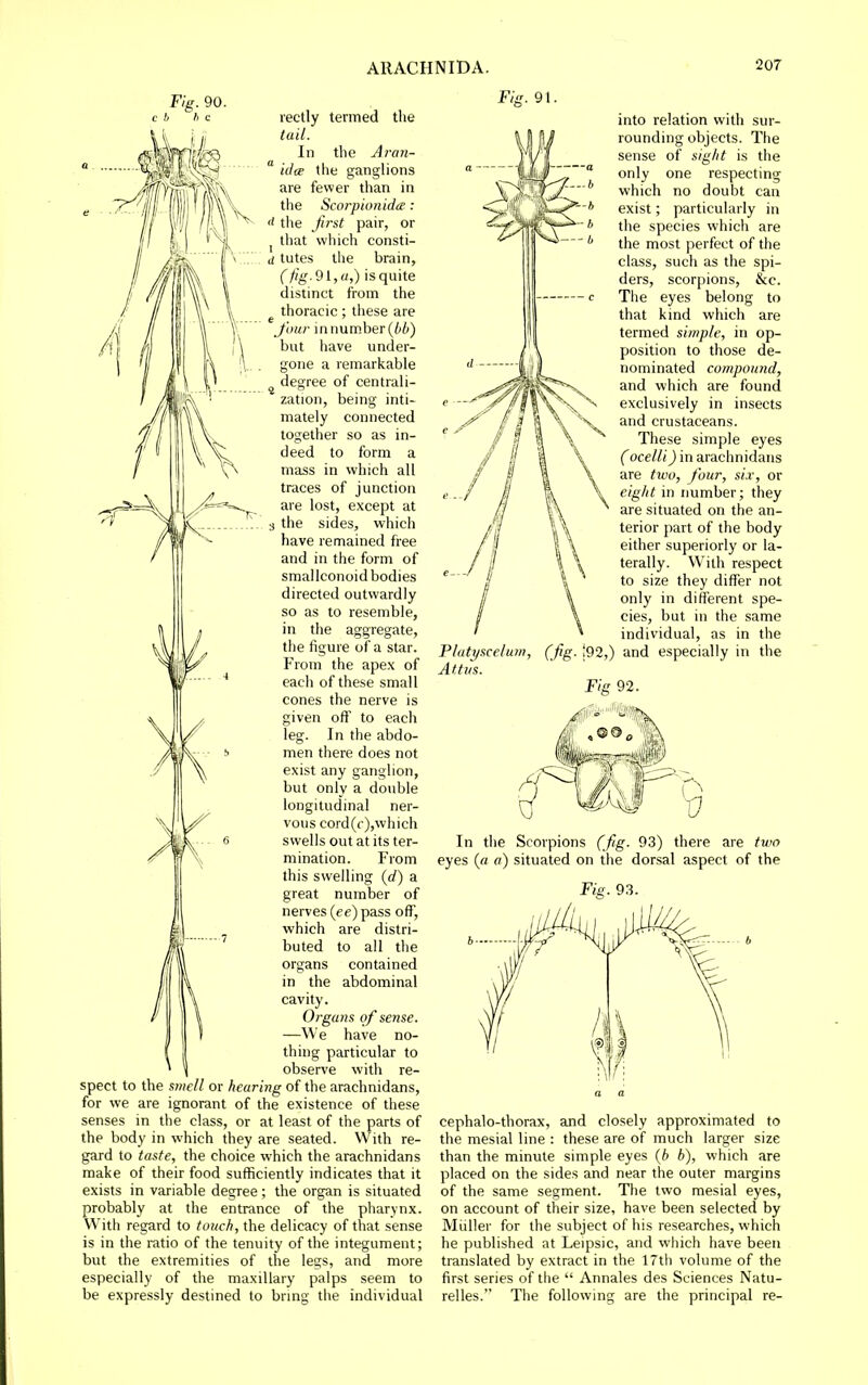 Fifr.9\. rectly termed the tail. In the Ai-an- ° idee the ganglions are fewer than in the Scorpionida: ti the first pair, or that which consti- d tutes the brain, (fig. 91, a,) is quite distinct from the ^ thoracic ; these are Jour in number but have under- gone a remarkable ^ degree of centrali- zation, being inti- mately connected together so as in- deed to form a mass in which all traces of junction are lost, except at 3 the sides, which have remained free and in the form of sraallconoid bodies directed outwardly so as to resemble, in the aggregate, the figure of a star. From the apex of each of these small cones the nerve is given off to each leg. In the abdo- men there does not exist any ganglion, but only a double longitudinal ner- vous cord(f),which swells out at its ter- mination. From this swelling (rf) a great number of nerves (ee)pass off, which are distri- buted to all the organs contained in the abdominal cavity. Organs of sense. —We have no- thing particular to observe with re- spect to the smell or hearing of the arachnidans, for we are ignorant of the existence of these senses in the class, or at least of the parts of the body in which they are seated. With re- gard to taste, the choice which the arachnidans make of their food sufficiently indicates that it exists in variable degree ; the organ is situated probably at the entrance of the pharynx. With regard to touch, the delicacy of that sense is in the ratio of the tenuity of the integument; but the extremities of the legs, and more especially of the maxillary palps seem to be expressly destined to bring the individual into relation with sur- rounding objects. The sense of sight is the only one respecting which no doubt can exist; particularly in the species which are the most perfect of the class, such as the spi- ders, scorpions, &c. The eyes belong to that kind which are termed simple, in op- position to those de- nominated compound, and which are found exclusively in insects and crustaceans. These simple eyes (ocelli) in arachnidans are tivo, four, six, or eight in number; they are situated on the an- terior part of the body either superiorly or la- terally. With respect to size they differ not only in different spe- cies, but in the same individual, as in the |92,) and especially in the Fig 92. In the Scorpions (fig. 93) there are two eyes (a a) situated on the dorsal aspect of the Fig. 93. cephalo-thorax, and closely approximated to the mesial line : these are of much larger size than the minute simple eyes {h b), which are placed on the sides and near the outer margins of the same segment. The two mesial eyes, on account of their size, have been selected by Miiller for the subject of his researches, which he published at Leipsic, and which have been translated by extract in the 17t!i volume of the first series of the  Annates des Sciences Natu- relles. The following are the principal re-