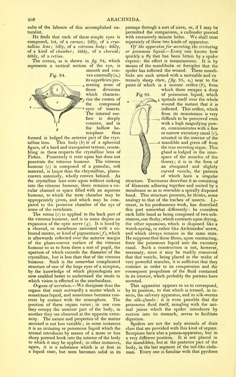 suits of the labours of this accomplished na- turalist. He finds that each of these simple eyes is composed, 1st, of a cornea; 2dly, of a crys- talline lens; 3dly, of a vitreous body; 4thly, of a kind of chamber; 5thly, of a choroid; 6thly, of a retina. The cornea, as is shewn in fg. 94, which represents a vertical section of the eye, is smooth and con- J'jg. 94. vex externally (a,) its superficies pre- „ senting none of those divisions which characte- ''j rize the cornea of the compound eyes of insects. The internal sur- face is deeply concave, and in g the hollow he- misphere thus formed is lodged the anterior part of the crys- tallme lens. This body (6) is of a spherical figure, of a hard and transparent texture, resem- blmg in these respects the crystalline lens of Fishes. Posteriorly it rests upon but does not penetrate the vitreous humour. The vitreous humour (c) is composed of a granular, soft material, is larger than the chrystalline, plano- convex anteriorly, wholly convex behind. As the crystalline lens rests upon without sinking into the vitreous humour, there remains a cir- cular channel or space filled with an aqueous humour, to which the term chamber may be appropriately given, and which may be com- pared to the posterior chamber of the eye of some of the vertebrata. The retina (e) is applied to the back part of the vitreous humour, and is in some degree an expansion of the optic nerve (g). It is lined by a choroid, or membrane saturated with a co- loured matter, or kind of pigmentum (/), which is afterwards reflected over the anterior margin of the plano-convex surface of the vitreous humour so as to form there a sort of pupil, the aperture of which exceeds the diameter of the crystalline, but is less than that of the vitreous humour. Such is the somewhat complicated structure of one of the large eyes of a scorpion, by the knowledge of which physiologists are now enabled better to understand the mode in which vision is effected in the arachnidans. Organs of secretion.—We designate thus the organs that emit outwardly a matter which is sometimes liquid, and sometimes becomes con- crete by contact with the atmosphere. The position of these organs varies; in one case they occupy the anterior part of the body, in another they are observed at the opposite extre- mity. The nature and proi>erties of the matter secreted is not less variable ; in some instances it is an irritating or poisonous liquid which the animal introduces by means of a more or less sharp pointed hook into the interior of the body to which it may be applied; in other instances, again, it is a substance which is at first in a liquid state, but soon becomes solid in its Fig 95. passage through a sort of sieve, or, if I may be permitted the comparison, a cullender pierced with excessively minute holes. We shall treat separately of these two kinds of apparatus. Of' the apparatus for secreting the irritating or poisonous liquid.—Every one knows how quickly a fly that has been bitten by a spider expires : the efl^ect is instantaneous. It is by means of the mandibulae or forciples that the spider has inflicted the wound. These mandi- bulce are each armed with a moveable and ex tremely sharp claw, fjig. 95, a,) near to the point of which is a minute orifice (6), from which there escapes a drop of poisonous liquid, which . J spreads itself over the whole wound the instant that it is inflicted. This orifice, which from its minuteness is very -c difficult to be perceived even with a high magnifying pow- er, communicates with a fine or narrow excretory canal (c), situated in the interior of the -d mandible and given off from the true secreting organ. This gland is lodged in the inter- space of the muscles of the thorax; it is in the form of an elongated and slightly curved vesicle, the parietes of which have a singular structure. Treviranus describes it as consisting of filaments adhering together and united by a membrane so as to resemble a spirally disposed band. This structure presents, he thinks, some analogy to that of the trachea of insects. Ly- onnet, in his posthumous work, has described this part somewhat differently: he considers each little band as being composed of two sub- stances, one fleshy, which contracts upon drying, the other squamous, which is disposed like a watch-spring, or rather like Archimedes' screw, and which always remains in the same state. He supposes that these fibres, upon contracting, force the poisonous liquid into the excretory canal. Such a construction is not, however, necessary, since it may be readily conceived that that vesicle, being placed in the midst of very powerful muscles, it is sufficient that they contract in order to its compression and the consequent propulsion of the fluid contained in its interior, which probably the parietes have secreted. This apparatus appears to us to correspond, by its position, to that which is termed, in in- sects, the salivary apparatus, and in silk-worms the silk-glands : it is even possible that the poisonous fluid itself, mingling with the ani- mal juices which the spider introduces by suction into its stomach, serves to facilitate digestion. Spiders are not the only animals of their class that are provided with this kind of organs. Scorpions have also a poison-apparatus, but in a very different position. It is not placed in the mandibles, but at the posterior part of the body, in the last segment of the tail-like abdo- men. Every one is familiar with that pyriform