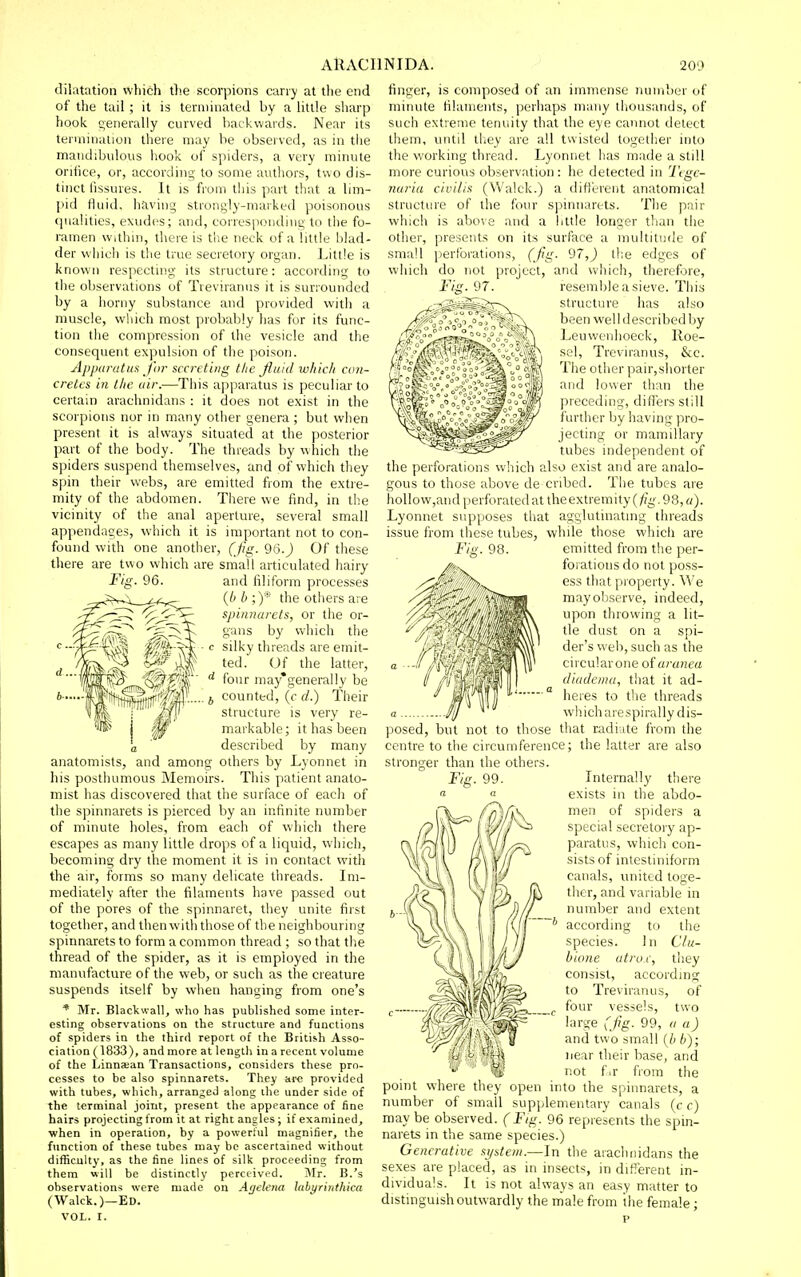 dilatation which tlie scorpions carry at tlie end of the tail ; it is terminated by a little sharp hook £;enerally curved backwards. Near its termination there may be observed, as in the mandibulous hook of spiders, a very minute orifice, or, according to some authors, two dis- tinct fissures. It is from tliis part that a lim- pid fluid, having strongly-marki'd poisonous qualities, exudes; and, corres|)cinlinu to ilie fo- ramen within, there is the neck of a bitlo l>lad- der which is the true secretory organ. Litlle is known respecting its structure: according to the observations of Treviranus it is surrounded by a horny substance and provided with a muscle, which most probably has for its func- tion the compression of the vesicle and the consequent expulsion of the poison. ApparutuH for secreting the fluid which con- cretes in the uir.—This apparatus is peculiar to certain arachnidans : it does not exist in the scorpions nor in many other genera ; but when present it is always situated at the posterior part of the body. The threads by which the spiders suspend themselves, and of which they spin their webs, are emitted from the extre- mity of the abdomen. There we find, in the vicinity of the anal aperture, several small appendages, which it is important not to con- found with one another, (Jig. 96. j Of these there are two which are sniall articulated hairy Fig. 96. and filiform processes {b b ;)* the others are spinnarets, or the or- gans by which the • c silky threads are emit- ted. Of the latter, four may'generally be . J counted, (f d.) Their structure is very re- markable ; it has been a described by many anatomists, and among others by Lyonnet in his posthumous Memoirs. This patient anato- mist has discovered that the surface of each of the spinnarets is pierced by an infinite number of minute holes, from each of which there escapes as many little drops of a liquid, which, becoming dry the moment it is in contact with the air, forms so many delicate threads. Im- mediately after the filaments have passed out of the pores of the spinnaret, they unite first together, and then with those of the neighbouring spinnarets to form a common thread ; so that the thread of the spider, as it is employed in the manufacture of the web, or such as the creature suspends itself by when hanging from one's * Mr. Blackwall, who has published some inter- esting observations on the structure and functions of spiders in the third report of the British Asso- ciation (1833), and more at length in a recent volume of the Linna;an Transactions, considers these pro- cesses to be also spinnarets. They are provided with tubes, which, arranged along the under side of the terminal joint, present the appearance of fine hairs projecting from it at right angles; if examined, when in operation, by a powerful magnifier, the function of these tubes may be ascertained without difficulty, as the fine lines of silk proceeding from them will be distinctly perceived. IMr. B.'s observations were made on Agelena labyrinthica (Walck.)—Ed. VOL. I. finger, is composed of an immense number of minute filaments, perhaps many tliousands, of such extreme tenuity that the eye cannot detect them, until they are all twisted together into the working thread. Lyonnet has made a still more curious observation: he detected in Ttgc- nariu civili.t (Walck.) a difterent anatomical structure of tlie four spinnarets. The pair which is above and a little longer than the other, presents on its surface a multitude of small jierforations, (flg- 97,J the edges of which do not project, and vi'liich, therefore, Fig. 97. resemble a sieve. This structure has also been well described by Leuwenlioeck, Roe- sel, Treviranus, &c. The other pair,sliorter and lower than the preceding, differs still further by having pro- jecting or mamillary tubes independent of the perforations which also exist and are analo- gous to those above de cribed. The tubes are hollow,and perforated at the extremity (/7g-. 98, a). Lyonnet supposes that agglutinating threads issue from these tubes, while those which are emitted from the per- forations do not po.ss- ess that property. We may observe, indeed, upon throwing a lit- tle dust on a spi- der's well, such as the circularone of aranea diudema, that it ad- heres to the threads wh. ich a le spi ral ly d is- posed, but not to those that radiate from the centre to the circumference; the latter are also stronger than the others. Fig. 99. Internally there « a exists in the abdo- men of spiders a special secretory ap- paratus, which con- sists of intestiniform canals, united toge- ther, and variable in number and extent according to the species. 1 n Clu- bione utrux, they consist, according to Treviranus, of four vessels, two large (fig. 99, a a) and two small {h b); near their base, and not f.r from the point where they open into the spinnarets, a number of small supplementary canals (c c) maybe observed. (Fig. 96 represents the spin- narets in the same species.) Generative system.—In the arachnidans the sexes are placed, as in insects, in difterent in- dividuals. It is not always an easy matter to distinguish outwardly the niale from the female;