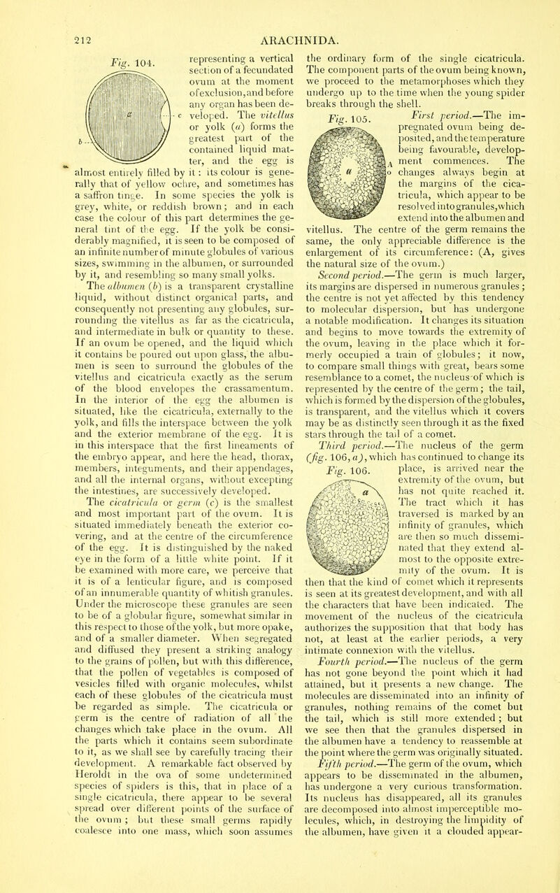 FiiT. 104. representing a vertical section of a fecundated ovum at the moment of exclusion,and before any organ has been de- veloped. The vitt llus or yolk (a) forms the greatest part of the contained liquid mat- ter, and the egg is almost entnely filled by it: its colour is gene- rally that of yellow ochre, and sometimes has a saffron tinge. In some species the yolk is grey, white, or reddish brown; and in each case the colour of this part determines the ge- neral tint of the egg. If the yolk be consi- derably magnified, it is seen to be composed of an infinite number of mmute globules of various sizes, swimming in the albumen, or surrounded by it, and resembling so many small yolks. The albumen {b) is a transparent crystalline liquid, without distinct organical parts, and consequently not presenting any globules, sur- rounding the vitellus as far as the cicatricula, and intermediate in bulk or quantity to these. If an ovum be opened, and the liquid which it contains be poured out upon glass, the albu- men is seen to surround the globules of the vitellus and cicatricula exactly as the serum of the blood envelopes the crassamentum. In the interior of the egg the albumen is situated, like the cicatricula, externally to the yolk, and fills the interspace between tiie yolk and the exterior membrane of the egg. It is in this interspace that tlie first lineaments of the embryo appear, and here the head, thorax, members, integuments, and their appendages, and all the internal organs, without excepting the intestines, are successively developed. The cicatricula or germ (c) is the smalle:>l and most important part of the ovum. It is situated immediately beneath the exterior co- vering, and at the centre of the circumference of the egg. It is distinguished by the naked eye in the form of a little white point. If it be examined with more care, we perceive that it is of a lenticular figure, and is composed of an innumerable quantity of whitish granules. Under the microscope these granules are seen to be of a globular figure, somewhat similar in this respect to those of the yolk, but more opake, and of a smaller diameter. When segregated and diffused they present a striking analogy to the grains of pollen, but with this difi'erence, that the pollen of vegetables is composed of vesicles filled with organic molecules, whilst each of these globules of the cicatricula must be regarded as simple. The cicatricula or perm is the centre of radiation of ail the changes which take place in the ovum. All the parts which it contains seem subordinate to it, as we shall see by carefully tracing their development. A remarkable fact observed by Heroldt in the ova of some undetermined species of spiders is this, that in place of a single cicatricula, there appear to be several spread over different points of the surface of the ovum ; but these small germs rapidly coalesce into one mass, which soon assumes the ordinary form of the single cicatricula. The component parts of the ovum being known, we proceed to the metamorphoses which they undergo up to the time when the young spider breaks through the shell. First period.—Tlie im- pregnated ovum being de- posited, and the temperature being favourable, develop- ment commences. The changes always begin at the margins of the cica- tricula, which appear to be resolved into granules,which extend into the albumen and vitellus. The centre of the germ remains the same, the only appreciable difference is the enlargement of its circumference: (A, gives the natural size of the ovum.) Second period.—The germ is much larger, its margins are dispersed in numerous granules ; the centre is not yet affected by this tendency to molecular dispersion, but has undergone a notable modification. It changes its situation and begins to move towards the extremity of the ovum, leaving in the place which it for- merly occupied a train of globules; it now, to compare small things with great, bears some resemblance to a comet, the nucleus-of which is represented by tiie centre of the germ; the tail, which is formed by the dispersion of the globules, is transparent, and the vitellus which it covers may be as distinctly seen through it as the fixed stars through the tail of a comet. Third period.—The nucleus of the germ (fg. 106, nj, which has continued to change its Fig. 106. place, is arrived near the extremity of the ovum, but has not quite reached it. The tract which it has traversed is marked by an infinity of granules, which are then so much dissemi- nated that they extend al- most to the opposite extre- mily of the ovum. It is then that the kind of comet which it represents is seen at its greatest development, and with all tlie characters that have been indicated. The movement of the nucleus of the cicatricula authorizes the supposition that that body has not, at least at the earlier periods, a very intimate connexion with the vitellus. Fourth period.—The nucleus of the germ has not gone beyond the point which it had attained, but it presents a new change. The molecules are disseminated into an infinity of granules, nothing remains of the comet but the tail, which is still more extended ; but we see then that the granules dispersed in the albumen have a tendency to reassemble at the point where the germ was originally situated. Fifth period.—The germ of the ovum, which appears to be disseminated in the albumen, has undergone a very curious transformation. Its nucleus has disajipeared, all its granules are decomposed into almost imperceptible mo- lecules, which, in destroying the limpidity of the albumen, have given it a clouded appear-