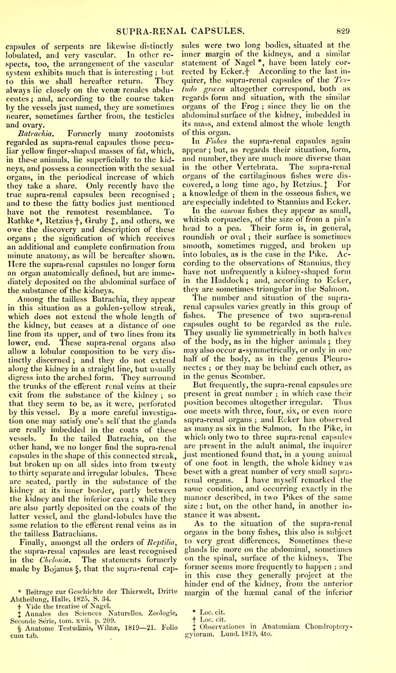 capsules of serpents are likewise distinctly tabulated, and very vascular. In other re- spects, too, the arrangement of the vascular system exhibits much that is interesting ; hut to this we shall hereafter return. They always lie closely on the venae rcnalcs abdu- centes ; and, according to the course taken by the vessels just named, they are sometimes nearer, sometimes farther from, the testicles and ovary. Batraehia. Formerly many zootomists regarded as supra-renal capsules those pecu- liar yellow finger-shaped masses of fat, which, in these animals, lie superficially to the kid- neys, and possess a connection with the sexual organs, in the periodical increase of which they take a share. Only recently have the true supra-renal capsules been recognised ; and to these the fatty bodies just mentioned have not the remotest resemblance. To Rathke*, Retziusf, Gruby J, and others, we owe the discovery and description of these organs ; the signification of which receives an additional and complete confirmation from minute anatomy, as will be hereafter shown. Here the supra-renal capsules no longer form an organ anatomically defined, but are imme- diately deposited on the abdominal surface of the substance of the kidneys. Among the tailless Batrachia, they appear in this situation as a golden-yellow streak, which does not extend the whole length of the kidney, but ceases at a distance of one line from its upper, and of two lines from its lower, end. These supra-renal organs also allow a lobular composition to be very dis- tinctly discerned ; and they do not extend along the kidney in a straight line, but usually digress into the arched form. They surround the trunks of the efferent renal veins at their exit from the substance of the kidney ; so that they seem to be, as it were, perforated by this vessel. By a more careful investiga- tion one may satisfy one's self that the glands are really imbedded in the coats of these vessels. In the tailed Batrachia, on the other hand, we no longer find the supra-renal capsules in the shape of this connected streak, but broken up on all sides into from twenty to thirty separate and irregular lobules. These are seated, partly in the substance of the kidney at its inner border, partly between the kidney and the inferior cava ; while they are also partly deposited on the coats of the latter vessel, and the gland-lobules have the same relation to the efferent renal veins as in the tailless Batrachians. Finally, amongst all the orders of Reptilia, the supra-renal capsules are least recognised in the Chclonia. The statements formerly made by Bojanus §, that the supra-renal cap- * Beitrage zur Gcseliichte der Thierwelt, Dritto Abtheilung, Halle, 1825, S. 34. + Vide the treatise of Nagel. % Annales des Sciences Naturelles. Zonlogie, Seconde Serie, torn. xvii. p. 209. § Anatome Testudinis, Wilnaj, 1819—21. Folio cum tab. sulcs were two long bodies, situated at the inner margin of the kidneys, and a similar statement of Nagel *, have been lately cor- rected by Ecker.-j- According to the last in- quirer, the supra-renal capsules of the Tes- tudo grceca altogether correspond, both as regards form and situation, with the similar organs of the Frog ; since they lie on the abdominal surface of the kidney, imbedded in its mass, and extend almost the whole length of this organ. In Fishes the supra-renal capsules again appear; but, as regards their situation, form, and number, they are much more diverse than in the other Vertebrata. The supra-renal organs of the cartilaginous fishes were dis- covered, a long time ago, by Retzius.\ For a knowledge of them in the osseous fishes, we are especially indebted to Stannius and Ecker. In the osseous fishes they appear as small, whitish corpuscles, of the size of from a pin's head to a pea. Their form is, in general, roundish or oval ; their surface is sometimes smooth, sometimes rugged, and broken up into lobules, as is the case in the Pike. Ac- cording to the observations of Stannius, they have not unfrequently a kidney-shaped form in the Haddock; and, according to Ecker, they are sometimes triangular in the Salmon. The number and situation of the supra- renal capsules varies greatly in this group of fishes. The presence of two supra-renal capsules ought to be regarded as the rule. They usually lie symmetrically in both halves of the body, as in the higher animals ; they may also occur a-symmetrically, or only in one half of the body, as in the genus Pleuro- nectcs ; or they may be behind each other, as in the genus Scomber. But frequently, the supra-renal capsules are present in great number ; in which case their position becomes altogether irregular. Thus one meets with three, four, six, or even more supra-renal organs ; and Ecker has observed as many as six in the Salmon. In the Pike, in which only two to three supra-renal capsules are present in the adult animal, the inquirer just mentioned found that, in a young animal of one foot in length, the whole kidney was beset with a great number of very small supra- renal organs. I have myself remarked the same condition, and occurring exactly in the manner described, in two Pikes of the same size : but, on the other hand, in another in- stance it was absent. As to the situation of the supra-renal organs in the bony fishes, this also is subject to very great differences. Sometimes these glands lie more on the abdominal, sometimes on the spinal, surface of the kidneys. The former seems more frequently to happen ; and in this case they generally project at the hinder end of the kidney, from the anterior margin of the haemal canal of the inferior * Loc. cit. f Loc. cit. % Observationes in Anatomiam Chondropteiy- gyiorum. Lund. 1819, 4to.