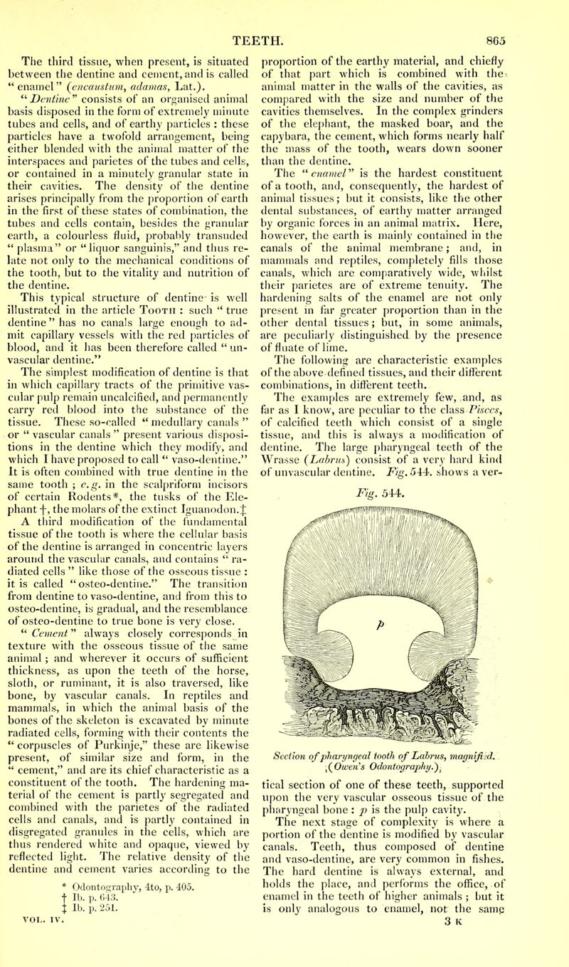 The third tissue, when present, is situated between the dentine and cement, and is called  enamel (encaustum, adamas, Lat.). Dentine consists of an organised animal basis disposed in the form of extremely minute tubes and cells, and of earthy particles : these particles have a twofold arrangement, being either blended with the animal matter of the interspaces and parietes of the tubes and cells, or contained in a minutely granular state in their cavities. The density of the dentine arises principally from the proportion of earth in the first of these states of combination, the tubes and cells contain, besides the granular earth, a colourless fluid, probably transuded  plasma or liquor sanguinis, and thus re- late not only to the mechanical conditions of the tooth, but to the vitality and nutrition of the dentine. This typical structure of dentine is well illustrated in the article Tooth : such  true dentine has no canals large enough to ad- mit capillary vessels with the red particles of blood, and it has been therefore called un- vascular dentine. The simplest modification of dentine is that in which capillary tracts of the primitive vas- cular pulp remain uncalcified, and permanently carry red blood into the substance of the tissue. These so-called  medullary canals  or  vascular canals  present various disposi- tions in the dentine which they modify, and which I have proposed to call  vaso-dentine. It is often combined with true dentine in the same tooth ; e.g. in the scalpriform incisors of certain Rodents*, the tusks of the Ele- phant f, the molars of the extinct Iguanodon.J A third modification of the fundamental tissue of the tooth is where the cellular basis of the dentine is arranged in concentric layers around the vascular canals, and contains  ra- diated cells  like those of the osseous tissue : it is called  osteo-dentine. The transition from dentine to vaso-dentine, and from this to osteo-dentine, is gradual, and the resemblance of osteo-dentine to true bone is very close. Cement always closely corresponds in texture with the osseous tissue of the same animal ; and wherever it occurs of sufficient thickness, as upon the teeth of the horse, sloth, or ruminant, it is also traversed, like bone, by vascular canals. In reptiles and mammals, in which the animal basis of the bones of the skeleton is excavated by minute radiated cells, forming with their contents the  corpuscles of Purkinje, these are likewise present, of similar size and form, in the  cement, and are its chief characteristic as a constituent of the tooth. The hardening ma- terial of the cement is partly segregated and combined with the parietes of the radiated cells and canals, and is partly contained in disgregated granules in the cells, which are thus rendered white and opaque, viewed by reflected light. The relative density of the dentine and cement varies according to the * Odontography, 4to, p. 405. t lb. p. 043. t lb. p. 251. VOL. IV. proportion of the earthy material, and chiefly of that part which is combined with the- animal matter in the walls of the cavities, as compared with the size and number of the cavities themselves. In the complex grinders of the elephant, the masked boar, and the capybara, the cement, which forms nearly half the mass of the tooth, wears down sooner than the dentine. The enamel' is the hardest constituent of a tooth, and, consequently, the hardest of animal tissues; but it consists, like the other dental substances, of earthy matter arranged by organic forces in an animal matrix. Here, however, the earth is mainly contained in the canals of the animal membrane; and, in mammals and reptiles, completely fills those canals, which are comparatively wide, whilst their parietes are of extreme tenuity. The hardening salts of the enamel are not only present in far greater proportion than in the other dental tissues; but, in some animals, are peculiarly distinguished by the presence of fluate of lime. The following are characteristic examples of the above defined tissues, and their different combinations, in different teeth. The examples are extremely few, and, as far as I know, are peculiar to the class Pisces, of calcified teeth which consist of a single tissue, and this is always a modification of dentine. The large pharyngeal teeth of the Wrasse (Labriis) consist of a very hard kind of unvascular dentine. .Fig. 544. shows aver- Fig. 544. Section of pharyngeal tooth of Labrus, magnified. ,( Owens Odontography.'). tical section of one of these teeth, supported upon the very vascular osseous tissue of the pharyngeal bone : p is the pulp cavity. The next stage of complexity is where a portion of the dentine is modified by vascular canals. Teeth, thus composed of dentine and vaso-dentine, are very common in fishes. The hard dentine is always external, and holds the place, and perforins the office, of enamel in the teeth of higher animals ; hut it is only analogous to enamel, not the same 3 K