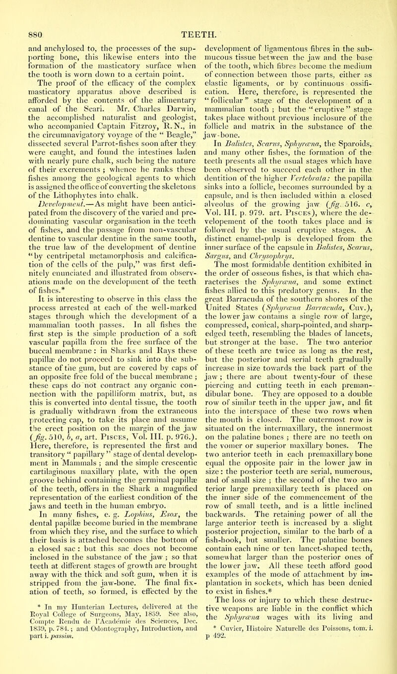 and anchylosed to, the processes of the sup- porting bone, this likewise enters into the formation of the masticatory surface when the tooth is worn down to a certain point. The proof of the efficacy of the complex masticatory apparatus above described is afforded by the contents of the alimentary canal of the Scari. Mr. Charles Darwin, the accomplished naturalist and geologist, who accompanied Captain Fitzroy, R. N., in the circumnavigator}' voyage of the  Beagle, dissected several Parrot-fishes soon after they were caught, and found the intestines laden with nearly pure chalk, such being the nature of their excrements ; whence he ranks these fishes among the geological agents to which is assigned the office of converting the skeletons of the Lithophytes into chalk. Development.—As might have been antici- pated from the discovery of the varied and pre- dominating vascular organisation in the teeth of fishes, and the passage from non-vascular dentine to vascular dentine in the same tooth, the true law of the development of dentine by centripetal metamorphosis and calcifica- tion of the cells of the pulp, was first defi- nitely enunciated and illustrated from observ- ations made on the development of the teeth of fishes.* It is interesting to observe in this class the process arrested at each of the well-marked stages through which the development of a mammalian tooth passes. In all fishes the first step is the simple production of a soft vascular papilla from the free surface of the buccal membrane : in Sharks and Kays these papilla? do not proceed to sink into the sub- stance of the gum, but are covered by caps of an opposite free fold of the buccal membrane ; these caps do not contract any organic con- nection with the papiliiform matrix, but, as this is converted into dental tissue, the tooth is gradually withdrawn from the extraneous protecting cap, to take its place and assume the erect position on the margin of the jaw (Jig. 510, b, a, art. Pisces, Vol. III. p. 976.). Here, therefore, is represented the first and transitory  papillary  stage of dental develop- ment in Mammals ; and the simple crcscentic cartilaginous maxillary plate, with the open groove behind containing the germinal papillae of the teeth, offers in the Shark a magnified representation of the earliest condition of the jaws and teeth in the human embryo. In many fishes, e. g. Lojihius, Esox, the dental papillae become buried in the membrane from which they rise, and the surface to which their basis is attached becomes the bottom of a closed sac : but this sac does not become inclosed in the substance of the jaw ; so that teeth at different stages of growth are brought away with the thick and soft gum, when it is stripped from the jaw-bone. The final fix- ation of teeth, so formed, is effected by the * In my Hunterian Lectures, delivered at the Royal College of Surgeons, May, 1839. See also, Compte Rendu de PAcademie des Sciences, Dec. 1839, p. 784.; and Odontography, Introduction, and part i. passim. development of ligamentous fibres in the sub- mucous tissue between the jaw and the base of the tooth, which fibres become the medium of connection between those parts, either as elastic ligaments, or by continuous ossifi- cation. Here, therefore, is represented the follicular stage of the development of a mammalian tooth ; but the  eruptive  stage takes place without previous inclosure of the follicle and matrix in the substance of the jaw-bone. In Balistes, Scants, Sphyrcena, the Sparoids, and many other fishes, the formation of the teeth presents all the usual stages which have been observed to succeed each other in the dentition of the higher Vcrtebrala: the papilla sinks into a follicle, becomes surrounded by a capsule, and is then included within a closed alveolus of the growing jaw (fig- 516. c, Vol. HI. p. 979. art. Pisces), where the de- velopement of the tooth takes place and is followed by the usual eruptive stages. A distinct enamel-pulp is developed from the inner surface of the capsule in Balistes, Scams, Sargus, and Chrysophrys, The most formidable dentition exhibited in the order of osseous fishes, is that which cha- racterises the Sphyrcena, and some extinct fishes allied to this predatory genus. In the great Barracuda of the southern shores of the United States (Sphyrcena Barracuda, Cuv.), the lower jaw contains a single row of large, compressed, conical, sharp-pointed, and sharp- edged teeth, resembling the blades of lancets, but stronger at the base. The two anterior of these teeth are twice as long as the rest, but the posterior and serial teeth gradually increase in size towards the back part of the jaw ; there are about twenty-four of these piercing and cutting teeth in each preman- dibular bone. They are opposed to a double row of similar teeth in the upper jaw, and fit into the interspace of these two rows when the mouth is closed. The outermost row is situated on the intermaxillary, the innermost on the palatine bones ; there are no teeth on the vomer or superior maxillary bones. The two anterior teeth in each premaxillary bone equal the opposite pair in the lower jaw in size: the posterior teeth are serial, numerous, and of small size ; the second of the two an- terior large premaxillary teeth is placed on the inner side of the commencement of the row of small teeth, and is a little inclined backwards. The retaining power of all the large anterior teeth is increased by a slight posterior projection, similar to the barb of a fish-hook, but smaller. The palatine bones contain each nine or ten lancet-shaped teeth, somewhat larger than the posterior ones of the lower jaw. All these teeth afford good examples of the mode of attachment by im- plantation in sockets, which has been denied to exist in fishes.* The loss or injury to which these destruc- tive weapons are liable in the conflict which the Sphyrcena wages with its living and * Cuvier, Ilistoire Katurcllc des Poissons, torn. i. p 492.